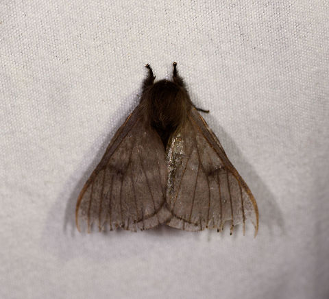 Hylesia sp., La Planada Nature Reserve, Colombia  Colombia,Colombia 2018,Colombia South,Fall,Geotagged,La Planada Nature Reserve,South America
