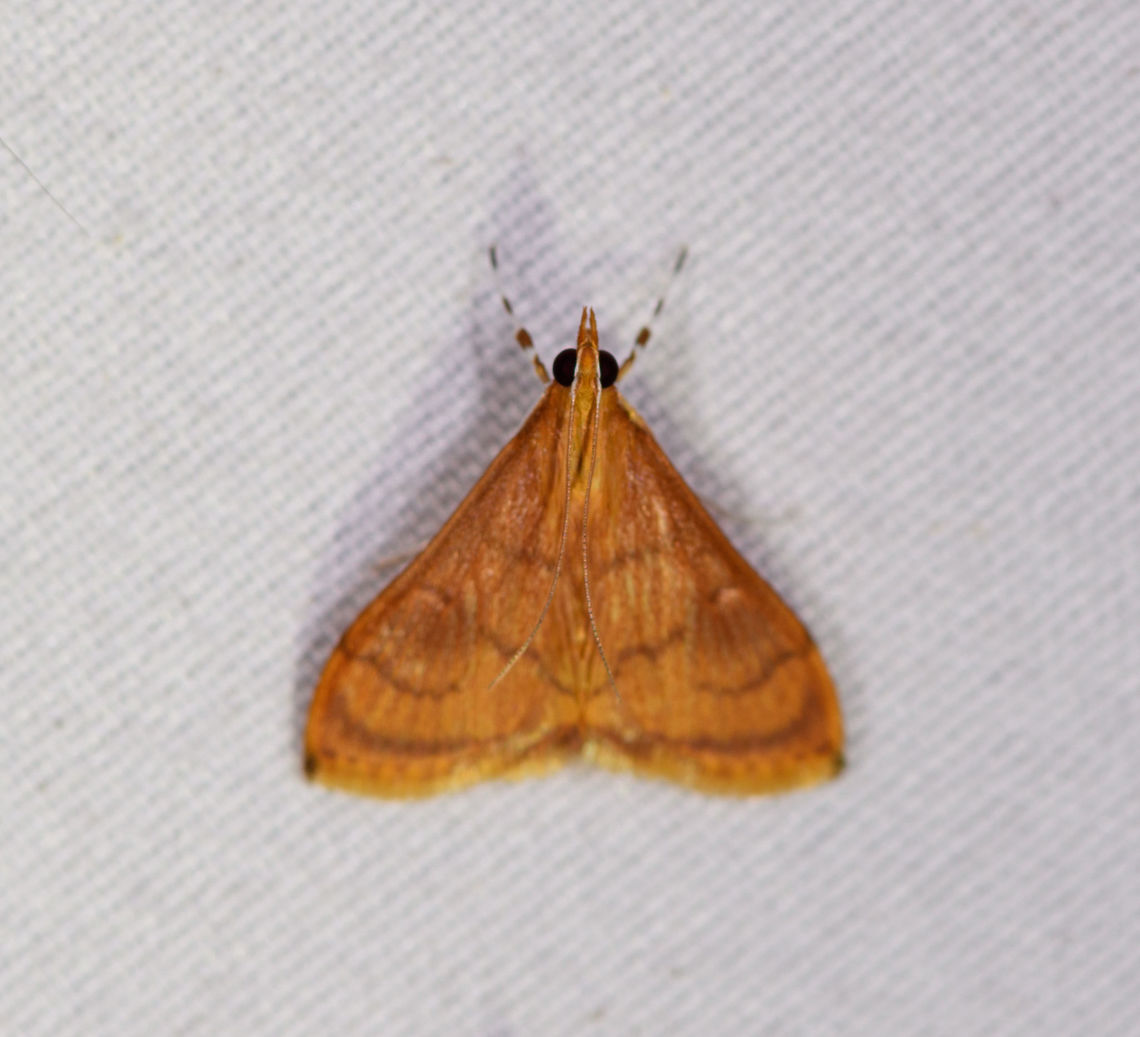 Mint root borer moth, La Planada Nature Reserve, Colombia  Colombia,Colombia 2018,Colombia South,Fall,Fumibotys fumalis,Geotagged,La Planada Nature Reserve,Mint root borer moth,South America