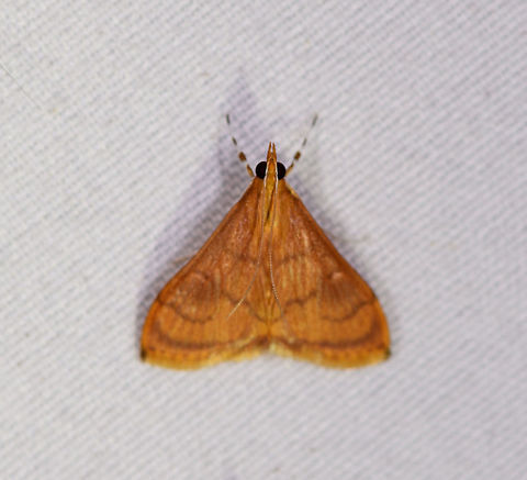 Mint root borer moth, La Planada Nature Reserve, Colombia  Colombia,Colombia 2018,Colombia South,Fall,Fumibotys fumalis,Geotagged,La Planada Nature Reserve,Mint root borer moth,South America