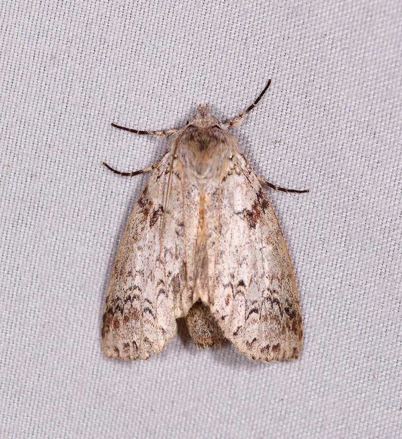 White hairy moth, La Planada Nature Reserve, Colombia  Colombia,Colombia 2018,Colombia South,La Planada Nature Reserve,South America