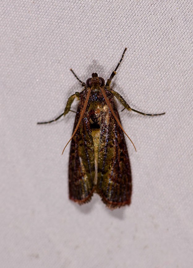 Dark glamorous moth, La Planada Nature Reserve, Colombia  Colombia,Colombia 2018,Colombia South,Fall,Geotagged,La Planada Nature Reserve,South America