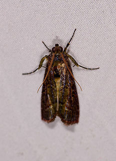 Dark glamorous moth, La Planada Nature Reserve, Colombia  Colombia,Colombia 2018,Colombia South,Fall,Geotagged,La Planada Nature Reserve,South America