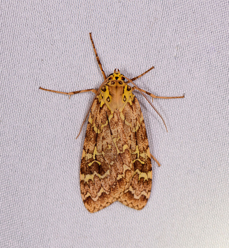 Yellow tiger moth, La Planada Nature Reserve, Colombia  Colombia,Colombia 2018,Colombia South,Fall,Geotagged,La Planada Nature Reserve,South America