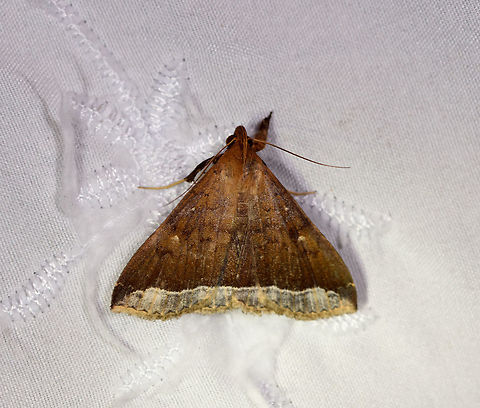 Coremagnatha orionalis, La Planada Nature Reserve, Colombia  Colombia,Colombia 2018,Colombia South,Coremagnatha orionalis,Fall,Geotagged,La Planada Nature Reserve,South America