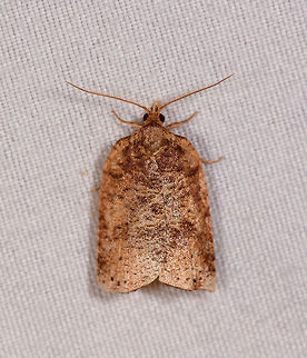 Orange squarish moth, La Planada Nature Reserve, Colombia  Colombia,Colombia 2018,Colombia South,Fall,Geotagged,La Planada Nature Reserve,South America