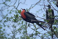 Magnificent Frigatebird - excited A male Magnificent Frigratebird with inflated throat pouch. It means its the breeding season. On the right is a potential target, a female Frigratebird. Costa Rica,Fregata magnificens,Magnificent Frigatebird,birds