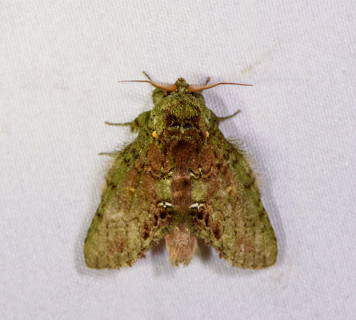 Disphragis sp., La Planada Nature Reserve, Colombia  Colombia,Colombia 2018,Colombia South,Fall,Geotagged,La Planada Nature Reserve,South America