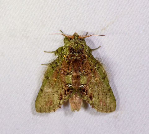 Disphragis sp., La Planada Nature Reserve, Colombia  Colombia,Colombia 2018,Colombia South,Fall,Geotagged,La Planada Nature Reserve,South America