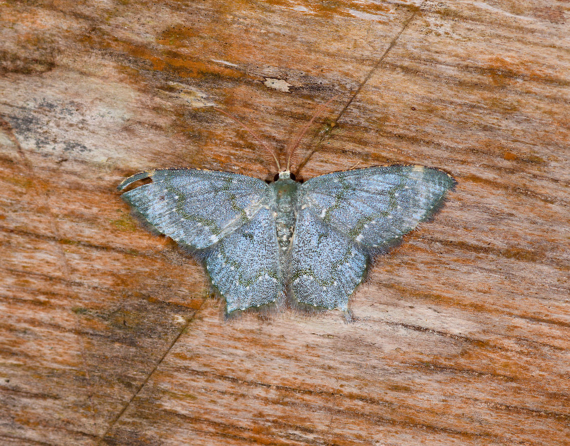 Mottled Opal, La Planada Nature Reserve, Colombia Very similar to this:<br />
<figure class="photo"><a href="https://www.jungledragon.com/image/76677/mottled_opal_la_planada_nature_reserve_colombia.html" title="Mottled Opal, La Planada Nature Reserve, Colombia"><img src="https://s3.amazonaws.com/media.jungledragon.com/images/2/76677_thumb.jpg?AWSAccessKeyId=05GMT0V3GWVNE7GGM1R2&Expires=1759968010&Signature=DL0TC8qfBcWkJYeKnfMsg%2BYCfSU%3D" width="200" height="134" alt="Mottled Opal, La Planada Nature Reserve, Colombia  Chloropteryx opalaria,Colombia,Colombia 2018,Colombia South,Fall,Geotagged,La Planada Nature Reserve,Mottled Opal,South America" /></a></figure><br />
...even the small orange/black bands on the top edge of the wings match. Overall color is different but may be a result of different light conditions. Antennae do seem different in color. Chloropteryx opalaria,Colombia,Colombia 2018,Colombia South,La Planada Nature Reserve,Mottled Opal,South America