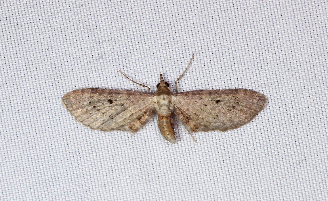 Eupithecia, La Planada Nature Reserve, Colombia Pug moth. Colombia,Colombia 2018,Colombia South,Eupithecia,Fall,Geotagged,La Planada Nature Reserve,South America