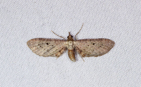 Eupithecia, La Planada Nature Reserve, Colombia Pug moth. Colombia,Colombia 2018,Colombia South,Eupithecia,Fall,Geotagged,La Planada Nature Reserve,South America