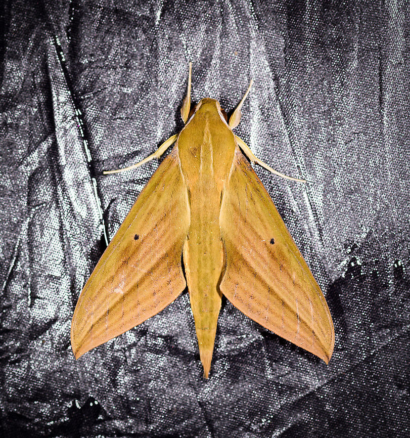 Xylophanes crotonis, La Planada Nature Reserve, Colombia  Colombia,Colombia 2018,Colombia South,La Planada Nature Reserve,South America,Xylophanes crotonis