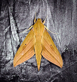 Xylophanes crotonis, La Planada Nature Reserve, Colombia  Colombia,Colombia 2018,Colombia South,La Planada Nature Reserve,South America,Xylophanes crotonis