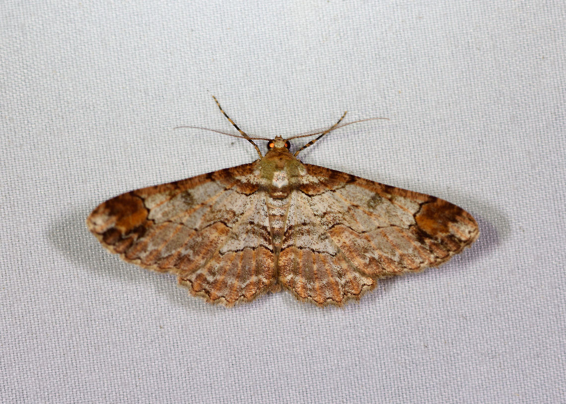 Iridopsis herse, La Planada Nature Reserve, Colombia Similar, but perhaps not the same species, unsure:<br />
<figure class="photo"><a href="https://www.jungledragon.com/image/77205/iridopsis_herse_on_wood_la_planada_nature_reserve_colombia.html" title="Iridopsis herse on wood, La Planada Nature Reserve, Colombia"><img src="https://s3.amazonaws.com/media.jungledragon.com/images/2/77205_thumb.jpg?AWSAccessKeyId=05GMT0V3GWVNE7GGM1R2&Expires=1767225610&Signature=J5EonYO5WElYfflQ%2FSmbsX8hyOI%3D" width="200" height="144" alt="Iridopsis herse on wood, La Planada Nature Reserve, Colombia  Colombia,Colombia 2018,Colombia South,Iridopsis herse,La Planada Nature Reserve,South America" /></a></figure> Colombia,Colombia 2018,Colombia South,Fall,Geotagged,Iridopsis herse,La Planada Nature Reserve,South America