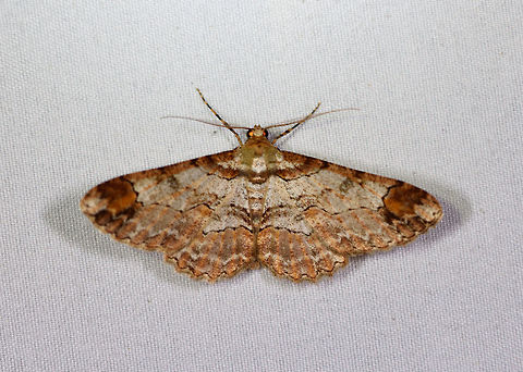 Iridopsis herse, La Planada Nature Reserve, Colombia Similar, but perhaps not the same species, unsure:
https://www.jungledragon.com/image/77205/moth_268_la_planada_nature_reserve_colombia.html Colombia,Colombia 2018,Colombia South,Fall,Geotagged,Iridopsis herse,La Planada Nature Reserve,South America