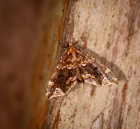 Psaliodes cedaza, La Planada Nature Reserve, Colombia  Colombia,Colombia 2018,Colombia South,La Planada Nature Reserve,Psaliodes cedaza,South America