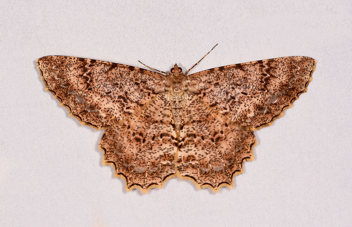 Epimecis conjugaria, La Planada Nature Reserve, Colombia  Colombia,Colombia 2018,Colombia South,Epimecis conjugaria,Fall,Geotagged,La Planada Nature Reserve,South America