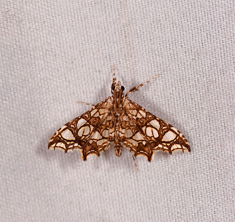 Spilomelinae, La Planada Nature Reserve, Colombia  Colombia,Colombia 2018,Colombia South,La Planada Nature Reserve,South America