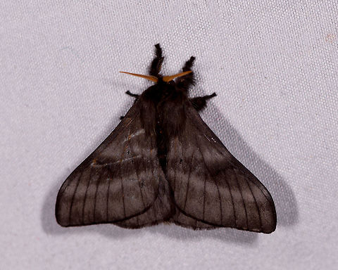 Hylesia sp.?, La Planada Nature Reserve, Colombia  Colombia,Colombia 2018,Colombia South,Fall,Geotagged,La Planada Nature Reserve,South America