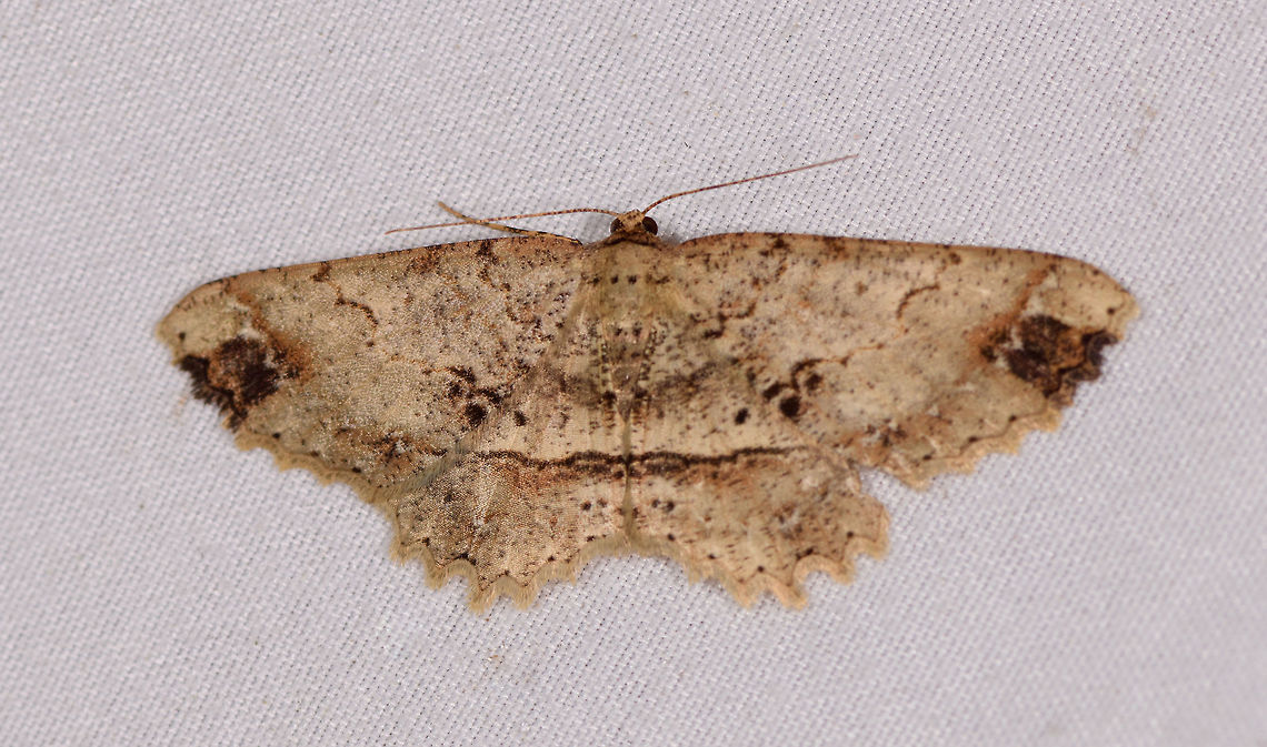 Melanolophia sp.?, La Planada Nature Reserve, Colombia  Colombia,Colombia 2018,Colombia South,La Planada Nature Reserve,South America