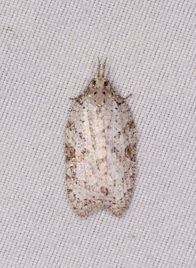 Amorbia sp.?, La Planada Nature Reserve, Colombia  Colombia,Colombia 2018,Colombia South,Fall,Geotagged,La Planada Nature Reserve,South America