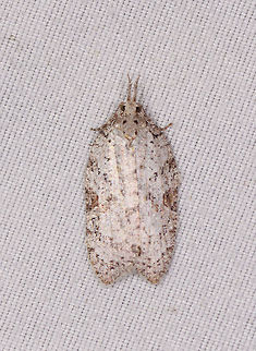 Amorbia sp.?, La Planada Nature Reserve, Colombia  Colombia,Colombia 2018,Colombia South,Fall,Geotagged,La Planada Nature Reserve,South America