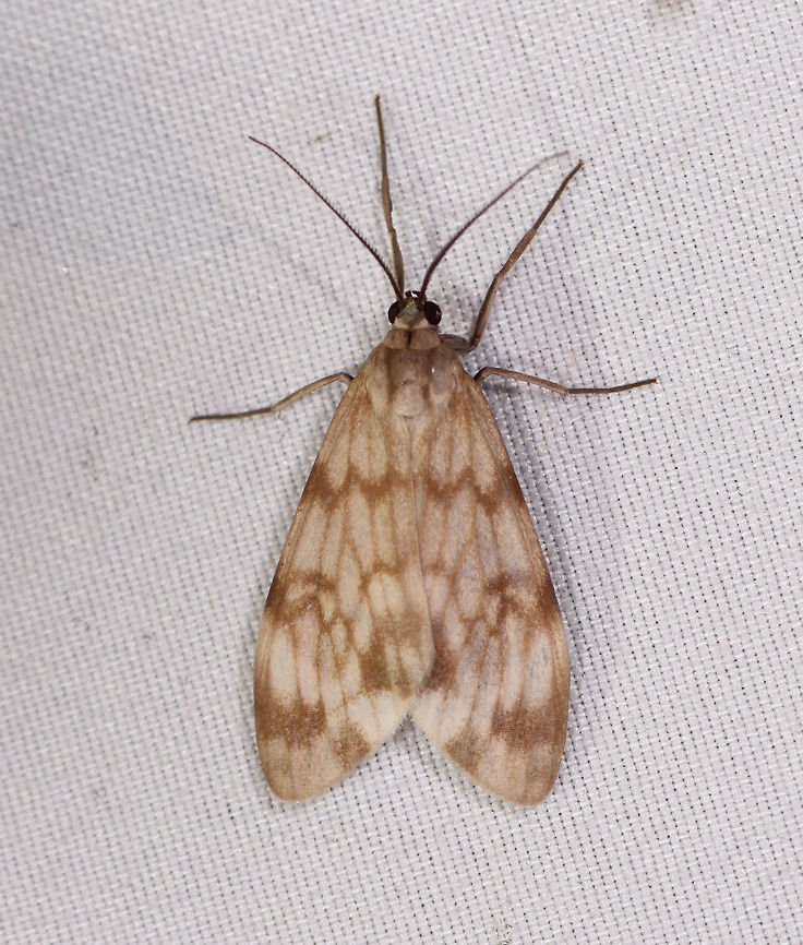 Eucereon chloraenoma, La Planada Nature Reserve, Colombia  Colombia,Colombia 2018,Colombia South,Eucereon chloraenoma,Fall,Geotagged,La Planada Nature Reserve,South America