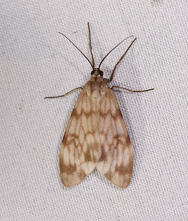 Eucereon chloraenoma, La Planada Nature Reserve, Colombia  Colombia,Colombia 2018,Colombia South,Eucereon chloraenoma,Fall,Geotagged,La Planada Nature Reserve,South America
