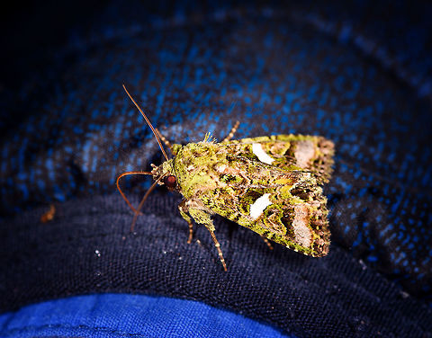 Green mossy camouflage moth, La Planada Nature Reserve, Colombia Side view of this moth:
https://www.jungledragon.com/image/77402/moth_285_la_planada_nature_reserve_colombia.html Colombia,Colombia 2018,Colombia South,La Planada Nature Reserve,South America