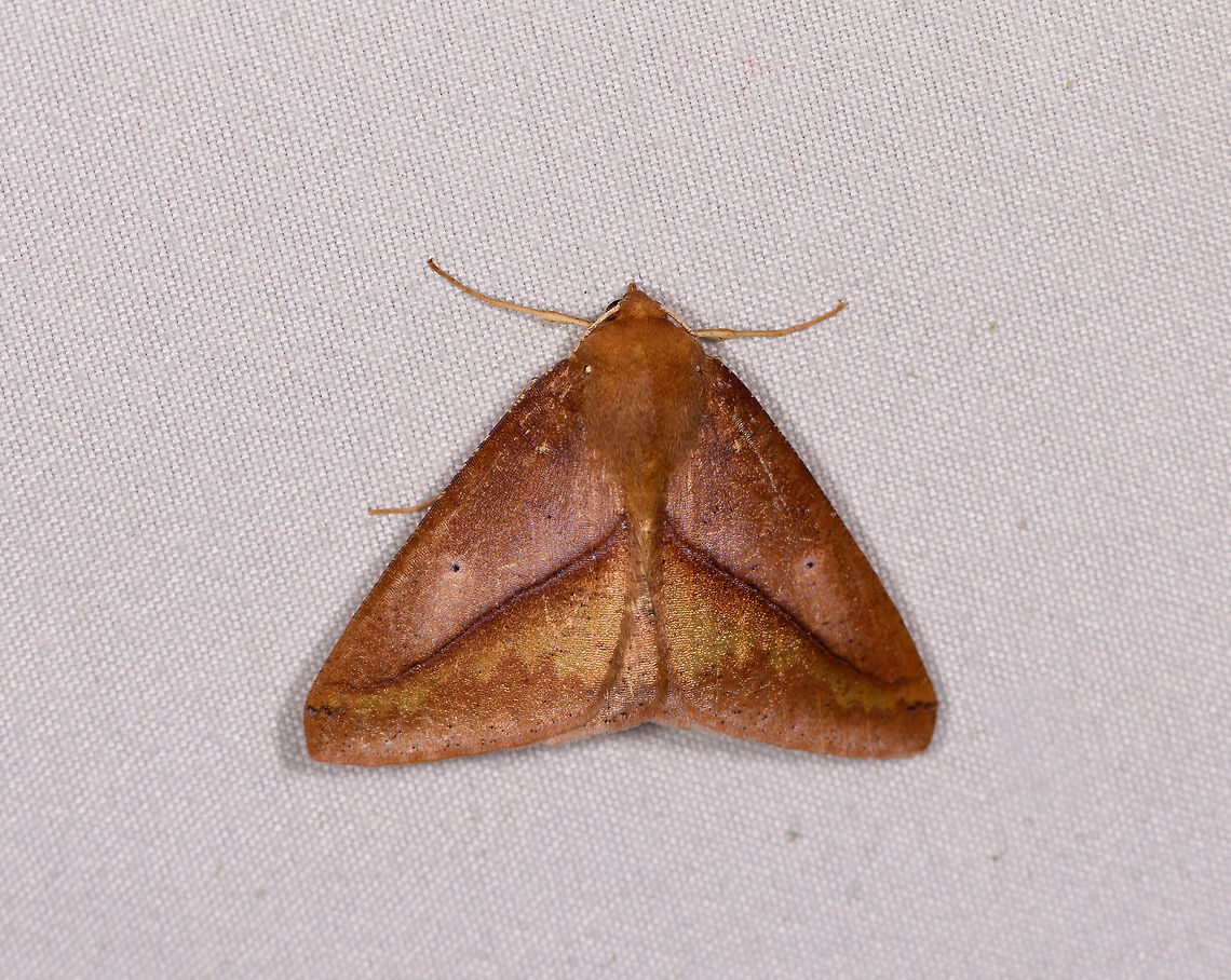 Brown triangle shape moth, La Planada Nature Reserve, Colombia  Colombia,Colombia 2018,Colombia South,La Planada Nature Reserve,South America