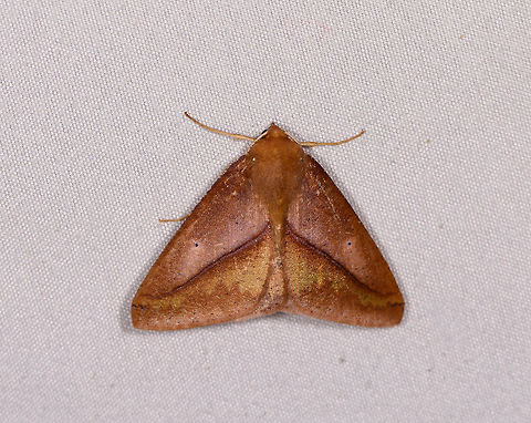 Brown triangle shape moth, La Planada Nature Reserve, Colombia  Colombia,Colombia 2018,Colombia South,La Planada Nature Reserve,South America