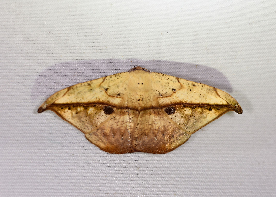 Oxydia masthala, La Planada Nature Reserve, Colombia Very similar to this, yet the two large dark marks seem a meaningful difference:<br />
<figure class="photo"><a href="https://www.jungledragon.com/image/76682/oxydia_platypterata_la_planada_nature_reserve_colombia.html" title="Oxydia platypterata, La Planada Nature Reserve, Colombia"><img src="https://s3.amazonaws.com/media.jungledragon.com/images/2/76682_thumb.jpg?AWSAccessKeyId=05GMT0V3GWVNE7GGM1R2&Expires=1767225610&Signature=%2B3Ja98aUYSIp8gz3XNxVK0637Wc%3D" width="200" height="134" alt="Oxydia platypterata, La Planada Nature Reserve, Colombia  Colombia,Colombia 2018,Colombia South,Fall,Geotagged,La Planada Nature Reserve,Oxydia platypterata,South America" /></a></figure> Colombia,Colombia 2018,Colombia South,La Planada Nature Reserve,Oxydia masthala,South America