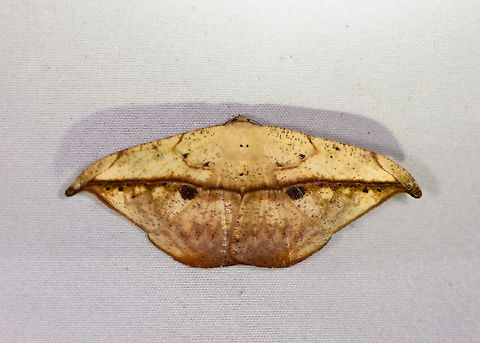 Oxydia masthala, La Planada Nature Reserve, Colombia Very similar to this, yet the two large dark marks seem a meaningful difference:
https://www.jungledragon.com/image/76682/moth_204_la_planada_nature_reserve_colombia.html Colombia,Colombia 2018,Colombia South,La Planada Nature Reserve,Oxydia masthala,South America