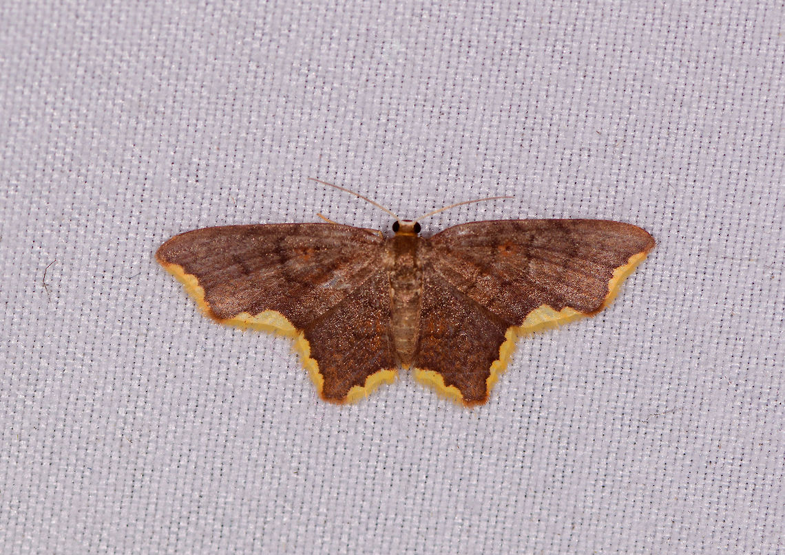 Stained Lophosis, La Planada Nature Reserve, Colombia This is the last one from our 2nd moth night in La Planada Nature Reserve, and our 4th moth night in Colombia in 2018, out of 5 nights total. A huge thank you to Christine Young for her tireless efforts in identifying them. Colombia,Colombia 2018,Colombia South,Fall,Geotagged,La Planada Nature Reserve,Lophosis labeculata,South America,Stained Lophosis