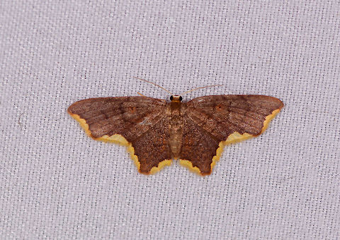Stained Lophosis, La Planada Nature Reserve, Colombia This is the last one from our 2nd moth night in La Planada Nature Reserve, and our 4th moth night in Colombia in 2018, out of 5 nights total. A huge thank you to Christine Young for her tireless efforts in identifying them. Colombia,Colombia 2018,Colombia South,Fall,Geotagged,La Planada Nature Reserve,Lophosis labeculata,South America,Stained Lophosis