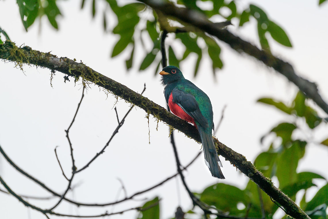 Collared trogon, La Planada Nature Reserve, Colombia A very early bird on our last morning in La Planada Nature Reserve. It was found near the reception area and very calm, it even allowed me to run back from breakfast to get the camera.<br />
<br />
La Planada Nature Reserve during our 1.5 days prior had not been cooperating much: rain, clouds and poor light all the way. Yet to us it was proof once again that if you love nature broadly, it hardly matters. We just switched categories. We managed to squeeze a good set of birds out of the place. We did 2 massive moth nights. We picked up butterflies on the open paths. We found wild orchids as well as an orchid research garden. Just be very opportunistic, it&#039;s the way of the jungle. And let&#039;s not forget, we had fun and made a new friend:<br />
<figure class="photo"><a href="https://www.jungledragon.com/image/76840/long-tailed_sylph_-_3_la_planada_nature_reserve_colombia.html" title="Long-tailed sylph - 3, La Planada Nature Reserve, Colombia"><img src="https://s3.amazonaws.com/media.jungledragon.com/images/2/76840_thumb.jpg?AWSAccessKeyId=05GMT0V3GWVNE7GGM1R2&Expires=1759968010&Signature=SC0KmyKeO%2F4pTLQnlWEpbCEFBGs%3D" width="200" height="174" alt="Long-tailed sylph - 3, La Planada Nature Reserve, Colombia Our 2nd day in La Planada Nature Reserve, which was our only full day in the reserve, was full of challenges. The morning hike brought an interesting set of birds, yet conditions were challenging. After lunch, extremely heavy, deafening rain set in and continued for pretty much the entire afternoon. <br />
<br />
We retreated to our private lodge. For hours on end, I did absolutely nothing at all, a rarity in my life. I just sat at the porch overseeing the bushes in front of it, whilst Henriette went inside to read a book. Its throughout this long sit at the porch that I noticed an interesting interval.<br />
<br />
Hugo the Hummingbird, a male Long-tailed sylph, we had seen before around the lodges of the reserve. In this heavy never-ending rain I noticed it would attend a fruit tree directly in front of me, every 20 minutes or so. Not to feed, instead to dry and clean its feathers. It would pick the same dry branch of the tree every single time, and spend about a minute there. Most hummingbirds cannot stop feeding just because it rains, so they are stuck in this perpetual cycle of feeding and drying wings. <br />
<br />
So here&#039;s a few shots of Hugo, a 4K video, and an over-the-top drama glitter edit.<br />
<br />
https://www.youtube.com/watch?v=DwKe5RWbs3U<br />
<br />
https://www.jungledragon.com/image/76837/long-tailed_sylph_-_1_la_planada_nature_reserve_colombia.html<br />
https://www.jungledragon.com/image/76839/long-tailed_sylph_-_2_la_planada_nature_reserve_colombia.html<br />
https://www.jungledragon.com/image/76838/long-tailed_sylph_-_glitter_bonus_la_planada_nature_reserve_colombia.html Aglaiocercus kingii,Colombia,Colombia 2018,Colombia South,La Planada Nature Reserve,Long-tailed sylph,South America" /></a></figure><br />
Yet one trophy remained. Since we were already quite satisfied, we had almost forgotten about this being one of the original reasons for attending: the epic Plate-billed Mountain Toucan. The previous two attempts at the &quot;viewpoint&quot;, a high point that oversees a huge valley, had only given us pure white mist as thick as soup. Hence we renamed the &quot;viewpoint&quot; to just &quot;the point?&quot;. <br />
<br />
Although we were in a pretty relaxed &quot;let&#039;s see what happens today&quot; mode, and not in some obsessed hunting mode, we did decide to exclusively focus on the Toucan, for as long as the morning would last.  Collared trogon,Colombia,Colombia 2018,Colombia South,La Planada Nature Reserve,South America,Trogon collaris