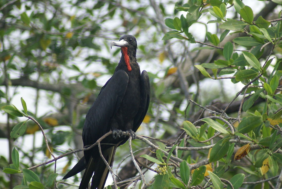 Magnificent Frigatebird - relaxed A male Magnificent Frigratebird in Costa Rica, with its throat pouch relaxed. Birds,Costa Rica,Fregata magnificens,Magnificent Frigatebird