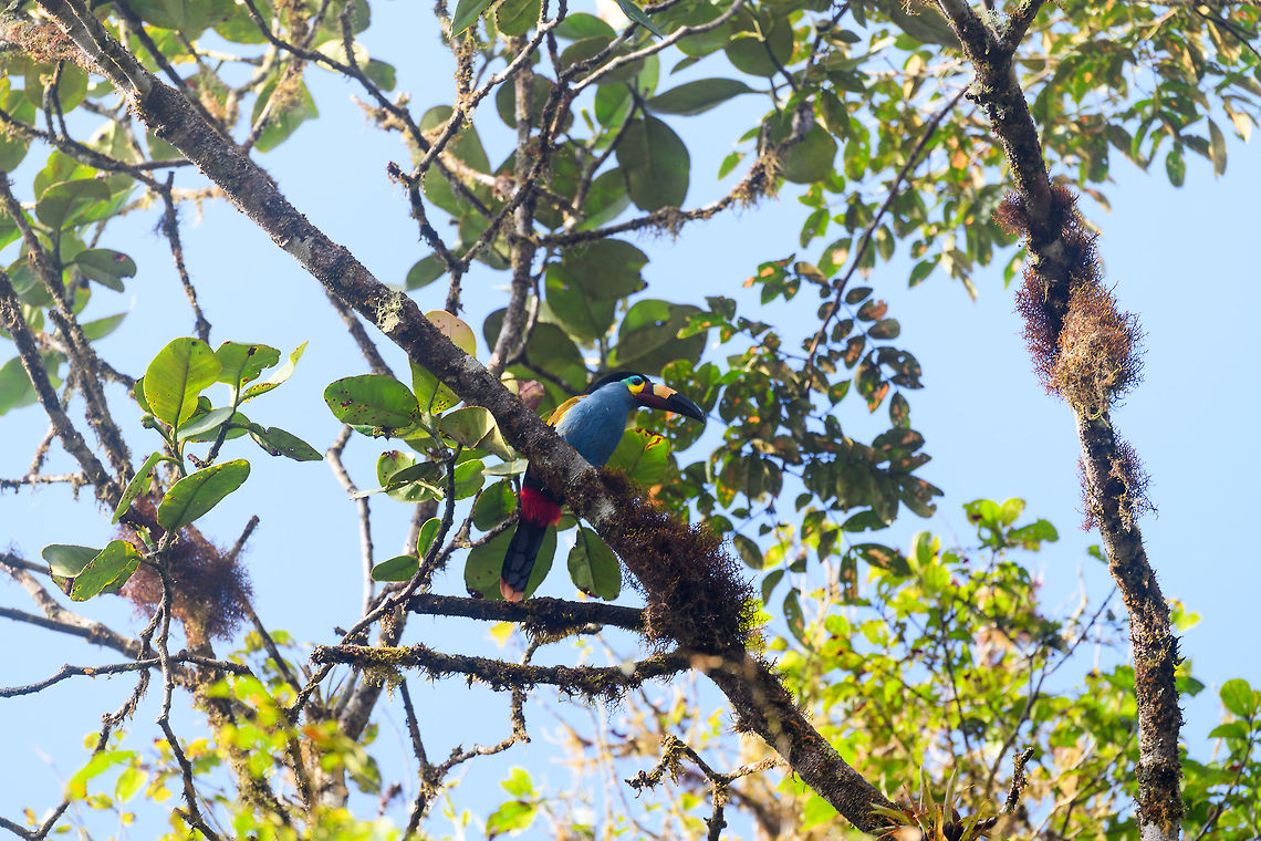 Plate-billed mountain toucan - first sight, La Planada Nature Reserve, Colombia Here it is, the treasure bird of La Planada Nature Reserve, the main reason for birders to visit, and thereby an important source of income.<br />
<br />
Within Colombia, The plate-billed mountain toucan is only found in the extreme south, in a tiny range of very wet cloud forests. <br />
<br />
On our last morning in La Planada Nature Reserve, we had our 3rd attempt of trying to find them. On the two days prior, we did hear them in the distance, but visibility was close to none. They are big, loud birds that move in pairs or even groups. So when in the right place, they aren't the hardest bird to discover. It is typical for them to attend the edge of a forest, moving to feed, and doing so loudly. Getting them in range, however, is harder, and was our main task ahead.<br />
<br />
As luck would have it, something magical happened. The "viewpoint" cleared up. We hadn't seen any sign of the sun in days, only thick white mist, but there it was. What was once plain white now revealed a beautiful deep forested valley several miles across. <br />
<br />
Now we could not only hear them, but also see them in the far distance, using binoculars. We counted six! The following hour was spent strategically luring them into our direction using well-timed playback. Sometimes they flew in the opposite direction, and we had to start all over again. <br />
<br />
Once within the 50 metres range, we tried to be smart and strategically wait out fruit trees we figured might be popular. But the birds aren't that simple minded, it seems. They do as they please. We had a good exercise running up and down hills at length to find small gaps in the canopy giving somewhat of a view.<br />
<br />
Ultimately, we captured 3 individuals, one of which is easy to recognize by its busted bill. Another interesting detail captured that is not always obvious from most photos is that plate-billed is to be taken literally. The "plate" really looks like somebody hammered a piece of wood to the side of the bill. <br />
<br />
I'll be sharing shots generously, including some that are "light-challenged". Simply because they are awesome birds and its a species worth documenting. They are under pressure due to their tiny range being fragmented, another threat is the pet trade. <br />
<br />
<figure class="photo"><a href="https://www.jungledragon.com/image/77511/plate-billed_mountain_toucan_-_feeding_la_planada_nature_reserve_colombia.html" title="Plate-billed mountain toucan - feeding, La Planada Nature Reserve, Colombia"><img src="https://s3.amazonaws.com/media.jungledragon.com/images/2/77511_thumb.jpg?AWSAccessKeyId=05GMT0V3GWVNE7GGM1R2&Expires=1770854410&Signature=PLNO7UEaCybc%2F4AFFTksISTJh0Q%3D" width="200" height="134" alt="Plate-billed mountain toucan - feeding, La Planada Nature Reserve, Colombia Here it is, the treasure bird of La Planada Nature Reserve, the main reason for birders to visit, and thereby an important source of income.<br />
<br />
Within Colombia, The plate-billed mountain toucan is only found in the extreme south, in a tiny range of very wet cloud forests. <br />
<br />
On our last morning in La Planada Nature Reserve, we had our 3rd attempt of trying to find them. On the two days prior, we did hear them in the distance, but visibility was close to none. They are big, loud birds that move in pairs or even groups. So when in the right place, they aren't the hardest bird to discover. It is typical for them to attend the edge of a forest, moving to feed, and doing so loudly. Getting them in range, however, is harder, and was our main task ahead.<br />
<br />
As luck would have it, something magical happened. The "viewpoint" cleared up. We hadn't seen any sign of the sun in days, only thick white mist, but there it was. What was once plain white now revealed a beautiful deep forested valley several miles across. <br />
<br />
Now we could not only hear them, but also see them in the far distance, using binoculars. We counted six! The following hour was spent strategically luring them into our direction using well-timed playback. Sometimes they flew in the opposite direction, and we had to start all over again. <br />
<br />
Once within the 50 metres range, we tried to be smart and strategically wait out fruit trees we figured might be popular. But the birds aren't that simple minded, it seems. They do as they please. We had a good exercise running up and down hills at length to find small gaps in the canopy giving somewhat of a view.<br />
<br />
Ultimately, we captured 3 individuals, one of which is easy to recognize by its busted bill. Another interesting detail captured that is not always obvious from most photos is that plate-billed is to be taken literally. The "plate" really looks like somebody hammered a piece of wood to the side of the bill. <br />
<br />
I'll be sharing shots generously, including some that are "light-challenged". Simply because they are awesome birds and its a species worth documenting. They are under pressure due to their tiny range being fragmented, another threat is the pet trade. <br />
<br />
https://www.jungledragon.com/image/77510/plate-billed_mountain_toucan_-_first_sight_la_planada_nature_reserve_colombia.html<br />
https://www.jungledragon.com/image/77512/plate-billed_mountain_toucan_-_cleaning_la_planada_nature_reserve_colombia.html<br />
https://www.jungledragon.com/image/77513/plate-billed_mountain_toucan_-_frontal_la_planada_nature_reserve_colombia.html<br />
https://www.jungledragon.com/image/77514/plate-billed_mountain_toucan_-_canopy_la_planada_nature_reserve_colombia.html<br />
https://www.jungledragon.com/image/77515/plate-billed_mountain_toucan_-_closeup_la_planada_nature_reserve_colombia.html<br />
https://www.jungledragon.com/image/77516/plate-billed_mountain_toucan_-_pre-flight_la_planada_nature_reserve_colombia.html<br />
https://www.jungledragon.com/image/77517/plate-billed_mountain_toucan_-_close_perch_la_planada_nature_reserve_colombia.html<br />
https://www.jungledragon.com/image/77518/plate-billed_mountain_toucan_-_remote_perch_la_planada_nature_reserve_colombia.html<br />
https://www.jungledragon.com/image/77519/plate-billed_mountain_toucan_-_canopy_2_la_planada_nature_reserve_colombia.html<br />
https://www.jungledragon.com/image/77520/plate-billed_mountain_toucan_-_rocket_la_planada_nature_reserve_colombia.html<br />
https://www.jungledragon.com/image/77521/plate-billed_mountain_toucan_-_close_perch_frontal_la_planada_nature_reserve_colombia.html Andigena laminirostris,Colombia,Colombia 2018,Colombia South,La Planada Nature Reserve,Plate-billed mountain toucan,South America" /></a></figure><br />
<figure class="photo"><a href="https://www.jungledragon.com/image/77512/plate-billed_mountain_toucan_-_cleaning_la_planada_nature_reserve_colombia.html" title="Plate-billed mountain toucan - cleaning, La Planada Nature Reserve, Colombia"><img src="https://s3.amazonaws.com/media.jungledragon.com/images/2/77512_thumb.jpg?AWSAccessKeyId=05GMT0V3GWVNE7GGM1R2&Expires=1770854410&Signature=oQG6zJitTfvWyUf9mO5nPB2cl3Y%3D" width="200" height="134" alt="Plate-billed mountain toucan - cleaning, La Planada Nature Reserve, Colombia Here it is, the treasure bird of La Planada Nature Reserve, the main reason for birders to visit, and thereby an important source of income.<br />
<br />
Within Colombia, The plate-billed mountain toucan is only found in the extreme south, in a tiny range of very wet cloud forests. <br />
<br />
On our last morning in La Planada Nature Reserve, we had our 3rd attempt of trying to find them. On the two days prior, we did hear them in the distance, but visibility was close to none. They are big, loud birds that move in pairs or even groups. So when in the right place, they aren't the hardest bird to discover. It is typical for them to attend the edge of a forest, moving to feed, and doing so loudly. Getting them in range, however, is harder, and was our main task ahead.<br />
<br />
As luck would have it, something magical happened. The "viewpoint" cleared up. We hadn't seen any sign of the sun in days, only thick white mist, but there it was. What was once plain white now revealed a beautiful deep forested valley several miles across. <br />
<br />
Now we could not only hear them, but also see them in the far distance, using binoculars. We counted six! The following hour was spent strategically luring them into our direction using well-timed playback. Sometimes they flew in the opposite direction, and we had to start all over again. <br />
<br />
Once within the 50 metres range, we tried to be smart and strategically wait out fruit trees we figured might be popular. But the birds aren't that simple minded, it seems. They do as they please. We had a good exercise running up and down hills at length to find small gaps in the canopy giving somewhat of a view.<br />
<br />
Ultimately, we captured 3 individuals, one of which is easy to recognize by its busted bill. Another interesting detail captured that is not always obvious from most photos is that plate-billed is to be taken literally. The "plate" really looks like somebody hammered a piece of wood to the side of the bill. <br />
<br />
I'll be sharing shots generously, including some that are "light-challenged". Simply because they are awesome birds and its a species worth documenting. They are under pressure due to their tiny range being fragmented, another threat is the pet trade. <br />
<br />
https://www.jungledragon.com/image/77510/plate-billed_mountain_toucan_-_first_sight_la_planada_nature_reserve_colombia.html<br />
https://www.jungledragon.com/image/77511/plate-billed_mountain_toucan_-_feeding_la_planada_nature_reserve_colombia.html<br />
https://www.jungledragon.com/image/77513/plate-billed_mountain_toucan_-_frontal_la_planada_nature_reserve_colombia.html<br />
https://www.jungledragon.com/image/77514/plate-billed_mountain_toucan_-_canopy_la_planada_nature_reserve_colombia.html<br />
https://www.jungledragon.com/image/77515/plate-billed_mountain_toucan_-_closeup_la_planada_nature_reserve_colombia.html<br />
https://www.jungledragon.com/image/77516/plate-billed_mountain_toucan_-_pre-flight_la_planada_nature_reserve_colombia.html<br />
https://www.jungledragon.com/image/77517/plate-billed_mountain_toucan_-_close_perch_la_planada_nature_reserve_colombia.html<br />
https://www.jungledragon.com/image/77518/plate-billed_mountain_toucan_-_remote_perch_la_planada_nature_reserve_colombia.html<br />
https://www.jungledragon.com/image/77519/plate-billed_mountain_toucan_-_canopy_2_la_planada_nature_reserve_colombia.html<br />
https://www.jungledragon.com/image/77520/plate-billed_mountain_toucan_-_rocket_la_planada_nature_reserve_colombia.html<br />
https://www.jungledragon.com/image/77521/plate-billed_mountain_toucan_-_close_perch_frontal_la_planada_nature_reserve_colombia.html Andigena laminirostris,Colombia,Colombia 2018,Colombia South,Fall,Geotagged,La Planada Nature Reserve,Plate-billed mountain toucan,South America" /></a></figure><br />
<figure class="photo"><a href="https://www.jungledragon.com/image/77513/plate-billed_mountain_toucan_-_frontal_la_planada_nature_reserve_colombia.html" title="Plate-billed mountain toucan - frontal, La Planada Nature Reserve, Colombia"><img src="https://s3.amazonaws.com/media.jungledragon.com/images/2/77513_thumb.jpg?AWSAccessKeyId=05GMT0V3GWVNE7GGM1R2&Expires=1770854410&Signature=C%2BETb6UedFych4V%2BmPgI%2FFoz9TQ%3D" width="102" height="152" alt="Plate-billed mountain toucan - frontal, La Planada Nature Reserve, Colombia Here it is, the treasure bird of La Planada Nature Reserve, the main reason for birders to visit, and thereby an important source of income.<br />
<br />
Within Colombia, The plate-billed mountain toucan is only found in the extreme south, in a tiny range of very wet cloud forests. <br />
<br />
On our last morning in La Planada Nature Reserve, we had our 3rd attempt of trying to find them. On the two days prior, we did hear them in the distance, but visibility was close to none. They are big, loud birds that move in pairs or even groups. So when in the right place, they aren't the hardest bird to discover. It is typical for them to attend the edge of a forest, moving to feed, and doing so loudly. Getting them in range, however, is harder, and was our main task ahead.<br />
<br />
As luck would have it, something magical happened. The "viewpoint" cleared up. We hadn't seen any sign of the sun in days, only thick white mist, but there it was. What was once plain white now revealed a beautiful deep forested valley several miles across. <br />
<br />
Now we could not only hear them, but also see them in the far distance, using binoculars. We counted six! The following hour was spent strategically luring them into our direction using well-timed playback. Sometimes they flew in the opposite direction, and we had to start all over again. <br />
<br />
Once within the 50 metres range, we tried to be smart and strategically wait out fruit trees we figured might be popular. But the birds aren't that simple minded, it seems. They do as they please. We had a good exercise running up and down hills at length to find small gaps in the canopy giving somewhat of a view.<br />
<br />
Ultimately, we captured 3 individuals, one of which is easy to recognize by its busted bill. Another interesting detail captured that is not always obvious from most photos is that plate-billed is to be taken literally. The "plate" really looks like somebody hammered a piece of wood to the side of the bill. <br />
<br />
I'll be sharing shots generously, including some that are "light-challenged". Simply because they are awesome birds and its a species worth documenting. They are under pressure due to their tiny range being fragmented, another threat is the pet trade. <br />
<br />
https://www.jungledragon.com/image/77510/plate-billed_mountain_toucan_-_first_sight_la_planada_nature_reserve_colombia.html<br />
https://www.jungledragon.com/image/77511/plate-billed_mountain_toucan_-_feeding_la_planada_nature_reserve_colombia.html<br />
https://www.jungledragon.com/image/77512/plate-billed_mountain_toucan_-_cleaning_la_planada_nature_reserve_colombia.html<br />
https://www.jungledragon.com/image/77514/plate-billed_mountain_toucan_-_canopy_la_planada_nature_reserve_colombia.html<br />
https://www.jungledragon.com/image/77515/plate-billed_mountain_toucan_-_closeup_la_planada_nature_reserve_colombia.html<br />
https://www.jungledragon.com/image/77516/plate-billed_mountain_toucan_-_pre-flight_la_planada_nature_reserve_colombia.html<br />
https://www.jungledragon.com/image/77517/plate-billed_mountain_toucan_-_close_perch_la_planada_nature_reserve_colombia.html<br />
https://www.jungledragon.com/image/77518/plate-billed_mountain_toucan_-_remote_perch_la_planada_nature_reserve_colombia.html<br />
https://www.jungledragon.com/image/77519/plate-billed_mountain_toucan_-_canopy_2_la_planada_nature_reserve_colombia.html<br />
https://www.jungledragon.com/image/77520/plate-billed_mountain_toucan_-_rocket_la_planada_nature_reserve_colombia.html<br />
https://www.jungledragon.com/image/77521/plate-billed_mountain_toucan_-_close_perch_frontal_la_planada_nature_reserve_colombia.html Andigena laminirostris,Colombia,Colombia 2018,Colombia South,Fall,Geotagged,La Planada Nature Reserve,Plate-billed mountain toucan,South America" /></a></figure><br />
<figure class="photo"><a href="https://www.jungledragon.com/image/77514/plate-billed_mountain_toucan_-_canopy_la_planada_nature_reserve_colombia.html" title="Plate-billed mountain toucan - canopy, La Planada Nature Reserve, Colombia"><img src="https://s3.amazonaws.com/media.jungledragon.com/images/2/77514_thumb.jpg?AWSAccessKeyId=05GMT0V3GWVNE7GGM1R2&Expires=1770854410&Signature=cWkKT68vuqIo96nYVWv3O5gRcos%3D" width="200" height="134" alt="Plate-billed mountain toucan - canopy, La Planada Nature Reserve, Colombia Here it is, the treasure bird of La Planada Nature Reserve, the main reason for birders to visit, and thereby an important source of income.<br />
<br />
Within Colombia, The plate-billed mountain toucan is only found in the extreme south, in a tiny range of very wet cloud forests. <br />
<br />
On our last morning in La Planada Nature Reserve, we had our 3rd attempt of trying to find them. On the two days prior, we did hear them in the distance, but visibility was close to none. They are big, loud birds that move in pairs or even groups. So when in the right place, they aren't the hardest bird to discover. It is typical for them to attend the edge of a forest, moving to feed, and doing so loudly. Getting them in range, however, is harder, and was our main task ahead.<br />
<br />
As luck would have it, something magical happened. The "viewpoint" cleared up. We hadn't seen any sign of the sun in days, only thick white mist, but there it was. What was once plain white now revealed a beautiful deep forested valley several miles across. <br />
<br />
Now we could not only hear them, but also see them in the far distance, using binoculars. We counted six! The following hour was spent strategically luring them into our direction using well-timed playback. Sometimes they flew in the opposite direction, and we had to start all over again. <br />
<br />
Once within the 50 metres range, we tried to be smart and strategically wait out fruit trees we figured might be popular. But the birds aren't that simple minded, it seems. They do as they please. We had a good exercise running up and down hills at length to find small gaps in the canopy giving somewhat of a view.<br />
<br />
Ultimately, we captured 3 individuals, one of which is easy to recognize by its busted bill. Another interesting detail captured that is not always obvious from most photos is that plate-billed is to be taken literally. The "plate" really looks like somebody hammered a piece of wood to the side of the bill. <br />
<br />
I'll be sharing shots generously, including some that are "light-challenged". Simply because they are awesome birds and its a species worth documenting. They are under pressure due to their tiny range being fragmented, another threat is the pet trade. <br />
<br />
https://www.jungledragon.com/image/77510/plate-billed_mountain_toucan_-_first_sight_la_planada_nature_reserve_colombia.html<br />
https://www.jungledragon.com/image/77511/plate-billed_mountain_toucan_-_feeding_la_planada_nature_reserve_colombia.html<br />
https://www.jungledragon.com/image/77512/plate-billed_mountain_toucan_-_cleaning_la_planada_nature_reserve_colombia.html<br />
https://www.jungledragon.com/image/77513/plate-billed_mountain_toucan_-_frontal_la_planada_nature_reserve_colombia.html<br />
https://www.jungledragon.com/image/77515/plate-billed_mountain_toucan_-_closeup_la_planada_nature_reserve_colombia.html<br />
https://www.jungledragon.com/image/77516/plate-billed_mountain_toucan_-_pre-flight_la_planada_nature_reserve_colombia.html<br />
https://www.jungledragon.com/image/77517/plate-billed_mountain_toucan_-_close_perch_la_planada_nature_reserve_colombia.html<br />
https://www.jungledragon.com/image/77518/plate-billed_mountain_toucan_-_remote_perch_la_planada_nature_reserve_colombia.html<br />
https://www.jungledragon.com/image/77519/plate-billed_mountain_toucan_-_canopy_2_la_planada_nature_reserve_colombia.html<br />
https://www.jungledragon.com/image/77520/plate-billed_mountain_toucan_-_rocket_la_planada_nature_reserve_colombia.html<br />
https://www.jungledragon.com/image/77521/plate-billed_mountain_toucan_-_close_perch_frontal_la_planada_nature_reserve_colombia.html Andigena laminirostris,Colombia,Colombia 2018,Colombia South,Fall,Geotagged,La Planada Nature Reserve,Plate-billed mountain toucan,South America" /></a></figure><br />
<figure class="photo"><a href="https://www.jungledragon.com/image/77515/plate-billed_mountain_toucan_-_closeup_la_planada_nature_reserve_colombia.html" title="Plate-billed mountain toucan - closeup, La Planada Nature Reserve, Colombia"><img src="https://s3.amazonaws.com/media.jungledragon.com/images/2/77515_thumb.jpg?AWSAccessKeyId=05GMT0V3GWVNE7GGM1R2&Expires=1770854410&Signature=Tj8ZowrbM2EeWzU9U%2Faf%2FaN7g4Q%3D" width="112" height="152" alt="Plate-billed mountain toucan - closeup, La Planada Nature Reserve, Colombia Here it is, the treasure bird of La Planada Nature Reserve, the main reason for birders to visit, and thereby an important source of income.<br />
<br />
Within Colombia, The plate-billed mountain toucan is only found in the extreme south, in a tiny range of very wet cloud forests. <br />
<br />
On our last morning in La Planada Nature Reserve, we had our 3rd attempt of trying to find them. On the two days prior, we did hear them in the distance, but visibility was close to none. They are big, loud birds that move in pairs or even groups. So when in the right place, they aren't the hardest bird to discover. It is typical for them to attend the edge of a forest, moving to feed, and doing so loudly. Getting them in range, however, is harder, and was our main task ahead.<br />
<br />
As luck would have it, something magical happened. The "viewpoint" cleared up. We hadn't seen any sign of the sun in days, only thick white mist, but there it was. What was once plain white now revealed a beautiful deep forested valley several miles across. <br />
<br />
Now we could not only hear them, but also see them in the far distance, using binoculars. We counted six! The following hour was spent strategically luring them into our direction using well-timed playback. Sometimes they flew in the opposite direction, and we had to start all over again. <br />
<br />
Once within the 50 metres range, we tried to be smart and strategically wait out fruit trees we figured might be popular. But the birds aren't that simple minded, it seems. They do as they please. We had a good exercise running up and down hills at length to find small gaps in the canopy giving somewhat of a view.<br />
<br />
Ultimately, we captured 3 individuals, one of which is easy to recognize by its busted bill. Another interesting detail captured that is not always obvious from most photos is that plate-billed is to be taken literally. The "plate" really looks like somebody hammered a piece of wood to the side of the bill. <br />
<br />
I'll be sharing shots generously, including some that are "light-challenged". Simply because they are awesome birds and its a species worth documenting. They are under pressure due to their tiny range being fragmented, another threat is the pet trade. <br />
<br />
https://www.jungledragon.com/image/77510/plate-billed_mountain_toucan_-_first_sight_la_planada_nature_reserve_colombia.html<br />
https://www.jungledragon.com/image/77511/plate-billed_mountain_toucan_-_feeding_la_planada_nature_reserve_colombia.html<br />
https://www.jungledragon.com/image/77512/plate-billed_mountain_toucan_-_cleaning_la_planada_nature_reserve_colombia.html<br />
https://www.jungledragon.com/image/77513/plate-billed_mountain_toucan_-_frontal_la_planada_nature_reserve_colombia.html<br />
https://www.jungledragon.com/image/77514/plate-billed_mountain_toucan_-_canopy_la_planada_nature_reserve_colombia.html<br />
https://www.jungledragon.com/image/77516/plate-billed_mountain_toucan_-_pre-flight_la_planada_nature_reserve_colombia.html<br />
https://www.jungledragon.com/image/77517/plate-billed_mountain_toucan_-_close_perch_la_planada_nature_reserve_colombia.html<br />
https://www.jungledragon.com/image/77518/plate-billed_mountain_toucan_-_remote_perch_la_planada_nature_reserve_colombia.html<br />
https://www.jungledragon.com/image/77519/plate-billed_mountain_toucan_-_canopy_2_la_planada_nature_reserve_colombia.html<br />
https://www.jungledragon.com/image/77520/plate-billed_mountain_toucan_-_rocket_la_planada_nature_reserve_colombia.html<br />
https://www.jungledragon.com/image/77521/plate-billed_mountain_toucan_-_close_perch_frontal_la_planada_nature_reserve_colombia.html Andigena laminirostris,Colombia,Colombia 2018,Colombia South,Fall,Geotagged,La Planada Nature Reserve,Plate-billed mountain toucan,South America" /></a></figure><br />
<figure class="photo"><a href="https://www.jungledragon.com/image/77516/plate-billed_mountain_toucan_-_pre-flight_la_planada_nature_reserve_colombia.html" title="Plate-billed mountain toucan - pre-flight, La Planada Nature Reserve, Colombia"><img src="https://s3.amazonaws.com/media.jungledragon.com/images/2/77516_thumb.jpg?AWSAccessKeyId=05GMT0V3GWVNE7GGM1R2&Expires=1770854410&Signature=p98X257Oln%2FhHkZ%2FtU7C4fCdqbE%3D" width="200" height="134" alt="Plate-billed mountain toucan - pre-flight, La Planada Nature Reserve, Colombia Here it is, the treasure bird of La Planada Nature Reserve, the main reason for birders to visit, and thereby an important source of income.<br />
<br />
Within Colombia, The plate-billed mountain toucan is only found in the extreme south, in a tiny range of very wet cloud forests. <br />
<br />
On our last morning in La Planada Nature Reserve, we had our 3rd attempt of trying to find them. On the two days prior, we did hear them in the distance, but visibility was close to none. They are big, loud birds that move in pairs or even groups. So when in the right place, they aren't the hardest bird to discover. It is typical for them to attend the edge of a forest, moving to feed, and doing so loudly. Getting them in range, however, is harder, and was our main task ahead.<br />
<br />
As luck would have it, something magical happened. The "viewpoint" cleared up. We hadn't seen any sign of the sun in days, only thick white mist, but there it was. What was once plain white now revealed a beautiful deep forested valley several miles across. <br />
<br />
Now we could not only hear them, but also see them in the far distance, using binoculars. We counted six! The following hour was spent strategically luring them into our direction using well-timed playback. Sometimes they flew in the opposite direction, and we had to start all over again. <br />
<br />
Once within the 50 metres range, we tried to be smart and strategically wait out fruit trees we figured might be popular. But the birds aren't that simple minded, it seems. They do as they please. We had a good exercise running up and down hills at length to find small gaps in the canopy giving somewhat of a view.<br />
<br />
Ultimately, we captured 3 individuals, one of which is easy to recognize by its busted bill. Another interesting detail captured that is not always obvious from most photos is that plate-billed is to be taken literally. The "plate" really looks like somebody hammered a piece of wood to the side of the bill. <br />
<br />
I'll be sharing shots generously, including some that are "light-challenged". Simply because they are awesome birds and its a species worth documenting. They are under pressure due to their tiny range being fragmented, another threat is the pet trade. <br />
<br />
https://www.jungledragon.com/image/77510/plate-billed_mountain_toucan_-_first_sight_la_planada_nature_reserve_colombia.html<br />
https://www.jungledragon.com/image/77511/plate-billed_mountain_toucan_-_feeding_la_planada_nature_reserve_colombia.html<br />
https://www.jungledragon.com/image/77512/plate-billed_mountain_toucan_-_cleaning_la_planada_nature_reserve_colombia.html<br />
https://www.jungledragon.com/image/77513/plate-billed_mountain_toucan_-_frontal_la_planada_nature_reserve_colombia.html<br />
https://www.jungledragon.com/image/77514/plate-billed_mountain_toucan_-_canopy_la_planada_nature_reserve_colombia.html<br />
https://www.jungledragon.com/image/77515/plate-billed_mountain_toucan_-_closeup_la_planada_nature_reserve_colombia.html<br />
https://www.jungledragon.com/image/77517/plate-billed_mountain_toucan_-_close_perch_la_planada_nature_reserve_colombia.html<br />
https://www.jungledragon.com/image/77518/plate-billed_mountain_toucan_-_remote_perch_la_planada_nature_reserve_colombia.html<br />
https://www.jungledragon.com/image/77519/plate-billed_mountain_toucan_-_canopy_2_la_planada_nature_reserve_colombia.html<br />
https://www.jungledragon.com/image/77520/plate-billed_mountain_toucan_-_rocket_la_planada_nature_reserve_colombia.html<br />
https://www.jungledragon.com/image/77521/plate-billed_mountain_toucan_-_close_perch_frontal_la_planada_nature_reserve_colombia.html Andigena laminirostris,Colombia,Colombia 2018,Colombia South,Fall,Geotagged,La Planada Nature Reserve,Plate-billed mountain toucan,South America" /></a></figure><br />
<figure class="photo"><a href="https://www.jungledragon.com/image/77517/plate-billed_mountain_toucan_-_close_perch_la_planada_nature_reserve_colombia.html" title="Plate-billed mountain toucan - close perch, La Planada Nature Reserve, Colombia"><img src="https://s3.amazonaws.com/media.jungledragon.com/images/2/77517_thumb.jpg?AWSAccessKeyId=05GMT0V3GWVNE7GGM1R2&Expires=1770854410&Signature=cs4dQWD7fo83uKHR8aWbzleGdxE%3D" width="200" height="198" alt="Plate-billed mountain toucan - close perch, La Planada Nature Reserve, Colombia Here it is, the treasure bird of La Planada Nature Reserve, the main reason for birders to visit, and thereby an important source of income.<br />
<br />
Within Colombia, The plate-billed mountain toucan is only found in the extreme south, in a tiny range of very wet cloud forests. <br />
<br />
On our last morning in La Planada Nature Reserve, we had our 3rd attempt of trying to find them. On the two days prior, we did hear them in the distance, but visibility was close to none. They are big, loud birds that move in pairs or even groups. So when in the right place, they aren't the hardest bird to discover. It is typical for them to attend the edge of a forest, moving to feed, and doing so loudly. Getting them in range, however, is harder, and was our main task ahead.<br />
<br />
As luck would have it, something magical happened. The "viewpoint" cleared up. We hadn't seen any sign of the sun in days, only thick white mist, but there it was. What was once plain white now revealed a beautiful deep forested valley several miles across. <br />
<br />
Now we could not only hear them, but also see them in the far distance, using binoculars. We counted six! The following hour was spent strategically luring them into our direction using well-timed playback. Sometimes they flew in the opposite direction, and we had to start all over again. <br />
<br />
Once within the 50 metres range, we tried to be smart and strategically wait out fruit trees we figured might be popular. But the birds aren't that simple minded, it seems. They do as they please. We had a good exercise running up and down hills at length to find small gaps in the canopy giving somewhat of a view.<br />
<br />
Ultimately, we captured 3 individuals, one of which is easy to recognize by its busted bill. Another interesting detail captured that is not always obvious from most photos is that plate-billed is to be taken literally. The "plate" really looks like somebody hammered a piece of wood to the side of the bill. <br />
<br />
I'll be sharing shots generously, including some that are "light-challenged". Simply because they are awesome birds and its a species worth documenting. They are under pressure due to their tiny range being fragmented, another threat is the pet trade. <br />
<br />
https://www.jungledragon.com/image/77510/plate-billed_mountain_toucan_-_first_sight_la_planada_nature_reserve_colombia.html<br />
https://www.jungledragon.com/image/77511/plate-billed_mountain_toucan_-_feeding_la_planada_nature_reserve_colombia.html<br />
https://www.jungledragon.com/image/77512/plate-billed_mountain_toucan_-_cleaning_la_planada_nature_reserve_colombia.html<br />
https://www.jungledragon.com/image/77513/plate-billed_mountain_toucan_-_frontal_la_planada_nature_reserve_colombia.html<br />
https://www.jungledragon.com/image/77514/plate-billed_mountain_toucan_-_canopy_la_planada_nature_reserve_colombia.html<br />
https://www.jungledragon.com/image/77515/plate-billed_mountain_toucan_-_closeup_la_planada_nature_reserve_colombia.html<br />
https://www.jungledragon.com/image/77516/plate-billed_mountain_toucan_-_pre-flight_la_planada_nature_reserve_colombia.html<br />
https://www.jungledragon.com/image/77518/plate-billed_mountain_toucan_-_remote_perch_la_planada_nature_reserve_colombia.html<br />
https://www.jungledragon.com/image/77519/plate-billed_mountain_toucan_-_canopy_2_la_planada_nature_reserve_colombia.html<br />
https://www.jungledragon.com/image/77520/plate-billed_mountain_toucan_-_rocket_la_planada_nature_reserve_colombia.html<br />
https://www.jungledragon.com/image/77521/plate-billed_mountain_toucan_-_close_perch_frontal_la_planada_nature_reserve_colombia.html Andigena laminirostris,Colombia,Colombia 2018,Colombia South,Fall,Geotagged,La Planada Nature Reserve,Plate-billed mountain toucan,South America" /></a></figure><br />
<figure class="photo"><a href="https://www.jungledragon.com/image/77518/plate-billed_mountain_toucan_-_remote_perch_la_planada_nature_reserve_colombia.html" title="Plate-billed mountain toucan - remote perch, La Planada Nature Reserve, Colombia"><img src="https://s3.amazonaws.com/media.jungledragon.com/images/2/77518_thumb.jpg?AWSAccessKeyId=05GMT0V3GWVNE7GGM1R2&Expires=1770854410&Signature=YvnmAMix6Z6Vc65td97gyQo4wRE%3D" width="200" height="134" alt="Plate-billed mountain toucan - remote perch, La Planada Nature Reserve, Colombia Here it is, the treasure bird of La Planada Nature Reserve, the main reason for birders to visit, and thereby an important source of income.<br />
<br />
Within Colombia, The plate-billed mountain toucan is only found in the extreme south, in a tiny range of very wet cloud forests. <br />
<br />
On our last morning in La Planada Nature Reserve, we had our 3rd attempt of trying to find them. On the two days prior, we did hear them in the distance, but visibility was close to none. They are big, loud birds that move in pairs or even groups. So when in the right place, they aren't the hardest bird to discover. It is typical for them to attend the edge of a forest, moving to feed, and doing so loudly. Getting them in range, however, is harder, and was our main task ahead.<br />
<br />
As luck would have it, something magical happened. The "viewpoint" cleared up. We hadn't seen any sign of the sun in days, only thick white mist, but there it was. What was once plain white now revealed a beautiful deep forested valley several miles across. <br />
<br />
Now we could not only hear them, but also see them in the far distance, using binoculars. We counted six! The following hour was spent strategically luring them into our direction using well-timed playback. Sometimes they flew in the opposite direction, and we had to start all over again. <br />
<br />
Once within the 50 metres range, we tried to be smart and strategically wait out fruit trees we figured might be popular. But the birds aren't that simple minded, it seems. They do as they please. We had a good exercise running up and down hills at length to find small gaps in the canopy giving somewhat of a view.<br />
<br />
Ultimately, we captured 3 individuals, one of which is easy to recognize by its busted bill. Another interesting detail captured that is not always obvious from most photos is that plate-billed is to be taken literally. The "plate" really looks like somebody hammered a piece of wood to the side of the bill. <br />
<br />
I'll be sharing shots generously, including some that are "light-challenged". Simply because they are awesome birds and its a species worth documenting. They are under pressure due to their tiny range being fragmented, another threat is the pet trade. <br />
<br />
https://www.jungledragon.com/image/77510/plate-billed_mountain_toucan_-_first_sight_la_planada_nature_reserve_colombia.html<br />
https://www.jungledragon.com/image/77511/plate-billed_mountain_toucan_-_feeding_la_planada_nature_reserve_colombia.html<br />
https://www.jungledragon.com/image/77512/plate-billed_mountain_toucan_-_cleaning_la_planada_nature_reserve_colombia.html<br />
https://www.jungledragon.com/image/77513/plate-billed_mountain_toucan_-_frontal_la_planada_nature_reserve_colombia.html<br />
https://www.jungledragon.com/image/77514/plate-billed_mountain_toucan_-_canopy_la_planada_nature_reserve_colombia.html<br />
https://www.jungledragon.com/image/77515/plate-billed_mountain_toucan_-_closeup_la_planada_nature_reserve_colombia.html<br />
https://www.jungledragon.com/image/77516/plate-billed_mountain_toucan_-_pre-flight_la_planada_nature_reserve_colombia.html<br />
https://www.jungledragon.com/image/77517/plate-billed_mountain_toucan_-_close_perch_la_planada_nature_reserve_colombia.html<br />
https://www.jungledragon.com/image/77519/plate-billed_mountain_toucan_-_canopy_2_la_planada_nature_reserve_colombia.html<br />
https://www.jungledragon.com/image/77520/plate-billed_mountain_toucan_-_rocket_la_planada_nature_reserve_colombia.html<br />
https://www.jungledragon.com/image/77521/plate-billed_mountain_toucan_-_close_perch_frontal_la_planada_nature_reserve_colombia.html Andigena laminirostris,Colombia,Colombia 2018,Colombia South,Fall,Geotagged,La Planada Nature Reserve,Plate-billed mountain toucan,South America" /></a></figure><br />
<figure class="photo"><a href="https://www.jungledragon.com/image/77519/plate-billed_mountain_toucan_-_canopy_2_la_planada_nature_reserve_colombia.html" title="Plate-billed mountain toucan - canopy 2, La Planada Nature Reserve, Colombia"><img src="https://s3.amazonaws.com/media.jungledragon.com/images/2/77519_thumb.jpg?AWSAccessKeyId=05GMT0V3GWVNE7GGM1R2&Expires=1770854410&Signature=YPVC340VIdX3ziufcigUnJ7BDL4%3D" width="200" height="134" alt="Plate-billed mountain toucan - canopy 2, La Planada Nature Reserve, Colombia Here it is, the treasure bird of La Planada Nature Reserve, the main reason for birders to visit, and thereby an important source of income.<br />
<br />
Within Colombia, The plate-billed mountain toucan is only found in the extreme south, in a tiny range of very wet cloud forests. <br />
<br />
On our last morning in La Planada Nature Reserve, we had our 3rd attempt of trying to find them. On the two days prior, we did hear them in the distance, but visibility was close to none. They are big, loud birds that move in pairs or even groups. So when in the right place, they aren't the hardest bird to discover. It is typical for them to attend the edge of a forest, moving to feed, and doing so loudly. Getting them in range, however, is harder, and was our main task ahead.<br />
<br />
As luck would have it, something magical happened. The "viewpoint" cleared up. We hadn't seen any sign of the sun in days, only thick white mist, but there it was. What was once plain white now revealed a beautiful deep forested valley several miles across. <br />
<br />
Now we could not only hear them, but also see them in the far distance, using binoculars. We counted six! The following hour was spent strategically luring them into our direction using well-timed playback. Sometimes they flew in the opposite direction, and we had to start all over again. <br />
<br />
Once within the 50 metres range, we tried to be smart and strategically wait out fruit trees we figured might be popular. But the birds aren't that simple minded, it seems. They do as they please. We had a good exercise running up and down hills at length to find small gaps in the canopy giving somewhat of a view.<br />
<br />
Ultimately, we captured 3 individuals, one of which is easy to recognize by its busted bill. Another interesting detail captured that is not always obvious from most photos is that plate-billed is to be taken literally. The "plate" really looks like somebody hammered a piece of wood to the side of the bill. <br />
<br />
I'll be sharing shots generously, including some that are "light-challenged". Simply because they are awesome birds and its a species worth documenting. They are under pressure due to their tiny range being fragmented, another threat is the pet trade. <br />
<br />
https://www.jungledragon.com/image/77510/plate-billed_mountain_toucan_-_first_sight_la_planada_nature_reserve_colombia.html<br />
https://www.jungledragon.com/image/77511/plate-billed_mountain_toucan_-_feeding_la_planada_nature_reserve_colombia.html<br />
https://www.jungledragon.com/image/77512/plate-billed_mountain_toucan_-_cleaning_la_planada_nature_reserve_colombia.html<br />
https://www.jungledragon.com/image/77513/plate-billed_mountain_toucan_-_frontal_la_planada_nature_reserve_colombia.html<br />
https://www.jungledragon.com/image/77514/plate-billed_mountain_toucan_-_canopy_la_planada_nature_reserve_colombia.html<br />
https://www.jungledragon.com/image/77515/plate-billed_mountain_toucan_-_closeup_la_planada_nature_reserve_colombia.html<br />
https://www.jungledragon.com/image/77516/plate-billed_mountain_toucan_-_pre-flight_la_planada_nature_reserve_colombia.html<br />
https://www.jungledragon.com/image/77517/plate-billed_mountain_toucan_-_close_perch_la_planada_nature_reserve_colombia.html<br />
https://www.jungledragon.com/image/77518/plate-billed_mountain_toucan_-_remote_perch_la_planada_nature_reserve_colombia.html<br />
https://www.jungledragon.com/image/77520/plate-billed_mountain_toucan_-_rocket_la_planada_nature_reserve_colombia.html<br />
https://www.jungledragon.com/image/77521/plate-billed_mountain_toucan_-_close_perch_frontal_la_planada_nature_reserve_colombia.html Andigena laminirostris,Colombia,Colombia 2018,Colombia South,Fall,Geotagged,La Planada Nature Reserve,Plate-billed mountain toucan,South America" /></a></figure><br />
<figure class="photo"><a href="https://www.jungledragon.com/image/77520/plate-billed_mountain_toucan_-_rocket_la_planada_nature_reserve_colombia.html" title="Plate-billed mountain toucan - rocket, La Planada Nature Reserve, Colombia"><img src="https://s3.amazonaws.com/media.jungledragon.com/images/2/77520_thumb.jpg?AWSAccessKeyId=05GMT0V3GWVNE7GGM1R2&Expires=1770854410&Signature=ip3Rry%2FX1HrAdX%2FVUb5LDoj1qjw%3D" width="200" height="134" alt="Plate-billed mountain toucan - rocket, La Planada Nature Reserve, Colombia Here it is, the treasure bird of La Planada Nature Reserve, the main reason for birders to visit, and thereby an important source of income.<br />
<br />
Within Colombia, The plate-billed mountain toucan is only found in the extreme south, in a tiny range of very wet cloud forests. <br />
<br />
On our last morning in La Planada Nature Reserve, we had our 3rd attempt of trying to find them. On the two days prior, we did hear them in the distance, but visibility was close to none. They are big, loud birds that move in pairs or even groups. So when in the right place, they aren't the hardest bird to discover. It is typical for them to attend the edge of a forest, moving to feed, and doing so loudly. Getting them in range, however, is harder, and was our main task ahead.<br />
<br />
As luck would have it, something magical happened. The "viewpoint" cleared up. We hadn't seen any sign of the sun in days, only thick white mist, but there it was. What was once plain white now revealed a beautiful deep forested valley several miles across. <br />
<br />
Now we could not only hear them, but also see them in the far distance, using binoculars. We counted six! The following hour was spent strategically luring them into our direction using well-timed playback. Sometimes they flew in the opposite direction, and we had to start all over again. <br />
<br />
Once within the 50 metres range, we tried to be smart and strategically wait out fruit trees we figured might be popular. But the birds aren't that simple minded, it seems. They do as they please. We had a good exercise running up and down hills at length to find small gaps in the canopy giving somewhat of a view.<br />
<br />
Ultimately, we captured 3 individuals, one of which is easy to recognize by its busted bill. Another interesting detail captured that is not always obvious from most photos is that plate-billed is to be taken literally. The "plate" really looks like somebody hammered a piece of wood to the side of the bill. <br />
<br />
I'll be sharing shots generously, including some that are "light-challenged". Simply because they are awesome birds and its a species worth documenting. They are under pressure due to their tiny range being fragmented, another threat is the pet trade. <br />
<br />
https://www.jungledragon.com/image/77510/plate-billed_mountain_toucan_-_first_sight_la_planada_nature_reserve_colombia.html<br />
https://www.jungledragon.com/image/77511/plate-billed_mountain_toucan_-_feeding_la_planada_nature_reserve_colombia.html<br />
https://www.jungledragon.com/image/77512/plate-billed_mountain_toucan_-_cleaning_la_planada_nature_reserve_colombia.html<br />
https://www.jungledragon.com/image/77513/plate-billed_mountain_toucan_-_frontal_la_planada_nature_reserve_colombia.html<br />
https://www.jungledragon.com/image/77514/plate-billed_mountain_toucan_-_canopy_la_planada_nature_reserve_colombia.html<br />
https://www.jungledragon.com/image/77515/plate-billed_mountain_toucan_-_closeup_la_planada_nature_reserve_colombia.html<br />
https://www.jungledragon.com/image/77516/plate-billed_mountain_toucan_-_pre-flight_la_planada_nature_reserve_colombia.html<br />
https://www.jungledragon.com/image/77517/plate-billed_mountain_toucan_-_close_perch_la_planada_nature_reserve_colombia.html<br />
https://www.jungledragon.com/image/77518/plate-billed_mountain_toucan_-_remote_perch_la_planada_nature_reserve_colombia.html<br />
https://www.jungledragon.com/image/77519/plate-billed_mountain_toucan_-_canopy_2_la_planada_nature_reserve_colombia.html<br />
https://www.jungledragon.com/image/77521/plate-billed_mountain_toucan_-_close_perch_frontal_la_planada_nature_reserve_colombia.html Andigena laminirostris,Colombia,Colombia 2018,Colombia South,Fall,Geotagged,La Planada Nature Reserve,Plate-billed mountain toucan,South America" /></a></figure><br />
<figure class="photo"><a href="https://www.jungledragon.com/image/77521/plate-billed_mountain_toucan_-_close_perch_frontal_la_planada_nature_reserve_colombia.html" title="Plate-billed mountain toucan - close perch frontal, La Planada Nature Reserve, Colombia"><img src="https://s3.amazonaws.com/media.jungledragon.com/images/2/77521_thumb.jpg?AWSAccessKeyId=05GMT0V3GWVNE7GGM1R2&Expires=1770854410&Signature=1CVRusRcIfar%2F73PMEaPxZldR2I%3D" width="150" height="152" alt="Plate-billed mountain toucan - close perch frontal, La Planada Nature Reserve, Colombia Here it is, the treasure bird of La Planada Nature Reserve, the main reason for birders to visit, and thereby an important source of income.<br />
<br />
Within Colombia, The plate-billed mountain toucan is only found in the extreme south, in a tiny range of very wet cloud forests. <br />
<br />
On our last morning in La Planada Nature Reserve, we had our 3rd attempt of trying to find them. On the two days prior, we did hear them in the distance, but visibility was close to none. They are big, loud birds that move in pairs or even groups. So when in the right place, they aren't the hardest bird to discover. It is typical for them to attend the edge of a forest, moving to feed, and doing so loudly. Getting them in range, however, is harder, and was our main task ahead.<br />
<br />
As luck would have it, something magical happened. The "viewpoint" cleared up. We hadn't seen any sign of the sun in days, only thick white mist, but there it was. What was once plain white now revealed a beautiful deep forested valley several miles across. <br />
<br />
Now we could not only hear them, but also see them in the far distance, using binoculars. We counted six! The following hour was spent strategically luring them into our direction using well-timed playback. Sometimes they flew in the opposite direction, and we had to start all over again. <br />
<br />
Once within the 50 metres range, we tried to be smart and strategically wait out fruit trees we figured might be popular. But the birds aren't that simple minded, it seems. They do as they please. We had a good exercise running up and down hills at length to find small gaps in the canopy giving somewhat of a view.<br />
<br />
Ultimately, we captured 3 individuals, one of which is easy to recognize by its busted bill. Another interesting detail captured that is not always obvious from most photos is that plate-billed is to be taken literally. The "plate" really looks like somebody hammered a piece of wood to the side of the bill. <br />
<br />
I'll be sharing shots generously, including some that are "light-challenged". Simply because they are awesome birds and its a species worth documenting. They are under pressure due to their tiny range being fragmented, another threat is the pet trade. <br />
<br />
https://www.jungledragon.com/image/77510/plate-billed_mountain_toucan_-_first_sight_la_planada_nature_reserve_colombia.html<br />
https://www.jungledragon.com/image/77511/plate-billed_mountain_toucan_-_feeding_la_planada_nature_reserve_colombia.html<br />
https://www.jungledragon.com/image/77512/plate-billed_mountain_toucan_-_cleaning_la_planada_nature_reserve_colombia.html<br />
https://www.jungledragon.com/image/77513/plate-billed_mountain_toucan_-_frontal_la_planada_nature_reserve_colombia.html<br />
https://www.jungledragon.com/image/77514/plate-billed_mountain_toucan_-_canopy_la_planada_nature_reserve_colombia.html<br />
https://www.jungledragon.com/image/77515/plate-billed_mountain_toucan_-_closeup_la_planada_nature_reserve_colombia.html<br />
https://www.jungledragon.com/image/77516/plate-billed_mountain_toucan_-_pre-flight_la_planada_nature_reserve_colombia.html<br />
https://www.jungledragon.com/image/77517/plate-billed_mountain_toucan_-_close_perch_la_planada_nature_reserve_colombia.html<br />
https://www.jungledragon.com/image/77518/plate-billed_mountain_toucan_-_remote_perch_la_planada_nature_reserve_colombia.html<br />
https://www.jungledragon.com/image/77519/plate-billed_mountain_toucan_-_canopy_2_la_planada_nature_reserve_colombia.html<br />
https://www.jungledragon.com/image/77520/plate-billed_mountain_toucan_-_rocket_la_planada_nature_reserve_colombia.html Andigena laminirostris,Colombia,Colombia 2018,Colombia South,Fall,Geotagged,La Planada Nature Reserve,Plate-billed mountain toucan,South America" /></a></figure> Andigena laminirostris,Colombia,Colombia 2018,Colombia South,Fall,Geotagged,La Planada Nature Reserve,Plate-billed mountain toucan,South America