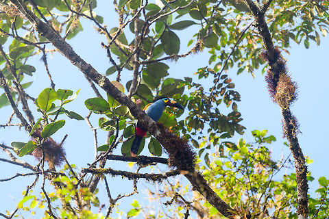 Plate-billed mountain toucan - first sight, La Planada Nature Reserve, Colombia Here it is, the treasure bird of La Planada Nature Reserve, the main reason for birders to visit, and thereby an important source of income.

Within Colombia, The plate-billed mountain toucan is only found in the extreme south, in a tiny range of very wet cloud forests. 

On our last morning in La Planada Nature Reserve, we had our 3rd attempt of trying to find them. On the two days prior, we did hear them in the distance, but visibility was close to none. They are big, loud birds that move in pairs or even groups. So when in the right place, they aren't the hardest bird to discover. It is typical for them to attend the edge of a forest, moving to feed, and doing so loudly. Getting them in range, however, is harder, and was our main task ahead.

As luck would have it, something magical happened. The "viewpoint" cleared up. We hadn't seen any sign of the sun in days, only thick white mist, but there it was. What was once plain white now revealed a beautiful deep forested valley several miles across. 

Now we could not only hear them, but also see them in the far distance, using binoculars. We counted six! The following hour was spent strategically luring them into our direction using well-timed playback. Sometimes they flew in the opposite direction, and we had to start all over again. 

Once within the 50 metres range, we tried to be smart and strategically wait out fruit trees we figured might be popular. But the birds aren't that simple minded, it seems. They do as they please. We had a good exercise running up and down hills at length to find small gaps in the canopy giving somewhat of a view.

Ultimately, we captured 3 individuals, one of which is easy to recognize by its busted bill. Another interesting detail captured that is not always obvious from most photos is that plate-billed is to be taken literally. The "plate" really looks like somebody hammered a piece of wood to the side of the bill. 

I'll be sharing shots generously, including some that are "light-challenged". Simply because they are awesome birds and its a species worth documenting. They are under pressure due to their tiny range being fragmented, another threat is the pet trade. 

https://www.jungledragon.com/image/77511/plate-billed_mountain_toucan_-_feeding_la_planada_nature_reserve_colombia.html
https://www.jungledragon.com/image/77512/plate-billed_mountain_toucan_-_cleaning_la_planada_nature_reserve_colombia.html
https://www.jungledragon.com/image/77513/plate-billed_mountain_toucan_-_frontal_la_planada_nature_reserve_colombia.html
https://www.jungledragon.com/image/77514/plate-billed_mountain_toucan_-_canopy_la_planada_nature_reserve_colombia.html
https://www.jungledragon.com/image/77515/plate-billed_mountain_toucan_-_closeup_la_planada_nature_reserve_colombia.html
https://www.jungledragon.com/image/77516/plate-billed_mountain_toucan_-_pre-flight_la_planada_nature_reserve_colombia.html
https://www.jungledragon.com/image/77517/plate-billed_mountain_toucan_-_close_perch_la_planada_nature_reserve_colombia.html
https://www.jungledragon.com/image/77518/plate-billed_mountain_toucan_-_remote_perch_la_planada_nature_reserve_colombia.html
https://www.jungledragon.com/image/77519/plate-billed_mountain_toucan_-_canopy_2_la_planada_nature_reserve_colombia.html
https://www.jungledragon.com/image/77520/plate-billed_mountain_toucan_-_rocket_la_planada_nature_reserve_colombia.html
https://www.jungledragon.com/image/77521/plate-billed_mountain_toucan_-_close_perch_frontal_la_planada_nature_reserve_colombia.html Andigena laminirostris,Colombia,Colombia 2018,Colombia South,Fall,Geotagged,La Planada Nature Reserve,Plate-billed mountain toucan,South America