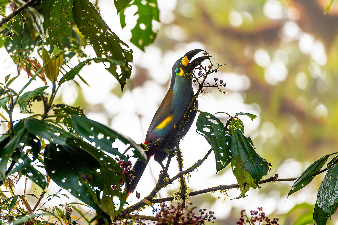 Plate-billed mountain toucan - feeding, La Planada Nature Reserve, Colombia Here it is, the treasure bird of La Planada Nature Reserve, the main reason for birders to visit, and thereby an important source of income.<br />
<br />
Within Colombia, The plate-billed mountain toucan is only found in the extreme south, in a tiny range of very wet cloud forests. <br />
<br />
On our last morning in La Planada Nature Reserve, we had our 3rd attempt of trying to find them. On the two days prior, we did hear them in the distance, but visibility was close to none. They are big, loud birds that move in pairs or even groups. So when in the right place, they aren't the hardest bird to discover. It is typical for them to attend the edge of a forest, moving to feed, and doing so loudly. Getting them in range, however, is harder, and was our main task ahead.<br />
<br />
As luck would have it, something magical happened. The "viewpoint" cleared up. We hadn't seen any sign of the sun in days, only thick white mist, but there it was. What was once plain white now revealed a beautiful deep forested valley several miles across. <br />
<br />
Now we could not only hear them, but also see them in the far distance, using binoculars. We counted six! The following hour was spent strategically luring them into our direction using well-timed playback. Sometimes they flew in the opposite direction, and we had to start all over again. <br />
<br />
Once within the 50 metres range, we tried to be smart and strategically wait out fruit trees we figured might be popular. But the birds aren't that simple minded, it seems. They do as they please. We had a good exercise running up and down hills at length to find small gaps in the canopy giving somewhat of a view.<br />
<br />
Ultimately, we captured 3 individuals, one of which is easy to recognize by its busted bill. Another interesting detail captured that is not always obvious from most photos is that plate-billed is to be taken literally. The "plate" really looks like somebody hammered a piece of wood to the side of the bill. <br />
<br />
I'll be sharing shots generously, including some that are "light-challenged". Simply because they are awesome birds and its a species worth documenting. They are under pressure due to their tiny range being fragmented, another threat is the pet trade. <br />
<br />
<figure class="photo"><a href="https://www.jungledragon.com/image/77510/plate-billed_mountain_toucan_-_first_sight_la_planada_nature_reserve_colombia.html" title="Plate-billed mountain toucan - first sight, La Planada Nature Reserve, Colombia"><img src="https://s3.amazonaws.com/media.jungledragon.com/images/2/77510_thumb.jpg?AWSAccessKeyId=05GMT0V3GWVNE7GGM1R2&Expires=1770854410&Signature=JQC2oQYapudm7ugOwc9zNYVRtJQ%3D" width="200" height="134" alt="Plate-billed mountain toucan - first sight, La Planada Nature Reserve, Colombia Here it is, the treasure bird of La Planada Nature Reserve, the main reason for birders to visit, and thereby an important source of income.<br />
<br />
Within Colombia, The plate-billed mountain toucan is only found in the extreme south, in a tiny range of very wet cloud forests. <br />
<br />
On our last morning in La Planada Nature Reserve, we had our 3rd attempt of trying to find them. On the two days prior, we did hear them in the distance, but visibility was close to none. They are big, loud birds that move in pairs or even groups. So when in the right place, they aren't the hardest bird to discover. It is typical for them to attend the edge of a forest, moving to feed, and doing so loudly. Getting them in range, however, is harder, and was our main task ahead.<br />
<br />
As luck would have it, something magical happened. The "viewpoint" cleared up. We hadn't seen any sign of the sun in days, only thick white mist, but there it was. What was once plain white now revealed a beautiful deep forested valley several miles across. <br />
<br />
Now we could not only hear them, but also see them in the far distance, using binoculars. We counted six! The following hour was spent strategically luring them into our direction using well-timed playback. Sometimes they flew in the opposite direction, and we had to start all over again. <br />
<br />
Once within the 50 metres range, we tried to be smart and strategically wait out fruit trees we figured might be popular. But the birds aren't that simple minded, it seems. They do as they please. We had a good exercise running up and down hills at length to find small gaps in the canopy giving somewhat of a view.<br />
<br />
Ultimately, we captured 3 individuals, one of which is easy to recognize by its busted bill. Another interesting detail captured that is not always obvious from most photos is that plate-billed is to be taken literally. The "plate" really looks like somebody hammered a piece of wood to the side of the bill. <br />
<br />
I'll be sharing shots generously, including some that are "light-challenged". Simply because they are awesome birds and its a species worth documenting. They are under pressure due to their tiny range being fragmented, another threat is the pet trade. <br />
<br />
https://www.jungledragon.com/image/77511/plate-billed_mountain_toucan_-_feeding_la_planada_nature_reserve_colombia.html<br />
https://www.jungledragon.com/image/77512/plate-billed_mountain_toucan_-_cleaning_la_planada_nature_reserve_colombia.html<br />
https://www.jungledragon.com/image/77513/plate-billed_mountain_toucan_-_frontal_la_planada_nature_reserve_colombia.html<br />
https://www.jungledragon.com/image/77514/plate-billed_mountain_toucan_-_canopy_la_planada_nature_reserve_colombia.html<br />
https://www.jungledragon.com/image/77515/plate-billed_mountain_toucan_-_closeup_la_planada_nature_reserve_colombia.html<br />
https://www.jungledragon.com/image/77516/plate-billed_mountain_toucan_-_pre-flight_la_planada_nature_reserve_colombia.html<br />
https://www.jungledragon.com/image/77517/plate-billed_mountain_toucan_-_close_perch_la_planada_nature_reserve_colombia.html<br />
https://www.jungledragon.com/image/77518/plate-billed_mountain_toucan_-_remote_perch_la_planada_nature_reserve_colombia.html<br />
https://www.jungledragon.com/image/77519/plate-billed_mountain_toucan_-_canopy_2_la_planada_nature_reserve_colombia.html<br />
https://www.jungledragon.com/image/77520/plate-billed_mountain_toucan_-_rocket_la_planada_nature_reserve_colombia.html<br />
https://www.jungledragon.com/image/77521/plate-billed_mountain_toucan_-_close_perch_frontal_la_planada_nature_reserve_colombia.html Andigena laminirostris,Colombia,Colombia 2018,Colombia South,Fall,Geotagged,La Planada Nature Reserve,Plate-billed mountain toucan,South America" /></a></figure><br />
<figure class="photo"><a href="https://www.jungledragon.com/image/77512/plate-billed_mountain_toucan_-_cleaning_la_planada_nature_reserve_colombia.html" title="Plate-billed mountain toucan - cleaning, La Planada Nature Reserve, Colombia"><img src="https://s3.amazonaws.com/media.jungledragon.com/images/2/77512_thumb.jpg?AWSAccessKeyId=05GMT0V3GWVNE7GGM1R2&Expires=1770854410&Signature=oQG6zJitTfvWyUf9mO5nPB2cl3Y%3D" width="200" height="134" alt="Plate-billed mountain toucan - cleaning, La Planada Nature Reserve, Colombia Here it is, the treasure bird of La Planada Nature Reserve, the main reason for birders to visit, and thereby an important source of income.<br />
<br />
Within Colombia, The plate-billed mountain toucan is only found in the extreme south, in a tiny range of very wet cloud forests. <br />
<br />
On our last morning in La Planada Nature Reserve, we had our 3rd attempt of trying to find them. On the two days prior, we did hear them in the distance, but visibility was close to none. They are big, loud birds that move in pairs or even groups. So when in the right place, they aren't the hardest bird to discover. It is typical for them to attend the edge of a forest, moving to feed, and doing so loudly. Getting them in range, however, is harder, and was our main task ahead.<br />
<br />
As luck would have it, something magical happened. The "viewpoint" cleared up. We hadn't seen any sign of the sun in days, only thick white mist, but there it was. What was once plain white now revealed a beautiful deep forested valley several miles across. <br />
<br />
Now we could not only hear them, but also see them in the far distance, using binoculars. We counted six! The following hour was spent strategically luring them into our direction using well-timed playback. Sometimes they flew in the opposite direction, and we had to start all over again. <br />
<br />
Once within the 50 metres range, we tried to be smart and strategically wait out fruit trees we figured might be popular. But the birds aren't that simple minded, it seems. They do as they please. We had a good exercise running up and down hills at length to find small gaps in the canopy giving somewhat of a view.<br />
<br />
Ultimately, we captured 3 individuals, one of which is easy to recognize by its busted bill. Another interesting detail captured that is not always obvious from most photos is that plate-billed is to be taken literally. The "plate" really looks like somebody hammered a piece of wood to the side of the bill. <br />
<br />
I'll be sharing shots generously, including some that are "light-challenged". Simply because they are awesome birds and its a species worth documenting. They are under pressure due to their tiny range being fragmented, another threat is the pet trade. <br />
<br />
https://www.jungledragon.com/image/77510/plate-billed_mountain_toucan_-_first_sight_la_planada_nature_reserve_colombia.html<br />
https://www.jungledragon.com/image/77511/plate-billed_mountain_toucan_-_feeding_la_planada_nature_reserve_colombia.html<br />
https://www.jungledragon.com/image/77513/plate-billed_mountain_toucan_-_frontal_la_planada_nature_reserve_colombia.html<br />
https://www.jungledragon.com/image/77514/plate-billed_mountain_toucan_-_canopy_la_planada_nature_reserve_colombia.html<br />
https://www.jungledragon.com/image/77515/plate-billed_mountain_toucan_-_closeup_la_planada_nature_reserve_colombia.html<br />
https://www.jungledragon.com/image/77516/plate-billed_mountain_toucan_-_pre-flight_la_planada_nature_reserve_colombia.html<br />
https://www.jungledragon.com/image/77517/plate-billed_mountain_toucan_-_close_perch_la_planada_nature_reserve_colombia.html<br />
https://www.jungledragon.com/image/77518/plate-billed_mountain_toucan_-_remote_perch_la_planada_nature_reserve_colombia.html<br />
https://www.jungledragon.com/image/77519/plate-billed_mountain_toucan_-_canopy_2_la_planada_nature_reserve_colombia.html<br />
https://www.jungledragon.com/image/77520/plate-billed_mountain_toucan_-_rocket_la_planada_nature_reserve_colombia.html<br />
https://www.jungledragon.com/image/77521/plate-billed_mountain_toucan_-_close_perch_frontal_la_planada_nature_reserve_colombia.html Andigena laminirostris,Colombia,Colombia 2018,Colombia South,Fall,Geotagged,La Planada Nature Reserve,Plate-billed mountain toucan,South America" /></a></figure><br />
<figure class="photo"><a href="https://www.jungledragon.com/image/77513/plate-billed_mountain_toucan_-_frontal_la_planada_nature_reserve_colombia.html" title="Plate-billed mountain toucan - frontal, La Planada Nature Reserve, Colombia"><img src="https://s3.amazonaws.com/media.jungledragon.com/images/2/77513_thumb.jpg?AWSAccessKeyId=05GMT0V3GWVNE7GGM1R2&Expires=1770854410&Signature=C%2BETb6UedFych4V%2BmPgI%2FFoz9TQ%3D" width="102" height="152" alt="Plate-billed mountain toucan - frontal, La Planada Nature Reserve, Colombia Here it is, the treasure bird of La Planada Nature Reserve, the main reason for birders to visit, and thereby an important source of income.<br />
<br />
Within Colombia, The plate-billed mountain toucan is only found in the extreme south, in a tiny range of very wet cloud forests. <br />
<br />
On our last morning in La Planada Nature Reserve, we had our 3rd attempt of trying to find them. On the two days prior, we did hear them in the distance, but visibility was close to none. They are big, loud birds that move in pairs or even groups. So when in the right place, they aren't the hardest bird to discover. It is typical for them to attend the edge of a forest, moving to feed, and doing so loudly. Getting them in range, however, is harder, and was our main task ahead.<br />
<br />
As luck would have it, something magical happened. The "viewpoint" cleared up. We hadn't seen any sign of the sun in days, only thick white mist, but there it was. What was once plain white now revealed a beautiful deep forested valley several miles across. <br />
<br />
Now we could not only hear them, but also see them in the far distance, using binoculars. We counted six! The following hour was spent strategically luring them into our direction using well-timed playback. Sometimes they flew in the opposite direction, and we had to start all over again. <br />
<br />
Once within the 50 metres range, we tried to be smart and strategically wait out fruit trees we figured might be popular. But the birds aren't that simple minded, it seems. They do as they please. We had a good exercise running up and down hills at length to find small gaps in the canopy giving somewhat of a view.<br />
<br />
Ultimately, we captured 3 individuals, one of which is easy to recognize by its busted bill. Another interesting detail captured that is not always obvious from most photos is that plate-billed is to be taken literally. The "plate" really looks like somebody hammered a piece of wood to the side of the bill. <br />
<br />
I'll be sharing shots generously, including some that are "light-challenged". Simply because they are awesome birds and its a species worth documenting. They are under pressure due to their tiny range being fragmented, another threat is the pet trade. <br />
<br />
https://www.jungledragon.com/image/77510/plate-billed_mountain_toucan_-_first_sight_la_planada_nature_reserve_colombia.html<br />
https://www.jungledragon.com/image/77511/plate-billed_mountain_toucan_-_feeding_la_planada_nature_reserve_colombia.html<br />
https://www.jungledragon.com/image/77512/plate-billed_mountain_toucan_-_cleaning_la_planada_nature_reserve_colombia.html<br />
https://www.jungledragon.com/image/77514/plate-billed_mountain_toucan_-_canopy_la_planada_nature_reserve_colombia.html<br />
https://www.jungledragon.com/image/77515/plate-billed_mountain_toucan_-_closeup_la_planada_nature_reserve_colombia.html<br />
https://www.jungledragon.com/image/77516/plate-billed_mountain_toucan_-_pre-flight_la_planada_nature_reserve_colombia.html<br />
https://www.jungledragon.com/image/77517/plate-billed_mountain_toucan_-_close_perch_la_planada_nature_reserve_colombia.html<br />
https://www.jungledragon.com/image/77518/plate-billed_mountain_toucan_-_remote_perch_la_planada_nature_reserve_colombia.html<br />
https://www.jungledragon.com/image/77519/plate-billed_mountain_toucan_-_canopy_2_la_planada_nature_reserve_colombia.html<br />
https://www.jungledragon.com/image/77520/plate-billed_mountain_toucan_-_rocket_la_planada_nature_reserve_colombia.html<br />
https://www.jungledragon.com/image/77521/plate-billed_mountain_toucan_-_close_perch_frontal_la_planada_nature_reserve_colombia.html Andigena laminirostris,Colombia,Colombia 2018,Colombia South,Fall,Geotagged,La Planada Nature Reserve,Plate-billed mountain toucan,South America" /></a></figure><br />
<figure class="photo"><a href="https://www.jungledragon.com/image/77514/plate-billed_mountain_toucan_-_canopy_la_planada_nature_reserve_colombia.html" title="Plate-billed mountain toucan - canopy, La Planada Nature Reserve, Colombia"><img src="https://s3.amazonaws.com/media.jungledragon.com/images/2/77514_thumb.jpg?AWSAccessKeyId=05GMT0V3GWVNE7GGM1R2&Expires=1770854410&Signature=cWkKT68vuqIo96nYVWv3O5gRcos%3D" width="200" height="134" alt="Plate-billed mountain toucan - canopy, La Planada Nature Reserve, Colombia Here it is, the treasure bird of La Planada Nature Reserve, the main reason for birders to visit, and thereby an important source of income.<br />
<br />
Within Colombia, The plate-billed mountain toucan is only found in the extreme south, in a tiny range of very wet cloud forests. <br />
<br />
On our last morning in La Planada Nature Reserve, we had our 3rd attempt of trying to find them. On the two days prior, we did hear them in the distance, but visibility was close to none. They are big, loud birds that move in pairs or even groups. So when in the right place, they aren't the hardest bird to discover. It is typical for them to attend the edge of a forest, moving to feed, and doing so loudly. Getting them in range, however, is harder, and was our main task ahead.<br />
<br />
As luck would have it, something magical happened. The "viewpoint" cleared up. We hadn't seen any sign of the sun in days, only thick white mist, but there it was. What was once plain white now revealed a beautiful deep forested valley several miles across. <br />
<br />
Now we could not only hear them, but also see them in the far distance, using binoculars. We counted six! The following hour was spent strategically luring them into our direction using well-timed playback. Sometimes they flew in the opposite direction, and we had to start all over again. <br />
<br />
Once within the 50 metres range, we tried to be smart and strategically wait out fruit trees we figured might be popular. But the birds aren't that simple minded, it seems. They do as they please. We had a good exercise running up and down hills at length to find small gaps in the canopy giving somewhat of a view.<br />
<br />
Ultimately, we captured 3 individuals, one of which is easy to recognize by its busted bill. Another interesting detail captured that is not always obvious from most photos is that plate-billed is to be taken literally. The "plate" really looks like somebody hammered a piece of wood to the side of the bill. <br />
<br />
I'll be sharing shots generously, including some that are "light-challenged". Simply because they are awesome birds and its a species worth documenting. They are under pressure due to their tiny range being fragmented, another threat is the pet trade. <br />
<br />
https://www.jungledragon.com/image/77510/plate-billed_mountain_toucan_-_first_sight_la_planada_nature_reserve_colombia.html<br />
https://www.jungledragon.com/image/77511/plate-billed_mountain_toucan_-_feeding_la_planada_nature_reserve_colombia.html<br />
https://www.jungledragon.com/image/77512/plate-billed_mountain_toucan_-_cleaning_la_planada_nature_reserve_colombia.html<br />
https://www.jungledragon.com/image/77513/plate-billed_mountain_toucan_-_frontal_la_planada_nature_reserve_colombia.html<br />
https://www.jungledragon.com/image/77515/plate-billed_mountain_toucan_-_closeup_la_planada_nature_reserve_colombia.html<br />
https://www.jungledragon.com/image/77516/plate-billed_mountain_toucan_-_pre-flight_la_planada_nature_reserve_colombia.html<br />
https://www.jungledragon.com/image/77517/plate-billed_mountain_toucan_-_close_perch_la_planada_nature_reserve_colombia.html<br />
https://www.jungledragon.com/image/77518/plate-billed_mountain_toucan_-_remote_perch_la_planada_nature_reserve_colombia.html<br />
https://www.jungledragon.com/image/77519/plate-billed_mountain_toucan_-_canopy_2_la_planada_nature_reserve_colombia.html<br />
https://www.jungledragon.com/image/77520/plate-billed_mountain_toucan_-_rocket_la_planada_nature_reserve_colombia.html<br />
https://www.jungledragon.com/image/77521/plate-billed_mountain_toucan_-_close_perch_frontal_la_planada_nature_reserve_colombia.html Andigena laminirostris,Colombia,Colombia 2018,Colombia South,Fall,Geotagged,La Planada Nature Reserve,Plate-billed mountain toucan,South America" /></a></figure><br />
<figure class="photo"><a href="https://www.jungledragon.com/image/77515/plate-billed_mountain_toucan_-_closeup_la_planada_nature_reserve_colombia.html" title="Plate-billed mountain toucan - closeup, La Planada Nature Reserve, Colombia"><img src="https://s3.amazonaws.com/media.jungledragon.com/images/2/77515_thumb.jpg?AWSAccessKeyId=05GMT0V3GWVNE7GGM1R2&Expires=1770854410&Signature=Tj8ZowrbM2EeWzU9U%2Faf%2FaN7g4Q%3D" width="112" height="152" alt="Plate-billed mountain toucan - closeup, La Planada Nature Reserve, Colombia Here it is, the treasure bird of La Planada Nature Reserve, the main reason for birders to visit, and thereby an important source of income.<br />
<br />
Within Colombia, The plate-billed mountain toucan is only found in the extreme south, in a tiny range of very wet cloud forests. <br />
<br />
On our last morning in La Planada Nature Reserve, we had our 3rd attempt of trying to find them. On the two days prior, we did hear them in the distance, but visibility was close to none. They are big, loud birds that move in pairs or even groups. So when in the right place, they aren't the hardest bird to discover. It is typical for them to attend the edge of a forest, moving to feed, and doing so loudly. Getting them in range, however, is harder, and was our main task ahead.<br />
<br />
As luck would have it, something magical happened. The "viewpoint" cleared up. We hadn't seen any sign of the sun in days, only thick white mist, but there it was. What was once plain white now revealed a beautiful deep forested valley several miles across. <br />
<br />
Now we could not only hear them, but also see them in the far distance, using binoculars. We counted six! The following hour was spent strategically luring them into our direction using well-timed playback. Sometimes they flew in the opposite direction, and we had to start all over again. <br />
<br />
Once within the 50 metres range, we tried to be smart and strategically wait out fruit trees we figured might be popular. But the birds aren't that simple minded, it seems. They do as they please. We had a good exercise running up and down hills at length to find small gaps in the canopy giving somewhat of a view.<br />
<br />
Ultimately, we captured 3 individuals, one of which is easy to recognize by its busted bill. Another interesting detail captured that is not always obvious from most photos is that plate-billed is to be taken literally. The "plate" really looks like somebody hammered a piece of wood to the side of the bill. <br />
<br />
I'll be sharing shots generously, including some that are "light-challenged". Simply because they are awesome birds and its a species worth documenting. They are under pressure due to their tiny range being fragmented, another threat is the pet trade. <br />
<br />
https://www.jungledragon.com/image/77510/plate-billed_mountain_toucan_-_first_sight_la_planada_nature_reserve_colombia.html<br />
https://www.jungledragon.com/image/77511/plate-billed_mountain_toucan_-_feeding_la_planada_nature_reserve_colombia.html<br />
https://www.jungledragon.com/image/77512/plate-billed_mountain_toucan_-_cleaning_la_planada_nature_reserve_colombia.html<br />
https://www.jungledragon.com/image/77513/plate-billed_mountain_toucan_-_frontal_la_planada_nature_reserve_colombia.html<br />
https://www.jungledragon.com/image/77514/plate-billed_mountain_toucan_-_canopy_la_planada_nature_reserve_colombia.html<br />
https://www.jungledragon.com/image/77516/plate-billed_mountain_toucan_-_pre-flight_la_planada_nature_reserve_colombia.html<br />
https://www.jungledragon.com/image/77517/plate-billed_mountain_toucan_-_close_perch_la_planada_nature_reserve_colombia.html<br />
https://www.jungledragon.com/image/77518/plate-billed_mountain_toucan_-_remote_perch_la_planada_nature_reserve_colombia.html<br />
https://www.jungledragon.com/image/77519/plate-billed_mountain_toucan_-_canopy_2_la_planada_nature_reserve_colombia.html<br />
https://www.jungledragon.com/image/77520/plate-billed_mountain_toucan_-_rocket_la_planada_nature_reserve_colombia.html<br />
https://www.jungledragon.com/image/77521/plate-billed_mountain_toucan_-_close_perch_frontal_la_planada_nature_reserve_colombia.html Andigena laminirostris,Colombia,Colombia 2018,Colombia South,Fall,Geotagged,La Planada Nature Reserve,Plate-billed mountain toucan,South America" /></a></figure><br />
<figure class="photo"><a href="https://www.jungledragon.com/image/77516/plate-billed_mountain_toucan_-_pre-flight_la_planada_nature_reserve_colombia.html" title="Plate-billed mountain toucan - pre-flight, La Planada Nature Reserve, Colombia"><img src="https://s3.amazonaws.com/media.jungledragon.com/images/2/77516_thumb.jpg?AWSAccessKeyId=05GMT0V3GWVNE7GGM1R2&Expires=1770854410&Signature=p98X257Oln%2FhHkZ%2FtU7C4fCdqbE%3D" width="200" height="134" alt="Plate-billed mountain toucan - pre-flight, La Planada Nature Reserve, Colombia Here it is, the treasure bird of La Planada Nature Reserve, the main reason for birders to visit, and thereby an important source of income.<br />
<br />
Within Colombia, The plate-billed mountain toucan is only found in the extreme south, in a tiny range of very wet cloud forests. <br />
<br />
On our last morning in La Planada Nature Reserve, we had our 3rd attempt of trying to find them. On the two days prior, we did hear them in the distance, but visibility was close to none. They are big, loud birds that move in pairs or even groups. So when in the right place, they aren't the hardest bird to discover. It is typical for them to attend the edge of a forest, moving to feed, and doing so loudly. Getting them in range, however, is harder, and was our main task ahead.<br />
<br />
As luck would have it, something magical happened. The "viewpoint" cleared up. We hadn't seen any sign of the sun in days, only thick white mist, but there it was. What was once plain white now revealed a beautiful deep forested valley several miles across. <br />
<br />
Now we could not only hear them, but also see them in the far distance, using binoculars. We counted six! The following hour was spent strategically luring them into our direction using well-timed playback. Sometimes they flew in the opposite direction, and we had to start all over again. <br />
<br />
Once within the 50 metres range, we tried to be smart and strategically wait out fruit trees we figured might be popular. But the birds aren't that simple minded, it seems. They do as they please. We had a good exercise running up and down hills at length to find small gaps in the canopy giving somewhat of a view.<br />
<br />
Ultimately, we captured 3 individuals, one of which is easy to recognize by its busted bill. Another interesting detail captured that is not always obvious from most photos is that plate-billed is to be taken literally. The "plate" really looks like somebody hammered a piece of wood to the side of the bill. <br />
<br />
I'll be sharing shots generously, including some that are "light-challenged". Simply because they are awesome birds and its a species worth documenting. They are under pressure due to their tiny range being fragmented, another threat is the pet trade. <br />
<br />
https://www.jungledragon.com/image/77510/plate-billed_mountain_toucan_-_first_sight_la_planada_nature_reserve_colombia.html<br />
https://www.jungledragon.com/image/77511/plate-billed_mountain_toucan_-_feeding_la_planada_nature_reserve_colombia.html<br />
https://www.jungledragon.com/image/77512/plate-billed_mountain_toucan_-_cleaning_la_planada_nature_reserve_colombia.html<br />
https://www.jungledragon.com/image/77513/plate-billed_mountain_toucan_-_frontal_la_planada_nature_reserve_colombia.html<br />
https://www.jungledragon.com/image/77514/plate-billed_mountain_toucan_-_canopy_la_planada_nature_reserve_colombia.html<br />
https://www.jungledragon.com/image/77515/plate-billed_mountain_toucan_-_closeup_la_planada_nature_reserve_colombia.html<br />
https://www.jungledragon.com/image/77517/plate-billed_mountain_toucan_-_close_perch_la_planada_nature_reserve_colombia.html<br />
https://www.jungledragon.com/image/77518/plate-billed_mountain_toucan_-_remote_perch_la_planada_nature_reserve_colombia.html<br />
https://www.jungledragon.com/image/77519/plate-billed_mountain_toucan_-_canopy_2_la_planada_nature_reserve_colombia.html<br />
https://www.jungledragon.com/image/77520/plate-billed_mountain_toucan_-_rocket_la_planada_nature_reserve_colombia.html<br />
https://www.jungledragon.com/image/77521/plate-billed_mountain_toucan_-_close_perch_frontal_la_planada_nature_reserve_colombia.html Andigena laminirostris,Colombia,Colombia 2018,Colombia South,Fall,Geotagged,La Planada Nature Reserve,Plate-billed mountain toucan,South America" /></a></figure><br />
<figure class="photo"><a href="https://www.jungledragon.com/image/77517/plate-billed_mountain_toucan_-_close_perch_la_planada_nature_reserve_colombia.html" title="Plate-billed mountain toucan - close perch, La Planada Nature Reserve, Colombia"><img src="https://s3.amazonaws.com/media.jungledragon.com/images/2/77517_thumb.jpg?AWSAccessKeyId=05GMT0V3GWVNE7GGM1R2&Expires=1770854410&Signature=cs4dQWD7fo83uKHR8aWbzleGdxE%3D" width="200" height="198" alt="Plate-billed mountain toucan - close perch, La Planada Nature Reserve, Colombia Here it is, the treasure bird of La Planada Nature Reserve, the main reason for birders to visit, and thereby an important source of income.<br />
<br />
Within Colombia, The plate-billed mountain toucan is only found in the extreme south, in a tiny range of very wet cloud forests. <br />
<br />
On our last morning in La Planada Nature Reserve, we had our 3rd attempt of trying to find them. On the two days prior, we did hear them in the distance, but visibility was close to none. They are big, loud birds that move in pairs or even groups. So when in the right place, they aren't the hardest bird to discover. It is typical for them to attend the edge of a forest, moving to feed, and doing so loudly. Getting them in range, however, is harder, and was our main task ahead.<br />
<br />
As luck would have it, something magical happened. The "viewpoint" cleared up. We hadn't seen any sign of the sun in days, only thick white mist, but there it was. What was once plain white now revealed a beautiful deep forested valley several miles across. <br />
<br />
Now we could not only hear them, but also see them in the far distance, using binoculars. We counted six! The following hour was spent strategically luring them into our direction using well-timed playback. Sometimes they flew in the opposite direction, and we had to start all over again. <br />
<br />
Once within the 50 metres range, we tried to be smart and strategically wait out fruit trees we figured might be popular. But the birds aren't that simple minded, it seems. They do as they please. We had a good exercise running up and down hills at length to find small gaps in the canopy giving somewhat of a view.<br />
<br />
Ultimately, we captured 3 individuals, one of which is easy to recognize by its busted bill. Another interesting detail captured that is not always obvious from most photos is that plate-billed is to be taken literally. The "plate" really looks like somebody hammered a piece of wood to the side of the bill. <br />
<br />
I'll be sharing shots generously, including some that are "light-challenged". Simply because they are awesome birds and its a species worth documenting. They are under pressure due to their tiny range being fragmented, another threat is the pet trade. <br />
<br />
https://www.jungledragon.com/image/77510/plate-billed_mountain_toucan_-_first_sight_la_planada_nature_reserve_colombia.html<br />
https://www.jungledragon.com/image/77511/plate-billed_mountain_toucan_-_feeding_la_planada_nature_reserve_colombia.html<br />
https://www.jungledragon.com/image/77512/plate-billed_mountain_toucan_-_cleaning_la_planada_nature_reserve_colombia.html<br />
https://www.jungledragon.com/image/77513/plate-billed_mountain_toucan_-_frontal_la_planada_nature_reserve_colombia.html<br />
https://www.jungledragon.com/image/77514/plate-billed_mountain_toucan_-_canopy_la_planada_nature_reserve_colombia.html<br />
https://www.jungledragon.com/image/77515/plate-billed_mountain_toucan_-_closeup_la_planada_nature_reserve_colombia.html<br />
https://www.jungledragon.com/image/77516/plate-billed_mountain_toucan_-_pre-flight_la_planada_nature_reserve_colombia.html<br />
https://www.jungledragon.com/image/77518/plate-billed_mountain_toucan_-_remote_perch_la_planada_nature_reserve_colombia.html<br />
https://www.jungledragon.com/image/77519/plate-billed_mountain_toucan_-_canopy_2_la_planada_nature_reserve_colombia.html<br />
https://www.jungledragon.com/image/77520/plate-billed_mountain_toucan_-_rocket_la_planada_nature_reserve_colombia.html<br />
https://www.jungledragon.com/image/77521/plate-billed_mountain_toucan_-_close_perch_frontal_la_planada_nature_reserve_colombia.html Andigena laminirostris,Colombia,Colombia 2018,Colombia South,Fall,Geotagged,La Planada Nature Reserve,Plate-billed mountain toucan,South America" /></a></figure><br />
<figure class="photo"><a href="https://www.jungledragon.com/image/77518/plate-billed_mountain_toucan_-_remote_perch_la_planada_nature_reserve_colombia.html" title="Plate-billed mountain toucan - remote perch, La Planada Nature Reserve, Colombia"><img src="https://s3.amazonaws.com/media.jungledragon.com/images/2/77518_thumb.jpg?AWSAccessKeyId=05GMT0V3GWVNE7GGM1R2&Expires=1770854410&Signature=YvnmAMix6Z6Vc65td97gyQo4wRE%3D" width="200" height="134" alt="Plate-billed mountain toucan - remote perch, La Planada Nature Reserve, Colombia Here it is, the treasure bird of La Planada Nature Reserve, the main reason for birders to visit, and thereby an important source of income.<br />
<br />
Within Colombia, The plate-billed mountain toucan is only found in the extreme south, in a tiny range of very wet cloud forests. <br />
<br />
On our last morning in La Planada Nature Reserve, we had our 3rd attempt of trying to find them. On the two days prior, we did hear them in the distance, but visibility was close to none. They are big, loud birds that move in pairs or even groups. So when in the right place, they aren't the hardest bird to discover. It is typical for them to attend the edge of a forest, moving to feed, and doing so loudly. Getting them in range, however, is harder, and was our main task ahead.<br />
<br />
As luck would have it, something magical happened. The "viewpoint" cleared up. We hadn't seen any sign of the sun in days, only thick white mist, but there it was. What was once plain white now revealed a beautiful deep forested valley several miles across. <br />
<br />
Now we could not only hear them, but also see them in the far distance, using binoculars. We counted six! The following hour was spent strategically luring them into our direction using well-timed playback. Sometimes they flew in the opposite direction, and we had to start all over again. <br />
<br />
Once within the 50 metres range, we tried to be smart and strategically wait out fruit trees we figured might be popular. But the birds aren't that simple minded, it seems. They do as they please. We had a good exercise running up and down hills at length to find small gaps in the canopy giving somewhat of a view.<br />
<br />
Ultimately, we captured 3 individuals, one of which is easy to recognize by its busted bill. Another interesting detail captured that is not always obvious from most photos is that plate-billed is to be taken literally. The "plate" really looks like somebody hammered a piece of wood to the side of the bill. <br />
<br />
I'll be sharing shots generously, including some that are "light-challenged". Simply because they are awesome birds and its a species worth documenting. They are under pressure due to their tiny range being fragmented, another threat is the pet trade. <br />
<br />
https://www.jungledragon.com/image/77510/plate-billed_mountain_toucan_-_first_sight_la_planada_nature_reserve_colombia.html<br />
https://www.jungledragon.com/image/77511/plate-billed_mountain_toucan_-_feeding_la_planada_nature_reserve_colombia.html<br />
https://www.jungledragon.com/image/77512/plate-billed_mountain_toucan_-_cleaning_la_planada_nature_reserve_colombia.html<br />
https://www.jungledragon.com/image/77513/plate-billed_mountain_toucan_-_frontal_la_planada_nature_reserve_colombia.html<br />
https://www.jungledragon.com/image/77514/plate-billed_mountain_toucan_-_canopy_la_planada_nature_reserve_colombia.html<br />
https://www.jungledragon.com/image/77515/plate-billed_mountain_toucan_-_closeup_la_planada_nature_reserve_colombia.html<br />
https://www.jungledragon.com/image/77516/plate-billed_mountain_toucan_-_pre-flight_la_planada_nature_reserve_colombia.html<br />
https://www.jungledragon.com/image/77517/plate-billed_mountain_toucan_-_close_perch_la_planada_nature_reserve_colombia.html<br />
https://www.jungledragon.com/image/77519/plate-billed_mountain_toucan_-_canopy_2_la_planada_nature_reserve_colombia.html<br />
https://www.jungledragon.com/image/77520/plate-billed_mountain_toucan_-_rocket_la_planada_nature_reserve_colombia.html<br />
https://www.jungledragon.com/image/77521/plate-billed_mountain_toucan_-_close_perch_frontal_la_planada_nature_reserve_colombia.html Andigena laminirostris,Colombia,Colombia 2018,Colombia South,Fall,Geotagged,La Planada Nature Reserve,Plate-billed mountain toucan,South America" /></a></figure><br />
<figure class="photo"><a href="https://www.jungledragon.com/image/77519/plate-billed_mountain_toucan_-_canopy_2_la_planada_nature_reserve_colombia.html" title="Plate-billed mountain toucan - canopy 2, La Planada Nature Reserve, Colombia"><img src="https://s3.amazonaws.com/media.jungledragon.com/images/2/77519_thumb.jpg?AWSAccessKeyId=05GMT0V3GWVNE7GGM1R2&Expires=1770854410&Signature=YPVC340VIdX3ziufcigUnJ7BDL4%3D" width="200" height="134" alt="Plate-billed mountain toucan - canopy 2, La Planada Nature Reserve, Colombia Here it is, the treasure bird of La Planada Nature Reserve, the main reason for birders to visit, and thereby an important source of income.<br />
<br />
Within Colombia, The plate-billed mountain toucan is only found in the extreme south, in a tiny range of very wet cloud forests. <br />
<br />
On our last morning in La Planada Nature Reserve, we had our 3rd attempt of trying to find them. On the two days prior, we did hear them in the distance, but visibility was close to none. They are big, loud birds that move in pairs or even groups. So when in the right place, they aren't the hardest bird to discover. It is typical for them to attend the edge of a forest, moving to feed, and doing so loudly. Getting them in range, however, is harder, and was our main task ahead.<br />
<br />
As luck would have it, something magical happened. The "viewpoint" cleared up. We hadn't seen any sign of the sun in days, only thick white mist, but there it was. What was once plain white now revealed a beautiful deep forested valley several miles across. <br />
<br />
Now we could not only hear them, but also see them in the far distance, using binoculars. We counted six! The following hour was spent strategically luring them into our direction using well-timed playback. Sometimes they flew in the opposite direction, and we had to start all over again. <br />
<br />
Once within the 50 metres range, we tried to be smart and strategically wait out fruit trees we figured might be popular. But the birds aren't that simple minded, it seems. They do as they please. We had a good exercise running up and down hills at length to find small gaps in the canopy giving somewhat of a view.<br />
<br />
Ultimately, we captured 3 individuals, one of which is easy to recognize by its busted bill. Another interesting detail captured that is not always obvious from most photos is that plate-billed is to be taken literally. The "plate" really looks like somebody hammered a piece of wood to the side of the bill. <br />
<br />
I'll be sharing shots generously, including some that are "light-challenged". Simply because they are awesome birds and its a species worth documenting. They are under pressure due to their tiny range being fragmented, another threat is the pet trade. <br />
<br />
https://www.jungledragon.com/image/77510/plate-billed_mountain_toucan_-_first_sight_la_planada_nature_reserve_colombia.html<br />
https://www.jungledragon.com/image/77511/plate-billed_mountain_toucan_-_feeding_la_planada_nature_reserve_colombia.html<br />
https://www.jungledragon.com/image/77512/plate-billed_mountain_toucan_-_cleaning_la_planada_nature_reserve_colombia.html<br />
https://www.jungledragon.com/image/77513/plate-billed_mountain_toucan_-_frontal_la_planada_nature_reserve_colombia.html<br />
https://www.jungledragon.com/image/77514/plate-billed_mountain_toucan_-_canopy_la_planada_nature_reserve_colombia.html<br />
https://www.jungledragon.com/image/77515/plate-billed_mountain_toucan_-_closeup_la_planada_nature_reserve_colombia.html<br />
https://www.jungledragon.com/image/77516/plate-billed_mountain_toucan_-_pre-flight_la_planada_nature_reserve_colombia.html<br />
https://www.jungledragon.com/image/77517/plate-billed_mountain_toucan_-_close_perch_la_planada_nature_reserve_colombia.html<br />
https://www.jungledragon.com/image/77518/plate-billed_mountain_toucan_-_remote_perch_la_planada_nature_reserve_colombia.html<br />
https://www.jungledragon.com/image/77520/plate-billed_mountain_toucan_-_rocket_la_planada_nature_reserve_colombia.html<br />
https://www.jungledragon.com/image/77521/plate-billed_mountain_toucan_-_close_perch_frontal_la_planada_nature_reserve_colombia.html Andigena laminirostris,Colombia,Colombia 2018,Colombia South,Fall,Geotagged,La Planada Nature Reserve,Plate-billed mountain toucan,South America" /></a></figure><br />
<figure class="photo"><a href="https://www.jungledragon.com/image/77520/plate-billed_mountain_toucan_-_rocket_la_planada_nature_reserve_colombia.html" title="Plate-billed mountain toucan - rocket, La Planada Nature Reserve, Colombia"><img src="https://s3.amazonaws.com/media.jungledragon.com/images/2/77520_thumb.jpg?AWSAccessKeyId=05GMT0V3GWVNE7GGM1R2&Expires=1770854410&Signature=ip3Rry%2FX1HrAdX%2FVUb5LDoj1qjw%3D" width="200" height="134" alt="Plate-billed mountain toucan - rocket, La Planada Nature Reserve, Colombia Here it is, the treasure bird of La Planada Nature Reserve, the main reason for birders to visit, and thereby an important source of income.<br />
<br />
Within Colombia, The plate-billed mountain toucan is only found in the extreme south, in a tiny range of very wet cloud forests. <br />
<br />
On our last morning in La Planada Nature Reserve, we had our 3rd attempt of trying to find them. On the two days prior, we did hear them in the distance, but visibility was close to none. They are big, loud birds that move in pairs or even groups. So when in the right place, they aren't the hardest bird to discover. It is typical for them to attend the edge of a forest, moving to feed, and doing so loudly. Getting them in range, however, is harder, and was our main task ahead.<br />
<br />
As luck would have it, something magical happened. The "viewpoint" cleared up. We hadn't seen any sign of the sun in days, only thick white mist, but there it was. What was once plain white now revealed a beautiful deep forested valley several miles across. <br />
<br />
Now we could not only hear them, but also see them in the far distance, using binoculars. We counted six! The following hour was spent strategically luring them into our direction using well-timed playback. Sometimes they flew in the opposite direction, and we had to start all over again. <br />
<br />
Once within the 50 metres range, we tried to be smart and strategically wait out fruit trees we figured might be popular. But the birds aren't that simple minded, it seems. They do as they please. We had a good exercise running up and down hills at length to find small gaps in the canopy giving somewhat of a view.<br />
<br />
Ultimately, we captured 3 individuals, one of which is easy to recognize by its busted bill. Another interesting detail captured that is not always obvious from most photos is that plate-billed is to be taken literally. The "plate" really looks like somebody hammered a piece of wood to the side of the bill. <br />
<br />
I'll be sharing shots generously, including some that are "light-challenged". Simply because they are awesome birds and its a species worth documenting. They are under pressure due to their tiny range being fragmented, another threat is the pet trade. <br />
<br />
https://www.jungledragon.com/image/77510/plate-billed_mountain_toucan_-_first_sight_la_planada_nature_reserve_colombia.html<br />
https://www.jungledragon.com/image/77511/plate-billed_mountain_toucan_-_feeding_la_planada_nature_reserve_colombia.html<br />
https://www.jungledragon.com/image/77512/plate-billed_mountain_toucan_-_cleaning_la_planada_nature_reserve_colombia.html<br />
https://www.jungledragon.com/image/77513/plate-billed_mountain_toucan_-_frontal_la_planada_nature_reserve_colombia.html<br />
https://www.jungledragon.com/image/77514/plate-billed_mountain_toucan_-_canopy_la_planada_nature_reserve_colombia.html<br />
https://www.jungledragon.com/image/77515/plate-billed_mountain_toucan_-_closeup_la_planada_nature_reserve_colombia.html<br />
https://www.jungledragon.com/image/77516/plate-billed_mountain_toucan_-_pre-flight_la_planada_nature_reserve_colombia.html<br />
https://www.jungledragon.com/image/77517/plate-billed_mountain_toucan_-_close_perch_la_planada_nature_reserve_colombia.html<br />
https://www.jungledragon.com/image/77518/plate-billed_mountain_toucan_-_remote_perch_la_planada_nature_reserve_colombia.html<br />
https://www.jungledragon.com/image/77519/plate-billed_mountain_toucan_-_canopy_2_la_planada_nature_reserve_colombia.html<br />
https://www.jungledragon.com/image/77521/plate-billed_mountain_toucan_-_close_perch_frontal_la_planada_nature_reserve_colombia.html Andigena laminirostris,Colombia,Colombia 2018,Colombia South,Fall,Geotagged,La Planada Nature Reserve,Plate-billed mountain toucan,South America" /></a></figure><br />
<figure class="photo"><a href="https://www.jungledragon.com/image/77521/plate-billed_mountain_toucan_-_close_perch_frontal_la_planada_nature_reserve_colombia.html" title="Plate-billed mountain toucan - close perch frontal, La Planada Nature Reserve, Colombia"><img src="https://s3.amazonaws.com/media.jungledragon.com/images/2/77521_thumb.jpg?AWSAccessKeyId=05GMT0V3GWVNE7GGM1R2&Expires=1770854410&Signature=1CVRusRcIfar%2F73PMEaPxZldR2I%3D" width="150" height="152" alt="Plate-billed mountain toucan - close perch frontal, La Planada Nature Reserve, Colombia Here it is, the treasure bird of La Planada Nature Reserve, the main reason for birders to visit, and thereby an important source of income.<br />
<br />
Within Colombia, The plate-billed mountain toucan is only found in the extreme south, in a tiny range of very wet cloud forests. <br />
<br />
On our last morning in La Planada Nature Reserve, we had our 3rd attempt of trying to find them. On the two days prior, we did hear them in the distance, but visibility was close to none. They are big, loud birds that move in pairs or even groups. So when in the right place, they aren't the hardest bird to discover. It is typical for them to attend the edge of a forest, moving to feed, and doing so loudly. Getting them in range, however, is harder, and was our main task ahead.<br />
<br />
As luck would have it, something magical happened. The "viewpoint" cleared up. We hadn't seen any sign of the sun in days, only thick white mist, but there it was. What was once plain white now revealed a beautiful deep forested valley several miles across. <br />
<br />
Now we could not only hear them, but also see them in the far distance, using binoculars. We counted six! The following hour was spent strategically luring them into our direction using well-timed playback. Sometimes they flew in the opposite direction, and we had to start all over again. <br />
<br />
Once within the 50 metres range, we tried to be smart and strategically wait out fruit trees we figured might be popular. But the birds aren't that simple minded, it seems. They do as they please. We had a good exercise running up and down hills at length to find small gaps in the canopy giving somewhat of a view.<br />
<br />
Ultimately, we captured 3 individuals, one of which is easy to recognize by its busted bill. Another interesting detail captured that is not always obvious from most photos is that plate-billed is to be taken literally. The "plate" really looks like somebody hammered a piece of wood to the side of the bill. <br />
<br />
I'll be sharing shots generously, including some that are "light-challenged". Simply because they are awesome birds and its a species worth documenting. They are under pressure due to their tiny range being fragmented, another threat is the pet trade. <br />
<br />
https://www.jungledragon.com/image/77510/plate-billed_mountain_toucan_-_first_sight_la_planada_nature_reserve_colombia.html<br />
https://www.jungledragon.com/image/77511/plate-billed_mountain_toucan_-_feeding_la_planada_nature_reserve_colombia.html<br />
https://www.jungledragon.com/image/77512/plate-billed_mountain_toucan_-_cleaning_la_planada_nature_reserve_colombia.html<br />
https://www.jungledragon.com/image/77513/plate-billed_mountain_toucan_-_frontal_la_planada_nature_reserve_colombia.html<br />
https://www.jungledragon.com/image/77514/plate-billed_mountain_toucan_-_canopy_la_planada_nature_reserve_colombia.html<br />
https://www.jungledragon.com/image/77515/plate-billed_mountain_toucan_-_closeup_la_planada_nature_reserve_colombia.html<br />
https://www.jungledragon.com/image/77516/plate-billed_mountain_toucan_-_pre-flight_la_planada_nature_reserve_colombia.html<br />
https://www.jungledragon.com/image/77517/plate-billed_mountain_toucan_-_close_perch_la_planada_nature_reserve_colombia.html<br />
https://www.jungledragon.com/image/77518/plate-billed_mountain_toucan_-_remote_perch_la_planada_nature_reserve_colombia.html<br />
https://www.jungledragon.com/image/77519/plate-billed_mountain_toucan_-_canopy_2_la_planada_nature_reserve_colombia.html<br />
https://www.jungledragon.com/image/77520/plate-billed_mountain_toucan_-_rocket_la_planada_nature_reserve_colombia.html Andigena laminirostris,Colombia,Colombia 2018,Colombia South,Fall,Geotagged,La Planada Nature Reserve,Plate-billed mountain toucan,South America" /></a></figure> Andigena laminirostris,Colombia,Colombia 2018,Colombia South,La Planada Nature Reserve,Plate-billed mountain toucan,South America