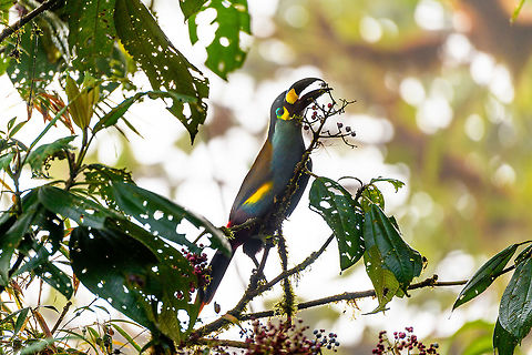 Plate-billed mountain toucan - feeding, La Planada Nature Reserve, Colombia Here it is, the treasure bird of La Planada Nature Reserve, the main reason for birders to visit, and thereby an important source of income.

Within Colombia, The plate-billed mountain toucan is only found in the extreme south, in a tiny range of very wet cloud forests. 

On our last morning in La Planada Nature Reserve, we had our 3rd attempt of trying to find them. On the two days prior, we did hear them in the distance, but visibility was close to none. They are big, loud birds that move in pairs or even groups. So when in the right place, they aren't the hardest bird to discover. It is typical for them to attend the edge of a forest, moving to feed, and doing so loudly. Getting them in range, however, is harder, and was our main task ahead.

As luck would have it, something magical happened. The "viewpoint" cleared up. We hadn't seen any sign of the sun in days, only thick white mist, but there it was. What was once plain white now revealed a beautiful deep forested valley several miles across. 

Now we could not only hear them, but also see them in the far distance, using binoculars. We counted six! The following hour was spent strategically luring them into our direction using well-timed playback. Sometimes they flew in the opposite direction, and we had to start all over again. 

Once within the 50 metres range, we tried to be smart and strategically wait out fruit trees we figured might be popular. But the birds aren't that simple minded, it seems. They do as they please. We had a good exercise running up and down hills at length to find small gaps in the canopy giving somewhat of a view.

Ultimately, we captured 3 individuals, one of which is easy to recognize by its busted bill. Another interesting detail captured that is not always obvious from most photos is that plate-billed is to be taken literally. The "plate" really looks like somebody hammered a piece of wood to the side of the bill. 

I'll be sharing shots generously, including some that are "light-challenged". Simply because they are awesome birds and its a species worth documenting. They are under pressure due to their tiny range being fragmented, another threat is the pet trade. 

https://www.jungledragon.com/image/77510/plate-billed_mountain_toucan_-_first_sight_la_planada_nature_reserve_colombia.html
https://www.jungledragon.com/image/77512/plate-billed_mountain_toucan_-_cleaning_la_planada_nature_reserve_colombia.html
https://www.jungledragon.com/image/77513/plate-billed_mountain_toucan_-_frontal_la_planada_nature_reserve_colombia.html
https://www.jungledragon.com/image/77514/plate-billed_mountain_toucan_-_canopy_la_planada_nature_reserve_colombia.html
https://www.jungledragon.com/image/77515/plate-billed_mountain_toucan_-_closeup_la_planada_nature_reserve_colombia.html
https://www.jungledragon.com/image/77516/plate-billed_mountain_toucan_-_pre-flight_la_planada_nature_reserve_colombia.html
https://www.jungledragon.com/image/77517/plate-billed_mountain_toucan_-_close_perch_la_planada_nature_reserve_colombia.html
https://www.jungledragon.com/image/77518/plate-billed_mountain_toucan_-_remote_perch_la_planada_nature_reserve_colombia.html
https://www.jungledragon.com/image/77519/plate-billed_mountain_toucan_-_canopy_2_la_planada_nature_reserve_colombia.html
https://www.jungledragon.com/image/77520/plate-billed_mountain_toucan_-_rocket_la_planada_nature_reserve_colombia.html
https://www.jungledragon.com/image/77521/plate-billed_mountain_toucan_-_close_perch_frontal_la_planada_nature_reserve_colombia.html Andigena laminirostris,Colombia,Colombia 2018,Colombia South,La Planada Nature Reserve,Plate-billed mountain toucan,South America