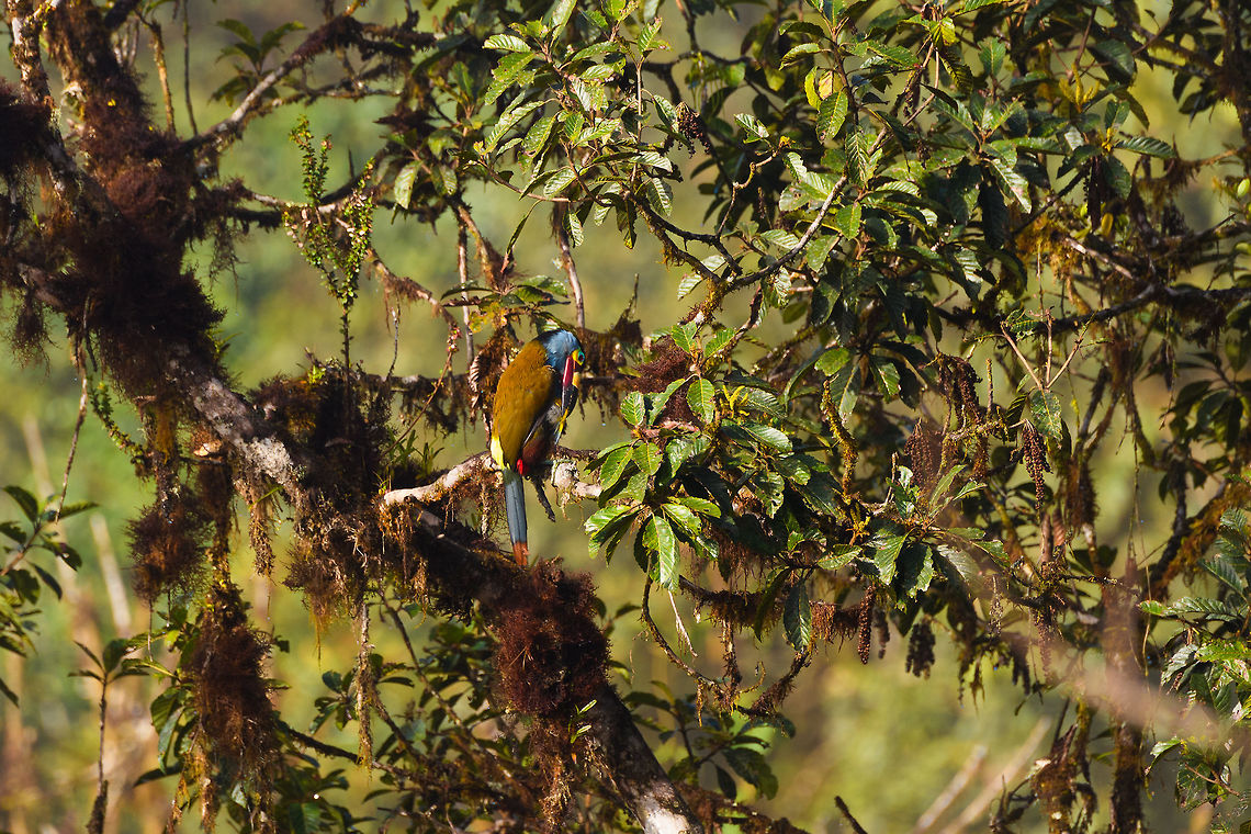 Plate-billed mountain toucan - cleaning, La Planada Nature Reserve, Colombia Here it is, the treasure bird of La Planada Nature Reserve, the main reason for birders to visit, and thereby an important source of income.<br />
<br />
Within Colombia, The plate-billed mountain toucan is only found in the extreme south, in a tiny range of very wet cloud forests. <br />
<br />
On our last morning in La Planada Nature Reserve, we had our 3rd attempt of trying to find them. On the two days prior, we did hear them in the distance, but visibility was close to none. They are big, loud birds that move in pairs or even groups. So when in the right place, they aren't the hardest bird to discover. It is typical for them to attend the edge of a forest, moving to feed, and doing so loudly. Getting them in range, however, is harder, and was our main task ahead.<br />
<br />
As luck would have it, something magical happened. The "viewpoint" cleared up. We hadn't seen any sign of the sun in days, only thick white mist, but there it was. What was once plain white now revealed a beautiful deep forested valley several miles across. <br />
<br />
Now we could not only hear them, but also see them in the far distance, using binoculars. We counted six! The following hour was spent strategically luring them into our direction using well-timed playback. Sometimes they flew in the opposite direction, and we had to start all over again. <br />
<br />
Once within the 50 metres range, we tried to be smart and strategically wait out fruit trees we figured might be popular. But the birds aren't that simple minded, it seems. They do as they please. We had a good exercise running up and down hills at length to find small gaps in the canopy giving somewhat of a view.<br />
<br />
Ultimately, we captured 3 individuals, one of which is easy to recognize by its busted bill. Another interesting detail captured that is not always obvious from most photos is that plate-billed is to be taken literally. The "plate" really looks like somebody hammered a piece of wood to the side of the bill. <br />
<br />
I'll be sharing shots generously, including some that are "light-challenged". Simply because they are awesome birds and its a species worth documenting. They are under pressure due to their tiny range being fragmented, another threat is the pet trade. <br />
<br />
<figure class="photo"><a href="https://www.jungledragon.com/image/77510/plate-billed_mountain_toucan_-_first_sight_la_planada_nature_reserve_colombia.html" title="Plate-billed mountain toucan - first sight, La Planada Nature Reserve, Colombia"><img src="https://s3.amazonaws.com/media.jungledragon.com/images/2/77510_thumb.jpg?AWSAccessKeyId=05GMT0V3GWVNE7GGM1R2&Expires=1770854410&Signature=JQC2oQYapudm7ugOwc9zNYVRtJQ%3D" width="200" height="134" alt="Plate-billed mountain toucan - first sight, La Planada Nature Reserve, Colombia Here it is, the treasure bird of La Planada Nature Reserve, the main reason for birders to visit, and thereby an important source of income.<br />
<br />
Within Colombia, The plate-billed mountain toucan is only found in the extreme south, in a tiny range of very wet cloud forests. <br />
<br />
On our last morning in La Planada Nature Reserve, we had our 3rd attempt of trying to find them. On the two days prior, we did hear them in the distance, but visibility was close to none. They are big, loud birds that move in pairs or even groups. So when in the right place, they aren't the hardest bird to discover. It is typical for them to attend the edge of a forest, moving to feed, and doing so loudly. Getting them in range, however, is harder, and was our main task ahead.<br />
<br />
As luck would have it, something magical happened. The "viewpoint" cleared up. We hadn't seen any sign of the sun in days, only thick white mist, but there it was. What was once plain white now revealed a beautiful deep forested valley several miles across. <br />
<br />
Now we could not only hear them, but also see them in the far distance, using binoculars. We counted six! The following hour was spent strategically luring them into our direction using well-timed playback. Sometimes they flew in the opposite direction, and we had to start all over again. <br />
<br />
Once within the 50 metres range, we tried to be smart and strategically wait out fruit trees we figured might be popular. But the birds aren't that simple minded, it seems. They do as they please. We had a good exercise running up and down hills at length to find small gaps in the canopy giving somewhat of a view.<br />
<br />
Ultimately, we captured 3 individuals, one of which is easy to recognize by its busted bill. Another interesting detail captured that is not always obvious from most photos is that plate-billed is to be taken literally. The "plate" really looks like somebody hammered a piece of wood to the side of the bill. <br />
<br />
I'll be sharing shots generously, including some that are "light-challenged". Simply because they are awesome birds and its a species worth documenting. They are under pressure due to their tiny range being fragmented, another threat is the pet trade. <br />
<br />
https://www.jungledragon.com/image/77511/plate-billed_mountain_toucan_-_feeding_la_planada_nature_reserve_colombia.html<br />
https://www.jungledragon.com/image/77512/plate-billed_mountain_toucan_-_cleaning_la_planada_nature_reserve_colombia.html<br />
https://www.jungledragon.com/image/77513/plate-billed_mountain_toucan_-_frontal_la_planada_nature_reserve_colombia.html<br />
https://www.jungledragon.com/image/77514/plate-billed_mountain_toucan_-_canopy_la_planada_nature_reserve_colombia.html<br />
https://www.jungledragon.com/image/77515/plate-billed_mountain_toucan_-_closeup_la_planada_nature_reserve_colombia.html<br />
https://www.jungledragon.com/image/77516/plate-billed_mountain_toucan_-_pre-flight_la_planada_nature_reserve_colombia.html<br />
https://www.jungledragon.com/image/77517/plate-billed_mountain_toucan_-_close_perch_la_planada_nature_reserve_colombia.html<br />
https://www.jungledragon.com/image/77518/plate-billed_mountain_toucan_-_remote_perch_la_planada_nature_reserve_colombia.html<br />
https://www.jungledragon.com/image/77519/plate-billed_mountain_toucan_-_canopy_2_la_planada_nature_reserve_colombia.html<br />
https://www.jungledragon.com/image/77520/plate-billed_mountain_toucan_-_rocket_la_planada_nature_reserve_colombia.html<br />
https://www.jungledragon.com/image/77521/plate-billed_mountain_toucan_-_close_perch_frontal_la_planada_nature_reserve_colombia.html Andigena laminirostris,Colombia,Colombia 2018,Colombia South,Fall,Geotagged,La Planada Nature Reserve,Plate-billed mountain toucan,South America" /></a></figure><br />
<figure class="photo"><a href="https://www.jungledragon.com/image/77511/plate-billed_mountain_toucan_-_feeding_la_planada_nature_reserve_colombia.html" title="Plate-billed mountain toucan - feeding, La Planada Nature Reserve, Colombia"><img src="https://s3.amazonaws.com/media.jungledragon.com/images/2/77511_thumb.jpg?AWSAccessKeyId=05GMT0V3GWVNE7GGM1R2&Expires=1770854410&Signature=PLNO7UEaCybc%2F4AFFTksISTJh0Q%3D" width="200" height="134" alt="Plate-billed mountain toucan - feeding, La Planada Nature Reserve, Colombia Here it is, the treasure bird of La Planada Nature Reserve, the main reason for birders to visit, and thereby an important source of income.<br />
<br />
Within Colombia, The plate-billed mountain toucan is only found in the extreme south, in a tiny range of very wet cloud forests. <br />
<br />
On our last morning in La Planada Nature Reserve, we had our 3rd attempt of trying to find them. On the two days prior, we did hear them in the distance, but visibility was close to none. They are big, loud birds that move in pairs or even groups. So when in the right place, they aren't the hardest bird to discover. It is typical for them to attend the edge of a forest, moving to feed, and doing so loudly. Getting them in range, however, is harder, and was our main task ahead.<br />
<br />
As luck would have it, something magical happened. The "viewpoint" cleared up. We hadn't seen any sign of the sun in days, only thick white mist, but there it was. What was once plain white now revealed a beautiful deep forested valley several miles across. <br />
<br />
Now we could not only hear them, but also see them in the far distance, using binoculars. We counted six! The following hour was spent strategically luring them into our direction using well-timed playback. Sometimes they flew in the opposite direction, and we had to start all over again. <br />
<br />
Once within the 50 metres range, we tried to be smart and strategically wait out fruit trees we figured might be popular. But the birds aren't that simple minded, it seems. They do as they please. We had a good exercise running up and down hills at length to find small gaps in the canopy giving somewhat of a view.<br />
<br />
Ultimately, we captured 3 individuals, one of which is easy to recognize by its busted bill. Another interesting detail captured that is not always obvious from most photos is that plate-billed is to be taken literally. The "plate" really looks like somebody hammered a piece of wood to the side of the bill. <br />
<br />
I'll be sharing shots generously, including some that are "light-challenged". Simply because they are awesome birds and its a species worth documenting. They are under pressure due to their tiny range being fragmented, another threat is the pet trade. <br />
<br />
https://www.jungledragon.com/image/77510/plate-billed_mountain_toucan_-_first_sight_la_planada_nature_reserve_colombia.html<br />
https://www.jungledragon.com/image/77512/plate-billed_mountain_toucan_-_cleaning_la_planada_nature_reserve_colombia.html<br />
https://www.jungledragon.com/image/77513/plate-billed_mountain_toucan_-_frontal_la_planada_nature_reserve_colombia.html<br />
https://www.jungledragon.com/image/77514/plate-billed_mountain_toucan_-_canopy_la_planada_nature_reserve_colombia.html<br />
https://www.jungledragon.com/image/77515/plate-billed_mountain_toucan_-_closeup_la_planada_nature_reserve_colombia.html<br />
https://www.jungledragon.com/image/77516/plate-billed_mountain_toucan_-_pre-flight_la_planada_nature_reserve_colombia.html<br />
https://www.jungledragon.com/image/77517/plate-billed_mountain_toucan_-_close_perch_la_planada_nature_reserve_colombia.html<br />
https://www.jungledragon.com/image/77518/plate-billed_mountain_toucan_-_remote_perch_la_planada_nature_reserve_colombia.html<br />
https://www.jungledragon.com/image/77519/plate-billed_mountain_toucan_-_canopy_2_la_planada_nature_reserve_colombia.html<br />
https://www.jungledragon.com/image/77520/plate-billed_mountain_toucan_-_rocket_la_planada_nature_reserve_colombia.html<br />
https://www.jungledragon.com/image/77521/plate-billed_mountain_toucan_-_close_perch_frontal_la_planada_nature_reserve_colombia.html Andigena laminirostris,Colombia,Colombia 2018,Colombia South,La Planada Nature Reserve,Plate-billed mountain toucan,South America" /></a></figure><br />
<figure class="photo"><a href="https://www.jungledragon.com/image/77513/plate-billed_mountain_toucan_-_frontal_la_planada_nature_reserve_colombia.html" title="Plate-billed mountain toucan - frontal, La Planada Nature Reserve, Colombia"><img src="https://s3.amazonaws.com/media.jungledragon.com/images/2/77513_thumb.jpg?AWSAccessKeyId=05GMT0V3GWVNE7GGM1R2&Expires=1770854410&Signature=C%2BETb6UedFych4V%2BmPgI%2FFoz9TQ%3D" width="102" height="152" alt="Plate-billed mountain toucan - frontal, La Planada Nature Reserve, Colombia Here it is, the treasure bird of La Planada Nature Reserve, the main reason for birders to visit, and thereby an important source of income.<br />
<br />
Within Colombia, The plate-billed mountain toucan is only found in the extreme south, in a tiny range of very wet cloud forests. <br />
<br />
On our last morning in La Planada Nature Reserve, we had our 3rd attempt of trying to find them. On the two days prior, we did hear them in the distance, but visibility was close to none. They are big, loud birds that move in pairs or even groups. So when in the right place, they aren't the hardest bird to discover. It is typical for them to attend the edge of a forest, moving to feed, and doing so loudly. Getting them in range, however, is harder, and was our main task ahead.<br />
<br />
As luck would have it, something magical happened. The "viewpoint" cleared up. We hadn't seen any sign of the sun in days, only thick white mist, but there it was. What was once plain white now revealed a beautiful deep forested valley several miles across. <br />
<br />
Now we could not only hear them, but also see them in the far distance, using binoculars. We counted six! The following hour was spent strategically luring them into our direction using well-timed playback. Sometimes they flew in the opposite direction, and we had to start all over again. <br />
<br />
Once within the 50 metres range, we tried to be smart and strategically wait out fruit trees we figured might be popular. But the birds aren't that simple minded, it seems. They do as they please. We had a good exercise running up and down hills at length to find small gaps in the canopy giving somewhat of a view.<br />
<br />
Ultimately, we captured 3 individuals, one of which is easy to recognize by its busted bill. Another interesting detail captured that is not always obvious from most photos is that plate-billed is to be taken literally. The "plate" really looks like somebody hammered a piece of wood to the side of the bill. <br />
<br />
I'll be sharing shots generously, including some that are "light-challenged". Simply because they are awesome birds and its a species worth documenting. They are under pressure due to their tiny range being fragmented, another threat is the pet trade. <br />
<br />
https://www.jungledragon.com/image/77510/plate-billed_mountain_toucan_-_first_sight_la_planada_nature_reserve_colombia.html<br />
https://www.jungledragon.com/image/77511/plate-billed_mountain_toucan_-_feeding_la_planada_nature_reserve_colombia.html<br />
https://www.jungledragon.com/image/77512/plate-billed_mountain_toucan_-_cleaning_la_planada_nature_reserve_colombia.html<br />
https://www.jungledragon.com/image/77514/plate-billed_mountain_toucan_-_canopy_la_planada_nature_reserve_colombia.html<br />
https://www.jungledragon.com/image/77515/plate-billed_mountain_toucan_-_closeup_la_planada_nature_reserve_colombia.html<br />
https://www.jungledragon.com/image/77516/plate-billed_mountain_toucan_-_pre-flight_la_planada_nature_reserve_colombia.html<br />
https://www.jungledragon.com/image/77517/plate-billed_mountain_toucan_-_close_perch_la_planada_nature_reserve_colombia.html<br />
https://www.jungledragon.com/image/77518/plate-billed_mountain_toucan_-_remote_perch_la_planada_nature_reserve_colombia.html<br />
https://www.jungledragon.com/image/77519/plate-billed_mountain_toucan_-_canopy_2_la_planada_nature_reserve_colombia.html<br />
https://www.jungledragon.com/image/77520/plate-billed_mountain_toucan_-_rocket_la_planada_nature_reserve_colombia.html<br />
https://www.jungledragon.com/image/77521/plate-billed_mountain_toucan_-_close_perch_frontal_la_planada_nature_reserve_colombia.html Andigena laminirostris,Colombia,Colombia 2018,Colombia South,Fall,Geotagged,La Planada Nature Reserve,Plate-billed mountain toucan,South America" /></a></figure><br />
<figure class="photo"><a href="https://www.jungledragon.com/image/77514/plate-billed_mountain_toucan_-_canopy_la_planada_nature_reserve_colombia.html" title="Plate-billed mountain toucan - canopy, La Planada Nature Reserve, Colombia"><img src="https://s3.amazonaws.com/media.jungledragon.com/images/2/77514_thumb.jpg?AWSAccessKeyId=05GMT0V3GWVNE7GGM1R2&Expires=1770854410&Signature=cWkKT68vuqIo96nYVWv3O5gRcos%3D" width="200" height="134" alt="Plate-billed mountain toucan - canopy, La Planada Nature Reserve, Colombia Here it is, the treasure bird of La Planada Nature Reserve, the main reason for birders to visit, and thereby an important source of income.<br />
<br />
Within Colombia, The plate-billed mountain toucan is only found in the extreme south, in a tiny range of very wet cloud forests. <br />
<br />
On our last morning in La Planada Nature Reserve, we had our 3rd attempt of trying to find them. On the two days prior, we did hear them in the distance, but visibility was close to none. They are big, loud birds that move in pairs or even groups. So when in the right place, they aren't the hardest bird to discover. It is typical for them to attend the edge of a forest, moving to feed, and doing so loudly. Getting them in range, however, is harder, and was our main task ahead.<br />
<br />
As luck would have it, something magical happened. The "viewpoint" cleared up. We hadn't seen any sign of the sun in days, only thick white mist, but there it was. What was once plain white now revealed a beautiful deep forested valley several miles across. <br />
<br />
Now we could not only hear them, but also see them in the far distance, using binoculars. We counted six! The following hour was spent strategically luring them into our direction using well-timed playback. Sometimes they flew in the opposite direction, and we had to start all over again. <br />
<br />
Once within the 50 metres range, we tried to be smart and strategically wait out fruit trees we figured might be popular. But the birds aren't that simple minded, it seems. They do as they please. We had a good exercise running up and down hills at length to find small gaps in the canopy giving somewhat of a view.<br />
<br />
Ultimately, we captured 3 individuals, one of which is easy to recognize by its busted bill. Another interesting detail captured that is not always obvious from most photos is that plate-billed is to be taken literally. The "plate" really looks like somebody hammered a piece of wood to the side of the bill. <br />
<br />
I'll be sharing shots generously, including some that are "light-challenged". Simply because they are awesome birds and its a species worth documenting. They are under pressure due to their tiny range being fragmented, another threat is the pet trade. <br />
<br />
https://www.jungledragon.com/image/77510/plate-billed_mountain_toucan_-_first_sight_la_planada_nature_reserve_colombia.html<br />
https://www.jungledragon.com/image/77511/plate-billed_mountain_toucan_-_feeding_la_planada_nature_reserve_colombia.html<br />
https://www.jungledragon.com/image/77512/plate-billed_mountain_toucan_-_cleaning_la_planada_nature_reserve_colombia.html<br />
https://www.jungledragon.com/image/77513/plate-billed_mountain_toucan_-_frontal_la_planada_nature_reserve_colombia.html<br />
https://www.jungledragon.com/image/77515/plate-billed_mountain_toucan_-_closeup_la_planada_nature_reserve_colombia.html<br />
https://www.jungledragon.com/image/77516/plate-billed_mountain_toucan_-_pre-flight_la_planada_nature_reserve_colombia.html<br />
https://www.jungledragon.com/image/77517/plate-billed_mountain_toucan_-_close_perch_la_planada_nature_reserve_colombia.html<br />
https://www.jungledragon.com/image/77518/plate-billed_mountain_toucan_-_remote_perch_la_planada_nature_reserve_colombia.html<br />
https://www.jungledragon.com/image/77519/plate-billed_mountain_toucan_-_canopy_2_la_planada_nature_reserve_colombia.html<br />
https://www.jungledragon.com/image/77520/plate-billed_mountain_toucan_-_rocket_la_planada_nature_reserve_colombia.html<br />
https://www.jungledragon.com/image/77521/plate-billed_mountain_toucan_-_close_perch_frontal_la_planada_nature_reserve_colombia.html Andigena laminirostris,Colombia,Colombia 2018,Colombia South,Fall,Geotagged,La Planada Nature Reserve,Plate-billed mountain toucan,South America" /></a></figure><br />
<figure class="photo"><a href="https://www.jungledragon.com/image/77515/plate-billed_mountain_toucan_-_closeup_la_planada_nature_reserve_colombia.html" title="Plate-billed mountain toucan - closeup, La Planada Nature Reserve, Colombia"><img src="https://s3.amazonaws.com/media.jungledragon.com/images/2/77515_thumb.jpg?AWSAccessKeyId=05GMT0V3GWVNE7GGM1R2&Expires=1770854410&Signature=Tj8ZowrbM2EeWzU9U%2Faf%2FaN7g4Q%3D" width="112" height="152" alt="Plate-billed mountain toucan - closeup, La Planada Nature Reserve, Colombia Here it is, the treasure bird of La Planada Nature Reserve, the main reason for birders to visit, and thereby an important source of income.<br />
<br />
Within Colombia, The plate-billed mountain toucan is only found in the extreme south, in a tiny range of very wet cloud forests. <br />
<br />
On our last morning in La Planada Nature Reserve, we had our 3rd attempt of trying to find them. On the two days prior, we did hear them in the distance, but visibility was close to none. They are big, loud birds that move in pairs or even groups. So when in the right place, they aren't the hardest bird to discover. It is typical for them to attend the edge of a forest, moving to feed, and doing so loudly. Getting them in range, however, is harder, and was our main task ahead.<br />
<br />
As luck would have it, something magical happened. The "viewpoint" cleared up. We hadn't seen any sign of the sun in days, only thick white mist, but there it was. What was once plain white now revealed a beautiful deep forested valley several miles across. <br />
<br />
Now we could not only hear them, but also see them in the far distance, using binoculars. We counted six! The following hour was spent strategically luring them into our direction using well-timed playback. Sometimes they flew in the opposite direction, and we had to start all over again. <br />
<br />
Once within the 50 metres range, we tried to be smart and strategically wait out fruit trees we figured might be popular. But the birds aren't that simple minded, it seems. They do as they please. We had a good exercise running up and down hills at length to find small gaps in the canopy giving somewhat of a view.<br />
<br />
Ultimately, we captured 3 individuals, one of which is easy to recognize by its busted bill. Another interesting detail captured that is not always obvious from most photos is that plate-billed is to be taken literally. The "plate" really looks like somebody hammered a piece of wood to the side of the bill. <br />
<br />
I'll be sharing shots generously, including some that are "light-challenged". Simply because they are awesome birds and its a species worth documenting. They are under pressure due to their tiny range being fragmented, another threat is the pet trade. <br />
<br />
https://www.jungledragon.com/image/77510/plate-billed_mountain_toucan_-_first_sight_la_planada_nature_reserve_colombia.html<br />
https://www.jungledragon.com/image/77511/plate-billed_mountain_toucan_-_feeding_la_planada_nature_reserve_colombia.html<br />
https://www.jungledragon.com/image/77512/plate-billed_mountain_toucan_-_cleaning_la_planada_nature_reserve_colombia.html<br />
https://www.jungledragon.com/image/77513/plate-billed_mountain_toucan_-_frontal_la_planada_nature_reserve_colombia.html<br />
https://www.jungledragon.com/image/77514/plate-billed_mountain_toucan_-_canopy_la_planada_nature_reserve_colombia.html<br />
https://www.jungledragon.com/image/77516/plate-billed_mountain_toucan_-_pre-flight_la_planada_nature_reserve_colombia.html<br />
https://www.jungledragon.com/image/77517/plate-billed_mountain_toucan_-_close_perch_la_planada_nature_reserve_colombia.html<br />
https://www.jungledragon.com/image/77518/plate-billed_mountain_toucan_-_remote_perch_la_planada_nature_reserve_colombia.html<br />
https://www.jungledragon.com/image/77519/plate-billed_mountain_toucan_-_canopy_2_la_planada_nature_reserve_colombia.html<br />
https://www.jungledragon.com/image/77520/plate-billed_mountain_toucan_-_rocket_la_planada_nature_reserve_colombia.html<br />
https://www.jungledragon.com/image/77521/plate-billed_mountain_toucan_-_close_perch_frontal_la_planada_nature_reserve_colombia.html Andigena laminirostris,Colombia,Colombia 2018,Colombia South,Fall,Geotagged,La Planada Nature Reserve,Plate-billed mountain toucan,South America" /></a></figure><br />
<figure class="photo"><a href="https://www.jungledragon.com/image/77516/plate-billed_mountain_toucan_-_pre-flight_la_planada_nature_reserve_colombia.html" title="Plate-billed mountain toucan - pre-flight, La Planada Nature Reserve, Colombia"><img src="https://s3.amazonaws.com/media.jungledragon.com/images/2/77516_thumb.jpg?AWSAccessKeyId=05GMT0V3GWVNE7GGM1R2&Expires=1770854410&Signature=p98X257Oln%2FhHkZ%2FtU7C4fCdqbE%3D" width="200" height="134" alt="Plate-billed mountain toucan - pre-flight, La Planada Nature Reserve, Colombia Here it is, the treasure bird of La Planada Nature Reserve, the main reason for birders to visit, and thereby an important source of income.<br />
<br />
Within Colombia, The plate-billed mountain toucan is only found in the extreme south, in a tiny range of very wet cloud forests. <br />
<br />
On our last morning in La Planada Nature Reserve, we had our 3rd attempt of trying to find them. On the two days prior, we did hear them in the distance, but visibility was close to none. They are big, loud birds that move in pairs or even groups. So when in the right place, they aren't the hardest bird to discover. It is typical for them to attend the edge of a forest, moving to feed, and doing so loudly. Getting them in range, however, is harder, and was our main task ahead.<br />
<br />
As luck would have it, something magical happened. The "viewpoint" cleared up. We hadn't seen any sign of the sun in days, only thick white mist, but there it was. What was once plain white now revealed a beautiful deep forested valley several miles across. <br />
<br />
Now we could not only hear them, but also see them in the far distance, using binoculars. We counted six! The following hour was spent strategically luring them into our direction using well-timed playback. Sometimes they flew in the opposite direction, and we had to start all over again. <br />
<br />
Once within the 50 metres range, we tried to be smart and strategically wait out fruit trees we figured might be popular. But the birds aren't that simple minded, it seems. They do as they please. We had a good exercise running up and down hills at length to find small gaps in the canopy giving somewhat of a view.<br />
<br />
Ultimately, we captured 3 individuals, one of which is easy to recognize by its busted bill. Another interesting detail captured that is not always obvious from most photos is that plate-billed is to be taken literally. The "plate" really looks like somebody hammered a piece of wood to the side of the bill. <br />
<br />
I'll be sharing shots generously, including some that are "light-challenged". Simply because they are awesome birds and its a species worth documenting. They are under pressure due to their tiny range being fragmented, another threat is the pet trade. <br />
<br />
https://www.jungledragon.com/image/77510/plate-billed_mountain_toucan_-_first_sight_la_planada_nature_reserve_colombia.html<br />
https://www.jungledragon.com/image/77511/plate-billed_mountain_toucan_-_feeding_la_planada_nature_reserve_colombia.html<br />
https://www.jungledragon.com/image/77512/plate-billed_mountain_toucan_-_cleaning_la_planada_nature_reserve_colombia.html<br />
https://www.jungledragon.com/image/77513/plate-billed_mountain_toucan_-_frontal_la_planada_nature_reserve_colombia.html<br />
https://www.jungledragon.com/image/77514/plate-billed_mountain_toucan_-_canopy_la_planada_nature_reserve_colombia.html<br />
https://www.jungledragon.com/image/77515/plate-billed_mountain_toucan_-_closeup_la_planada_nature_reserve_colombia.html<br />
https://www.jungledragon.com/image/77517/plate-billed_mountain_toucan_-_close_perch_la_planada_nature_reserve_colombia.html<br />
https://www.jungledragon.com/image/77518/plate-billed_mountain_toucan_-_remote_perch_la_planada_nature_reserve_colombia.html<br />
https://www.jungledragon.com/image/77519/plate-billed_mountain_toucan_-_canopy_2_la_planada_nature_reserve_colombia.html<br />
https://www.jungledragon.com/image/77520/plate-billed_mountain_toucan_-_rocket_la_planada_nature_reserve_colombia.html<br />
https://www.jungledragon.com/image/77521/plate-billed_mountain_toucan_-_close_perch_frontal_la_planada_nature_reserve_colombia.html Andigena laminirostris,Colombia,Colombia 2018,Colombia South,Fall,Geotagged,La Planada Nature Reserve,Plate-billed mountain toucan,South America" /></a></figure><br />
<figure class="photo"><a href="https://www.jungledragon.com/image/77517/plate-billed_mountain_toucan_-_close_perch_la_planada_nature_reserve_colombia.html" title="Plate-billed mountain toucan - close perch, La Planada Nature Reserve, Colombia"><img src="https://s3.amazonaws.com/media.jungledragon.com/images/2/77517_thumb.jpg?AWSAccessKeyId=05GMT0V3GWVNE7GGM1R2&Expires=1770854410&Signature=cs4dQWD7fo83uKHR8aWbzleGdxE%3D" width="200" height="198" alt="Plate-billed mountain toucan - close perch, La Planada Nature Reserve, Colombia Here it is, the treasure bird of La Planada Nature Reserve, the main reason for birders to visit, and thereby an important source of income.<br />
<br />
Within Colombia, The plate-billed mountain toucan is only found in the extreme south, in a tiny range of very wet cloud forests. <br />
<br />
On our last morning in La Planada Nature Reserve, we had our 3rd attempt of trying to find them. On the two days prior, we did hear them in the distance, but visibility was close to none. They are big, loud birds that move in pairs or even groups. So when in the right place, they aren't the hardest bird to discover. It is typical for them to attend the edge of a forest, moving to feed, and doing so loudly. Getting them in range, however, is harder, and was our main task ahead.<br />
<br />
As luck would have it, something magical happened. The "viewpoint" cleared up. We hadn't seen any sign of the sun in days, only thick white mist, but there it was. What was once plain white now revealed a beautiful deep forested valley several miles across. <br />
<br />
Now we could not only hear them, but also see them in the far distance, using binoculars. We counted six! The following hour was spent strategically luring them into our direction using well-timed playback. Sometimes they flew in the opposite direction, and we had to start all over again. <br />
<br />
Once within the 50 metres range, we tried to be smart and strategically wait out fruit trees we figured might be popular. But the birds aren't that simple minded, it seems. They do as they please. We had a good exercise running up and down hills at length to find small gaps in the canopy giving somewhat of a view.<br />
<br />
Ultimately, we captured 3 individuals, one of which is easy to recognize by its busted bill. Another interesting detail captured that is not always obvious from most photos is that plate-billed is to be taken literally. The "plate" really looks like somebody hammered a piece of wood to the side of the bill. <br />
<br />
I'll be sharing shots generously, including some that are "light-challenged". Simply because they are awesome birds and its a species worth documenting. They are under pressure due to their tiny range being fragmented, another threat is the pet trade. <br />
<br />
https://www.jungledragon.com/image/77510/plate-billed_mountain_toucan_-_first_sight_la_planada_nature_reserve_colombia.html<br />
https://www.jungledragon.com/image/77511/plate-billed_mountain_toucan_-_feeding_la_planada_nature_reserve_colombia.html<br />
https://www.jungledragon.com/image/77512/plate-billed_mountain_toucan_-_cleaning_la_planada_nature_reserve_colombia.html<br />
https://www.jungledragon.com/image/77513/plate-billed_mountain_toucan_-_frontal_la_planada_nature_reserve_colombia.html<br />
https://www.jungledragon.com/image/77514/plate-billed_mountain_toucan_-_canopy_la_planada_nature_reserve_colombia.html<br />
https://www.jungledragon.com/image/77515/plate-billed_mountain_toucan_-_closeup_la_planada_nature_reserve_colombia.html<br />
https://www.jungledragon.com/image/77516/plate-billed_mountain_toucan_-_pre-flight_la_planada_nature_reserve_colombia.html<br />
https://www.jungledragon.com/image/77518/plate-billed_mountain_toucan_-_remote_perch_la_planada_nature_reserve_colombia.html<br />
https://www.jungledragon.com/image/77519/plate-billed_mountain_toucan_-_canopy_2_la_planada_nature_reserve_colombia.html<br />
https://www.jungledragon.com/image/77520/plate-billed_mountain_toucan_-_rocket_la_planada_nature_reserve_colombia.html<br />
https://www.jungledragon.com/image/77521/plate-billed_mountain_toucan_-_close_perch_frontal_la_planada_nature_reserve_colombia.html Andigena laminirostris,Colombia,Colombia 2018,Colombia South,Fall,Geotagged,La Planada Nature Reserve,Plate-billed mountain toucan,South America" /></a></figure><br />
<figure class="photo"><a href="https://www.jungledragon.com/image/77518/plate-billed_mountain_toucan_-_remote_perch_la_planada_nature_reserve_colombia.html" title="Plate-billed mountain toucan - remote perch, La Planada Nature Reserve, Colombia"><img src="https://s3.amazonaws.com/media.jungledragon.com/images/2/77518_thumb.jpg?AWSAccessKeyId=05GMT0V3GWVNE7GGM1R2&Expires=1770854410&Signature=YvnmAMix6Z6Vc65td97gyQo4wRE%3D" width="200" height="134" alt="Plate-billed mountain toucan - remote perch, La Planada Nature Reserve, Colombia Here it is, the treasure bird of La Planada Nature Reserve, the main reason for birders to visit, and thereby an important source of income.<br />
<br />
Within Colombia, The plate-billed mountain toucan is only found in the extreme south, in a tiny range of very wet cloud forests. <br />
<br />
On our last morning in La Planada Nature Reserve, we had our 3rd attempt of trying to find them. On the two days prior, we did hear them in the distance, but visibility was close to none. They are big, loud birds that move in pairs or even groups. So when in the right place, they aren't the hardest bird to discover. It is typical for them to attend the edge of a forest, moving to feed, and doing so loudly. Getting them in range, however, is harder, and was our main task ahead.<br />
<br />
As luck would have it, something magical happened. The "viewpoint" cleared up. We hadn't seen any sign of the sun in days, only thick white mist, but there it was. What was once plain white now revealed a beautiful deep forested valley several miles across. <br />
<br />
Now we could not only hear them, but also see them in the far distance, using binoculars. We counted six! The following hour was spent strategically luring them into our direction using well-timed playback. Sometimes they flew in the opposite direction, and we had to start all over again. <br />
<br />
Once within the 50 metres range, we tried to be smart and strategically wait out fruit trees we figured might be popular. But the birds aren't that simple minded, it seems. They do as they please. We had a good exercise running up and down hills at length to find small gaps in the canopy giving somewhat of a view.<br />
<br />
Ultimately, we captured 3 individuals, one of which is easy to recognize by its busted bill. Another interesting detail captured that is not always obvious from most photos is that plate-billed is to be taken literally. The "plate" really looks like somebody hammered a piece of wood to the side of the bill. <br />
<br />
I'll be sharing shots generously, including some that are "light-challenged". Simply because they are awesome birds and its a species worth documenting. They are under pressure due to their tiny range being fragmented, another threat is the pet trade. <br />
<br />
https://www.jungledragon.com/image/77510/plate-billed_mountain_toucan_-_first_sight_la_planada_nature_reserve_colombia.html<br />
https://www.jungledragon.com/image/77511/plate-billed_mountain_toucan_-_feeding_la_planada_nature_reserve_colombia.html<br />
https://www.jungledragon.com/image/77512/plate-billed_mountain_toucan_-_cleaning_la_planada_nature_reserve_colombia.html<br />
https://www.jungledragon.com/image/77513/plate-billed_mountain_toucan_-_frontal_la_planada_nature_reserve_colombia.html<br />
https://www.jungledragon.com/image/77514/plate-billed_mountain_toucan_-_canopy_la_planada_nature_reserve_colombia.html<br />
https://www.jungledragon.com/image/77515/plate-billed_mountain_toucan_-_closeup_la_planada_nature_reserve_colombia.html<br />
https://www.jungledragon.com/image/77516/plate-billed_mountain_toucan_-_pre-flight_la_planada_nature_reserve_colombia.html<br />
https://www.jungledragon.com/image/77517/plate-billed_mountain_toucan_-_close_perch_la_planada_nature_reserve_colombia.html<br />
https://www.jungledragon.com/image/77519/plate-billed_mountain_toucan_-_canopy_2_la_planada_nature_reserve_colombia.html<br />
https://www.jungledragon.com/image/77520/plate-billed_mountain_toucan_-_rocket_la_planada_nature_reserve_colombia.html<br />
https://www.jungledragon.com/image/77521/plate-billed_mountain_toucan_-_close_perch_frontal_la_planada_nature_reserve_colombia.html Andigena laminirostris,Colombia,Colombia 2018,Colombia South,Fall,Geotagged,La Planada Nature Reserve,Plate-billed mountain toucan,South America" /></a></figure><br />
<figure class="photo"><a href="https://www.jungledragon.com/image/77519/plate-billed_mountain_toucan_-_canopy_2_la_planada_nature_reserve_colombia.html" title="Plate-billed mountain toucan - canopy 2, La Planada Nature Reserve, Colombia"><img src="https://s3.amazonaws.com/media.jungledragon.com/images/2/77519_thumb.jpg?AWSAccessKeyId=05GMT0V3GWVNE7GGM1R2&Expires=1770854410&Signature=YPVC340VIdX3ziufcigUnJ7BDL4%3D" width="200" height="134" alt="Plate-billed mountain toucan - canopy 2, La Planada Nature Reserve, Colombia Here it is, the treasure bird of La Planada Nature Reserve, the main reason for birders to visit, and thereby an important source of income.<br />
<br />
Within Colombia, The plate-billed mountain toucan is only found in the extreme south, in a tiny range of very wet cloud forests. <br />
<br />
On our last morning in La Planada Nature Reserve, we had our 3rd attempt of trying to find them. On the two days prior, we did hear them in the distance, but visibility was close to none. They are big, loud birds that move in pairs or even groups. So when in the right place, they aren't the hardest bird to discover. It is typical for them to attend the edge of a forest, moving to feed, and doing so loudly. Getting them in range, however, is harder, and was our main task ahead.<br />
<br />
As luck would have it, something magical happened. The "viewpoint" cleared up. We hadn't seen any sign of the sun in days, only thick white mist, but there it was. What was once plain white now revealed a beautiful deep forested valley several miles across. <br />
<br />
Now we could not only hear them, but also see them in the far distance, using binoculars. We counted six! The following hour was spent strategically luring them into our direction using well-timed playback. Sometimes they flew in the opposite direction, and we had to start all over again. <br />
<br />
Once within the 50 metres range, we tried to be smart and strategically wait out fruit trees we figured might be popular. But the birds aren't that simple minded, it seems. They do as they please. We had a good exercise running up and down hills at length to find small gaps in the canopy giving somewhat of a view.<br />
<br />
Ultimately, we captured 3 individuals, one of which is easy to recognize by its busted bill. Another interesting detail captured that is not always obvious from most photos is that plate-billed is to be taken literally. The "plate" really looks like somebody hammered a piece of wood to the side of the bill. <br />
<br />
I'll be sharing shots generously, including some that are "light-challenged". Simply because they are awesome birds and its a species worth documenting. They are under pressure due to their tiny range being fragmented, another threat is the pet trade. <br />
<br />
https://www.jungledragon.com/image/77510/plate-billed_mountain_toucan_-_first_sight_la_planada_nature_reserve_colombia.html<br />
https://www.jungledragon.com/image/77511/plate-billed_mountain_toucan_-_feeding_la_planada_nature_reserve_colombia.html<br />
https://www.jungledragon.com/image/77512/plate-billed_mountain_toucan_-_cleaning_la_planada_nature_reserve_colombia.html<br />
https://www.jungledragon.com/image/77513/plate-billed_mountain_toucan_-_frontal_la_planada_nature_reserve_colombia.html<br />
https://www.jungledragon.com/image/77514/plate-billed_mountain_toucan_-_canopy_la_planada_nature_reserve_colombia.html<br />
https://www.jungledragon.com/image/77515/plate-billed_mountain_toucan_-_closeup_la_planada_nature_reserve_colombia.html<br />
https://www.jungledragon.com/image/77516/plate-billed_mountain_toucan_-_pre-flight_la_planada_nature_reserve_colombia.html<br />
https://www.jungledragon.com/image/77517/plate-billed_mountain_toucan_-_close_perch_la_planada_nature_reserve_colombia.html<br />
https://www.jungledragon.com/image/77518/plate-billed_mountain_toucan_-_remote_perch_la_planada_nature_reserve_colombia.html<br />
https://www.jungledragon.com/image/77520/plate-billed_mountain_toucan_-_rocket_la_planada_nature_reserve_colombia.html<br />
https://www.jungledragon.com/image/77521/plate-billed_mountain_toucan_-_close_perch_frontal_la_planada_nature_reserve_colombia.html Andigena laminirostris,Colombia,Colombia 2018,Colombia South,Fall,Geotagged,La Planada Nature Reserve,Plate-billed mountain toucan,South America" /></a></figure><br />
<figure class="photo"><a href="https://www.jungledragon.com/image/77520/plate-billed_mountain_toucan_-_rocket_la_planada_nature_reserve_colombia.html" title="Plate-billed mountain toucan - rocket, La Planada Nature Reserve, Colombia"><img src="https://s3.amazonaws.com/media.jungledragon.com/images/2/77520_thumb.jpg?AWSAccessKeyId=05GMT0V3GWVNE7GGM1R2&Expires=1770854410&Signature=ip3Rry%2FX1HrAdX%2FVUb5LDoj1qjw%3D" width="200" height="134" alt="Plate-billed mountain toucan - rocket, La Planada Nature Reserve, Colombia Here it is, the treasure bird of La Planada Nature Reserve, the main reason for birders to visit, and thereby an important source of income.<br />
<br />
Within Colombia, The plate-billed mountain toucan is only found in the extreme south, in a tiny range of very wet cloud forests. <br />
<br />
On our last morning in La Planada Nature Reserve, we had our 3rd attempt of trying to find them. On the two days prior, we did hear them in the distance, but visibility was close to none. They are big, loud birds that move in pairs or even groups. So when in the right place, they aren't the hardest bird to discover. It is typical for them to attend the edge of a forest, moving to feed, and doing so loudly. Getting them in range, however, is harder, and was our main task ahead.<br />
<br />
As luck would have it, something magical happened. The "viewpoint" cleared up. We hadn't seen any sign of the sun in days, only thick white mist, but there it was. What was once plain white now revealed a beautiful deep forested valley several miles across. <br />
<br />
Now we could not only hear them, but also see them in the far distance, using binoculars. We counted six! The following hour was spent strategically luring them into our direction using well-timed playback. Sometimes they flew in the opposite direction, and we had to start all over again. <br />
<br />
Once within the 50 metres range, we tried to be smart and strategically wait out fruit trees we figured might be popular. But the birds aren't that simple minded, it seems. They do as they please. We had a good exercise running up and down hills at length to find small gaps in the canopy giving somewhat of a view.<br />
<br />
Ultimately, we captured 3 individuals, one of which is easy to recognize by its busted bill. Another interesting detail captured that is not always obvious from most photos is that plate-billed is to be taken literally. The "plate" really looks like somebody hammered a piece of wood to the side of the bill. <br />
<br />
I'll be sharing shots generously, including some that are "light-challenged". Simply because they are awesome birds and its a species worth documenting. They are under pressure due to their tiny range being fragmented, another threat is the pet trade. <br />
<br />
https://www.jungledragon.com/image/77510/plate-billed_mountain_toucan_-_first_sight_la_planada_nature_reserve_colombia.html<br />
https://www.jungledragon.com/image/77511/plate-billed_mountain_toucan_-_feeding_la_planada_nature_reserve_colombia.html<br />
https://www.jungledragon.com/image/77512/plate-billed_mountain_toucan_-_cleaning_la_planada_nature_reserve_colombia.html<br />
https://www.jungledragon.com/image/77513/plate-billed_mountain_toucan_-_frontal_la_planada_nature_reserve_colombia.html<br />
https://www.jungledragon.com/image/77514/plate-billed_mountain_toucan_-_canopy_la_planada_nature_reserve_colombia.html<br />
https://www.jungledragon.com/image/77515/plate-billed_mountain_toucan_-_closeup_la_planada_nature_reserve_colombia.html<br />
https://www.jungledragon.com/image/77516/plate-billed_mountain_toucan_-_pre-flight_la_planada_nature_reserve_colombia.html<br />
https://www.jungledragon.com/image/77517/plate-billed_mountain_toucan_-_close_perch_la_planada_nature_reserve_colombia.html<br />
https://www.jungledragon.com/image/77518/plate-billed_mountain_toucan_-_remote_perch_la_planada_nature_reserve_colombia.html<br />
https://www.jungledragon.com/image/77519/plate-billed_mountain_toucan_-_canopy_2_la_planada_nature_reserve_colombia.html<br />
https://www.jungledragon.com/image/77521/plate-billed_mountain_toucan_-_close_perch_frontal_la_planada_nature_reserve_colombia.html Andigena laminirostris,Colombia,Colombia 2018,Colombia South,Fall,Geotagged,La Planada Nature Reserve,Plate-billed mountain toucan,South America" /></a></figure><br />
<figure class="photo"><a href="https://www.jungledragon.com/image/77521/plate-billed_mountain_toucan_-_close_perch_frontal_la_planada_nature_reserve_colombia.html" title="Plate-billed mountain toucan - close perch frontal, La Planada Nature Reserve, Colombia"><img src="https://s3.amazonaws.com/media.jungledragon.com/images/2/77521_thumb.jpg?AWSAccessKeyId=05GMT0V3GWVNE7GGM1R2&Expires=1770854410&Signature=1CVRusRcIfar%2F73PMEaPxZldR2I%3D" width="150" height="152" alt="Plate-billed mountain toucan - close perch frontal, La Planada Nature Reserve, Colombia Here it is, the treasure bird of La Planada Nature Reserve, the main reason for birders to visit, and thereby an important source of income.<br />
<br />
Within Colombia, The plate-billed mountain toucan is only found in the extreme south, in a tiny range of very wet cloud forests. <br />
<br />
On our last morning in La Planada Nature Reserve, we had our 3rd attempt of trying to find them. On the two days prior, we did hear them in the distance, but visibility was close to none. They are big, loud birds that move in pairs or even groups. So when in the right place, they aren't the hardest bird to discover. It is typical for them to attend the edge of a forest, moving to feed, and doing so loudly. Getting them in range, however, is harder, and was our main task ahead.<br />
<br />
As luck would have it, something magical happened. The "viewpoint" cleared up. We hadn't seen any sign of the sun in days, only thick white mist, but there it was. What was once plain white now revealed a beautiful deep forested valley several miles across. <br />
<br />
Now we could not only hear them, but also see them in the far distance, using binoculars. We counted six! The following hour was spent strategically luring them into our direction using well-timed playback. Sometimes they flew in the opposite direction, and we had to start all over again. <br />
<br />
Once within the 50 metres range, we tried to be smart and strategically wait out fruit trees we figured might be popular. But the birds aren't that simple minded, it seems. They do as they please. We had a good exercise running up and down hills at length to find small gaps in the canopy giving somewhat of a view.<br />
<br />
Ultimately, we captured 3 individuals, one of which is easy to recognize by its busted bill. Another interesting detail captured that is not always obvious from most photos is that plate-billed is to be taken literally. The "plate" really looks like somebody hammered a piece of wood to the side of the bill. <br />
<br />
I'll be sharing shots generously, including some that are "light-challenged". Simply because they are awesome birds and its a species worth documenting. They are under pressure due to their tiny range being fragmented, another threat is the pet trade. <br />
<br />
https://www.jungledragon.com/image/77510/plate-billed_mountain_toucan_-_first_sight_la_planada_nature_reserve_colombia.html<br />
https://www.jungledragon.com/image/77511/plate-billed_mountain_toucan_-_feeding_la_planada_nature_reserve_colombia.html<br />
https://www.jungledragon.com/image/77512/plate-billed_mountain_toucan_-_cleaning_la_planada_nature_reserve_colombia.html<br />
https://www.jungledragon.com/image/77513/plate-billed_mountain_toucan_-_frontal_la_planada_nature_reserve_colombia.html<br />
https://www.jungledragon.com/image/77514/plate-billed_mountain_toucan_-_canopy_la_planada_nature_reserve_colombia.html<br />
https://www.jungledragon.com/image/77515/plate-billed_mountain_toucan_-_closeup_la_planada_nature_reserve_colombia.html<br />
https://www.jungledragon.com/image/77516/plate-billed_mountain_toucan_-_pre-flight_la_planada_nature_reserve_colombia.html<br />
https://www.jungledragon.com/image/77517/plate-billed_mountain_toucan_-_close_perch_la_planada_nature_reserve_colombia.html<br />
https://www.jungledragon.com/image/77518/plate-billed_mountain_toucan_-_remote_perch_la_planada_nature_reserve_colombia.html<br />
https://www.jungledragon.com/image/77519/plate-billed_mountain_toucan_-_canopy_2_la_planada_nature_reserve_colombia.html<br />
https://www.jungledragon.com/image/77520/plate-billed_mountain_toucan_-_rocket_la_planada_nature_reserve_colombia.html Andigena laminirostris,Colombia,Colombia 2018,Colombia South,Fall,Geotagged,La Planada Nature Reserve,Plate-billed mountain toucan,South America" /></a></figure> Andigena laminirostris,Colombia,Colombia 2018,Colombia South,Fall,Geotagged,La Planada Nature Reserve,Plate-billed mountain toucan,South America