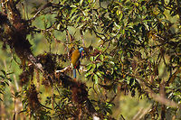 Plate-billed mountain toucan - cleaning, La Planada Nature Reserve, Colombia Here it is, the treasure bird of La Planada Nature Reserve, the main reason for birders to visit, and thereby an important source of income.<br />
<br />
Within Colombia, The plate-billed mountain toucan is only found in the extreme south, in a tiny range of very wet cloud forests. <br />
<br />
On our last morning in La Planada Nature Reserve, we had our 3rd attempt of trying to find them. On the two days prior, we did hear them in the distance, but visibility was close to none. They are big, loud birds that move in pairs or even groups. So when in the right place, they aren't the hardest bird to discover. It is typical for them to attend the edge of a forest, moving to feed, and doing so loudly. Getting them in range, however, is harder, and was our main task ahead.<br />
<br />
As luck would have it, something magical happened. The "viewpoint" cleared up. We hadn't seen any sign of the sun in days, only thick white mist, but there it was. What was once plain white now revealed a beautiful deep forested valley several miles across. <br />
<br />
Now we could not only hear them, but also see them in the far distance, using binoculars. We counted six! The following hour was spent strategically luring them into our direction using well-timed playback. Sometimes they flew in the opposite direction, and we had to start all over again. <br />
<br />
Once within the 50 metres range, we tried to be smart and strategically wait out fruit trees we figured might be popular. But the birds aren't that simple minded, it seems. They do as they please. We had a good exercise running up and down hills at length to find small gaps in the canopy giving somewhat of a view.<br />
<br />
Ultimately, we captured 3 individuals, one of which is easy to recognize by its busted bill. Another interesting detail captured that is not always obvious from most photos is that plate-billed is to be taken literally. The "plate" really looks like somebody hammered a piece of wood to the side of the bill. <br />
<br />
I'll be sharing shots generously, including some that are "light-challenged". Simply because they are awesome birds and its a species worth documenting. They are under pressure due to their tiny range being fragmented, another threat is the pet trade. <br />
<br />
https://www.jungledragon.com/image/77510/plate-billed_mountain_toucan_-_first_sight_la_planada_nature_reserve_colombia.html<br />
https://www.jungledragon.com/image/77511/plate-billed_mountain_toucan_-_feeding_la_planada_nature_reserve_colombia.html<br />
https://www.jungledragon.com/image/77513/plate-billed_mountain_toucan_-_frontal_la_planada_nature_reserve_colombia.html<br />
https://www.jungledragon.com/image/77514/plate-billed_mountain_toucan_-_canopy_la_planada_nature_reserve_colombia.html<br />
https://www.jungledragon.com/image/77515/plate-billed_mountain_toucan_-_closeup_la_planada_nature_reserve_colombia.html<br />
https://www.jungledragon.com/image/77516/plate-billed_mountain_toucan_-_pre-flight_la_planada_nature_reserve_colombia.html<br />
https://www.jungledragon.com/image/77517/plate-billed_mountain_toucan_-_close_perch_la_planada_nature_reserve_colombia.html<br />
https://www.jungledragon.com/image/77518/plate-billed_mountain_toucan_-_remote_perch_la_planada_nature_reserve_colombia.html<br />
https://www.jungledragon.com/image/77519/plate-billed_mountain_toucan_-_canopy_2_la_planada_nature_reserve_colombia.html<br />
https://www.jungledragon.com/image/77520/plate-billed_mountain_toucan_-_rocket_la_planada_nature_reserve_colombia.html<br />
https://www.jungledragon.com/image/77521/plate-billed_mountain_toucan_-_close_perch_frontal_la_planada_nature_reserve_colombia.html Andigena laminirostris,Colombia,Colombia 2018,Colombia South,Fall,Geotagged,La Planada Nature Reserve,Plate-billed mountain toucan,South America