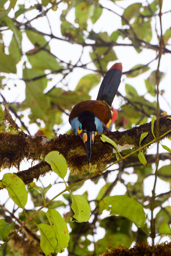 Plate-billed mountain toucan - frontal, La Planada Nature Reserve, Colombia Here it is, the treasure bird of La Planada Nature Reserve, the main reason for birders to visit, and thereby an important source of income.<br />
<br />
Within Colombia, The plate-billed mountain toucan is only found in the extreme south, in a tiny range of very wet cloud forests. <br />
<br />
On our last morning in La Planada Nature Reserve, we had our 3rd attempt of trying to find them. On the two days prior, we did hear them in the distance, but visibility was close to none. They are big, loud birds that move in pairs or even groups. So when in the right place, they aren't the hardest bird to discover. It is typical for them to attend the edge of a forest, moving to feed, and doing so loudly. Getting them in range, however, is harder, and was our main task ahead.<br />
<br />
As luck would have it, something magical happened. The "viewpoint" cleared up. We hadn't seen any sign of the sun in days, only thick white mist, but there it was. What was once plain white now revealed a beautiful deep forested valley several miles across. <br />
<br />
Now we could not only hear them, but also see them in the far distance, using binoculars. We counted six! The following hour was spent strategically luring them into our direction using well-timed playback. Sometimes they flew in the opposite direction, and we had to start all over again. <br />
<br />
Once within the 50 metres range, we tried to be smart and strategically wait out fruit trees we figured might be popular. But the birds aren't that simple minded, it seems. They do as they please. We had a good exercise running up and down hills at length to find small gaps in the canopy giving somewhat of a view.<br />
<br />
Ultimately, we captured 3 individuals, one of which is easy to recognize by its busted bill. Another interesting detail captured that is not always obvious from most photos is that plate-billed is to be taken literally. The "plate" really looks like somebody hammered a piece of wood to the side of the bill. <br />
<br />
I'll be sharing shots generously, including some that are "light-challenged". Simply because they are awesome birds and its a species worth documenting. They are under pressure due to their tiny range being fragmented, another threat is the pet trade. <br />
<br />
<figure class="photo"><a href="https://www.jungledragon.com/image/77510/plate-billed_mountain_toucan_-_first_sight_la_planada_nature_reserve_colombia.html" title="Plate-billed mountain toucan - first sight, La Planada Nature Reserve, Colombia"><img src="https://s3.amazonaws.com/media.jungledragon.com/images/2/77510_thumb.jpg?AWSAccessKeyId=05GMT0V3GWVNE7GGM1R2&Expires=1770854410&Signature=JQC2oQYapudm7ugOwc9zNYVRtJQ%3D" width="200" height="134" alt="Plate-billed mountain toucan - first sight, La Planada Nature Reserve, Colombia Here it is, the treasure bird of La Planada Nature Reserve, the main reason for birders to visit, and thereby an important source of income.<br />
<br />
Within Colombia, The plate-billed mountain toucan is only found in the extreme south, in a tiny range of very wet cloud forests. <br />
<br />
On our last morning in La Planada Nature Reserve, we had our 3rd attempt of trying to find them. On the two days prior, we did hear them in the distance, but visibility was close to none. They are big, loud birds that move in pairs or even groups. So when in the right place, they aren't the hardest bird to discover. It is typical for them to attend the edge of a forest, moving to feed, and doing so loudly. Getting them in range, however, is harder, and was our main task ahead.<br />
<br />
As luck would have it, something magical happened. The "viewpoint" cleared up. We hadn't seen any sign of the sun in days, only thick white mist, but there it was. What was once plain white now revealed a beautiful deep forested valley several miles across. <br />
<br />
Now we could not only hear them, but also see them in the far distance, using binoculars. We counted six! The following hour was spent strategically luring them into our direction using well-timed playback. Sometimes they flew in the opposite direction, and we had to start all over again. <br />
<br />
Once within the 50 metres range, we tried to be smart and strategically wait out fruit trees we figured might be popular. But the birds aren't that simple minded, it seems. They do as they please. We had a good exercise running up and down hills at length to find small gaps in the canopy giving somewhat of a view.<br />
<br />
Ultimately, we captured 3 individuals, one of which is easy to recognize by its busted bill. Another interesting detail captured that is not always obvious from most photos is that plate-billed is to be taken literally. The "plate" really looks like somebody hammered a piece of wood to the side of the bill. <br />
<br />
I'll be sharing shots generously, including some that are "light-challenged". Simply because they are awesome birds and its a species worth documenting. They are under pressure due to their tiny range being fragmented, another threat is the pet trade. <br />
<br />
https://www.jungledragon.com/image/77511/plate-billed_mountain_toucan_-_feeding_la_planada_nature_reserve_colombia.html<br />
https://www.jungledragon.com/image/77512/plate-billed_mountain_toucan_-_cleaning_la_planada_nature_reserve_colombia.html<br />
https://www.jungledragon.com/image/77513/plate-billed_mountain_toucan_-_frontal_la_planada_nature_reserve_colombia.html<br />
https://www.jungledragon.com/image/77514/plate-billed_mountain_toucan_-_canopy_la_planada_nature_reserve_colombia.html<br />
https://www.jungledragon.com/image/77515/plate-billed_mountain_toucan_-_closeup_la_planada_nature_reserve_colombia.html<br />
https://www.jungledragon.com/image/77516/plate-billed_mountain_toucan_-_pre-flight_la_planada_nature_reserve_colombia.html<br />
https://www.jungledragon.com/image/77517/plate-billed_mountain_toucan_-_close_perch_la_planada_nature_reserve_colombia.html<br />
https://www.jungledragon.com/image/77518/plate-billed_mountain_toucan_-_remote_perch_la_planada_nature_reserve_colombia.html<br />
https://www.jungledragon.com/image/77519/plate-billed_mountain_toucan_-_canopy_2_la_planada_nature_reserve_colombia.html<br />
https://www.jungledragon.com/image/77520/plate-billed_mountain_toucan_-_rocket_la_planada_nature_reserve_colombia.html<br />
https://www.jungledragon.com/image/77521/plate-billed_mountain_toucan_-_close_perch_frontal_la_planada_nature_reserve_colombia.html Andigena laminirostris,Colombia,Colombia 2018,Colombia South,Fall,Geotagged,La Planada Nature Reserve,Plate-billed mountain toucan,South America" /></a></figure><br />
<figure class="photo"><a href="https://www.jungledragon.com/image/77511/plate-billed_mountain_toucan_-_feeding_la_planada_nature_reserve_colombia.html" title="Plate-billed mountain toucan - feeding, La Planada Nature Reserve, Colombia"><img src="https://s3.amazonaws.com/media.jungledragon.com/images/2/77511_thumb.jpg?AWSAccessKeyId=05GMT0V3GWVNE7GGM1R2&Expires=1770854410&Signature=PLNO7UEaCybc%2F4AFFTksISTJh0Q%3D" width="200" height="134" alt="Plate-billed mountain toucan - feeding, La Planada Nature Reserve, Colombia Here it is, the treasure bird of La Planada Nature Reserve, the main reason for birders to visit, and thereby an important source of income.<br />
<br />
Within Colombia, The plate-billed mountain toucan is only found in the extreme south, in a tiny range of very wet cloud forests. <br />
<br />
On our last morning in La Planada Nature Reserve, we had our 3rd attempt of trying to find them. On the two days prior, we did hear them in the distance, but visibility was close to none. They are big, loud birds that move in pairs or even groups. So when in the right place, they aren't the hardest bird to discover. It is typical for them to attend the edge of a forest, moving to feed, and doing so loudly. Getting them in range, however, is harder, and was our main task ahead.<br />
<br />
As luck would have it, something magical happened. The "viewpoint" cleared up. We hadn't seen any sign of the sun in days, only thick white mist, but there it was. What was once plain white now revealed a beautiful deep forested valley several miles across. <br />
<br />
Now we could not only hear them, but also see them in the far distance, using binoculars. We counted six! The following hour was spent strategically luring them into our direction using well-timed playback. Sometimes they flew in the opposite direction, and we had to start all over again. <br />
<br />
Once within the 50 metres range, we tried to be smart and strategically wait out fruit trees we figured might be popular. But the birds aren't that simple minded, it seems. They do as they please. We had a good exercise running up and down hills at length to find small gaps in the canopy giving somewhat of a view.<br />
<br />
Ultimately, we captured 3 individuals, one of which is easy to recognize by its busted bill. Another interesting detail captured that is not always obvious from most photos is that plate-billed is to be taken literally. The "plate" really looks like somebody hammered a piece of wood to the side of the bill. <br />
<br />
I'll be sharing shots generously, including some that are "light-challenged". Simply because they are awesome birds and its a species worth documenting. They are under pressure due to their tiny range being fragmented, another threat is the pet trade. <br />
<br />
https://www.jungledragon.com/image/77510/plate-billed_mountain_toucan_-_first_sight_la_planada_nature_reserve_colombia.html<br />
https://www.jungledragon.com/image/77512/plate-billed_mountain_toucan_-_cleaning_la_planada_nature_reserve_colombia.html<br />
https://www.jungledragon.com/image/77513/plate-billed_mountain_toucan_-_frontal_la_planada_nature_reserve_colombia.html<br />
https://www.jungledragon.com/image/77514/plate-billed_mountain_toucan_-_canopy_la_planada_nature_reserve_colombia.html<br />
https://www.jungledragon.com/image/77515/plate-billed_mountain_toucan_-_closeup_la_planada_nature_reserve_colombia.html<br />
https://www.jungledragon.com/image/77516/plate-billed_mountain_toucan_-_pre-flight_la_planada_nature_reserve_colombia.html<br />
https://www.jungledragon.com/image/77517/plate-billed_mountain_toucan_-_close_perch_la_planada_nature_reserve_colombia.html<br />
https://www.jungledragon.com/image/77518/plate-billed_mountain_toucan_-_remote_perch_la_planada_nature_reserve_colombia.html<br />
https://www.jungledragon.com/image/77519/plate-billed_mountain_toucan_-_canopy_2_la_planada_nature_reserve_colombia.html<br />
https://www.jungledragon.com/image/77520/plate-billed_mountain_toucan_-_rocket_la_planada_nature_reserve_colombia.html<br />
https://www.jungledragon.com/image/77521/plate-billed_mountain_toucan_-_close_perch_frontal_la_planada_nature_reserve_colombia.html Andigena laminirostris,Colombia,Colombia 2018,Colombia South,La Planada Nature Reserve,Plate-billed mountain toucan,South America" /></a></figure><br />
<figure class="photo"><a href="https://www.jungledragon.com/image/77512/plate-billed_mountain_toucan_-_cleaning_la_planada_nature_reserve_colombia.html" title="Plate-billed mountain toucan - cleaning, La Planada Nature Reserve, Colombia"><img src="https://s3.amazonaws.com/media.jungledragon.com/images/2/77512_thumb.jpg?AWSAccessKeyId=05GMT0V3GWVNE7GGM1R2&Expires=1770854410&Signature=oQG6zJitTfvWyUf9mO5nPB2cl3Y%3D" width="200" height="134" alt="Plate-billed mountain toucan - cleaning, La Planada Nature Reserve, Colombia Here it is, the treasure bird of La Planada Nature Reserve, the main reason for birders to visit, and thereby an important source of income.<br />
<br />
Within Colombia, The plate-billed mountain toucan is only found in the extreme south, in a tiny range of very wet cloud forests. <br />
<br />
On our last morning in La Planada Nature Reserve, we had our 3rd attempt of trying to find them. On the two days prior, we did hear them in the distance, but visibility was close to none. They are big, loud birds that move in pairs or even groups. So when in the right place, they aren't the hardest bird to discover. It is typical for them to attend the edge of a forest, moving to feed, and doing so loudly. Getting them in range, however, is harder, and was our main task ahead.<br />
<br />
As luck would have it, something magical happened. The "viewpoint" cleared up. We hadn't seen any sign of the sun in days, only thick white mist, but there it was. What was once plain white now revealed a beautiful deep forested valley several miles across. <br />
<br />
Now we could not only hear them, but also see them in the far distance, using binoculars. We counted six! The following hour was spent strategically luring them into our direction using well-timed playback. Sometimes they flew in the opposite direction, and we had to start all over again. <br />
<br />
Once within the 50 metres range, we tried to be smart and strategically wait out fruit trees we figured might be popular. But the birds aren't that simple minded, it seems. They do as they please. We had a good exercise running up and down hills at length to find small gaps in the canopy giving somewhat of a view.<br />
<br />
Ultimately, we captured 3 individuals, one of which is easy to recognize by its busted bill. Another interesting detail captured that is not always obvious from most photos is that plate-billed is to be taken literally. The "plate" really looks like somebody hammered a piece of wood to the side of the bill. <br />
<br />
I'll be sharing shots generously, including some that are "light-challenged". Simply because they are awesome birds and its a species worth documenting. They are under pressure due to their tiny range being fragmented, another threat is the pet trade. <br />
<br />
https://www.jungledragon.com/image/77510/plate-billed_mountain_toucan_-_first_sight_la_planada_nature_reserve_colombia.html<br />
https://www.jungledragon.com/image/77511/plate-billed_mountain_toucan_-_feeding_la_planada_nature_reserve_colombia.html<br />
https://www.jungledragon.com/image/77513/plate-billed_mountain_toucan_-_frontal_la_planada_nature_reserve_colombia.html<br />
https://www.jungledragon.com/image/77514/plate-billed_mountain_toucan_-_canopy_la_planada_nature_reserve_colombia.html<br />
https://www.jungledragon.com/image/77515/plate-billed_mountain_toucan_-_closeup_la_planada_nature_reserve_colombia.html<br />
https://www.jungledragon.com/image/77516/plate-billed_mountain_toucan_-_pre-flight_la_planada_nature_reserve_colombia.html<br />
https://www.jungledragon.com/image/77517/plate-billed_mountain_toucan_-_close_perch_la_planada_nature_reserve_colombia.html<br />
https://www.jungledragon.com/image/77518/plate-billed_mountain_toucan_-_remote_perch_la_planada_nature_reserve_colombia.html<br />
https://www.jungledragon.com/image/77519/plate-billed_mountain_toucan_-_canopy_2_la_planada_nature_reserve_colombia.html<br />
https://www.jungledragon.com/image/77520/plate-billed_mountain_toucan_-_rocket_la_planada_nature_reserve_colombia.html<br />
https://www.jungledragon.com/image/77521/plate-billed_mountain_toucan_-_close_perch_frontal_la_planada_nature_reserve_colombia.html Andigena laminirostris,Colombia,Colombia 2018,Colombia South,Fall,Geotagged,La Planada Nature Reserve,Plate-billed mountain toucan,South America" /></a></figure><br />
<figure class="photo"><a href="https://www.jungledragon.com/image/77514/plate-billed_mountain_toucan_-_canopy_la_planada_nature_reserve_colombia.html" title="Plate-billed mountain toucan - canopy, La Planada Nature Reserve, Colombia"><img src="https://s3.amazonaws.com/media.jungledragon.com/images/2/77514_thumb.jpg?AWSAccessKeyId=05GMT0V3GWVNE7GGM1R2&Expires=1770854410&Signature=cWkKT68vuqIo96nYVWv3O5gRcos%3D" width="200" height="134" alt="Plate-billed mountain toucan - canopy, La Planada Nature Reserve, Colombia Here it is, the treasure bird of La Planada Nature Reserve, the main reason for birders to visit, and thereby an important source of income.<br />
<br />
Within Colombia, The plate-billed mountain toucan is only found in the extreme south, in a tiny range of very wet cloud forests. <br />
<br />
On our last morning in La Planada Nature Reserve, we had our 3rd attempt of trying to find them. On the two days prior, we did hear them in the distance, but visibility was close to none. They are big, loud birds that move in pairs or even groups. So when in the right place, they aren't the hardest bird to discover. It is typical for them to attend the edge of a forest, moving to feed, and doing so loudly. Getting them in range, however, is harder, and was our main task ahead.<br />
<br />
As luck would have it, something magical happened. The "viewpoint" cleared up. We hadn't seen any sign of the sun in days, only thick white mist, but there it was. What was once plain white now revealed a beautiful deep forested valley several miles across. <br />
<br />
Now we could not only hear them, but also see them in the far distance, using binoculars. We counted six! The following hour was spent strategically luring them into our direction using well-timed playback. Sometimes they flew in the opposite direction, and we had to start all over again. <br />
<br />
Once within the 50 metres range, we tried to be smart and strategically wait out fruit trees we figured might be popular. But the birds aren't that simple minded, it seems. They do as they please. We had a good exercise running up and down hills at length to find small gaps in the canopy giving somewhat of a view.<br />
<br />
Ultimately, we captured 3 individuals, one of which is easy to recognize by its busted bill. Another interesting detail captured that is not always obvious from most photos is that plate-billed is to be taken literally. The "plate" really looks like somebody hammered a piece of wood to the side of the bill. <br />
<br />
I'll be sharing shots generously, including some that are "light-challenged". Simply because they are awesome birds and its a species worth documenting. They are under pressure due to their tiny range being fragmented, another threat is the pet trade. <br />
<br />
https://www.jungledragon.com/image/77510/plate-billed_mountain_toucan_-_first_sight_la_planada_nature_reserve_colombia.html<br />
https://www.jungledragon.com/image/77511/plate-billed_mountain_toucan_-_feeding_la_planada_nature_reserve_colombia.html<br />
https://www.jungledragon.com/image/77512/plate-billed_mountain_toucan_-_cleaning_la_planada_nature_reserve_colombia.html<br />
https://www.jungledragon.com/image/77513/plate-billed_mountain_toucan_-_frontal_la_planada_nature_reserve_colombia.html<br />
https://www.jungledragon.com/image/77515/plate-billed_mountain_toucan_-_closeup_la_planada_nature_reserve_colombia.html<br />
https://www.jungledragon.com/image/77516/plate-billed_mountain_toucan_-_pre-flight_la_planada_nature_reserve_colombia.html<br />
https://www.jungledragon.com/image/77517/plate-billed_mountain_toucan_-_close_perch_la_planada_nature_reserve_colombia.html<br />
https://www.jungledragon.com/image/77518/plate-billed_mountain_toucan_-_remote_perch_la_planada_nature_reserve_colombia.html<br />
https://www.jungledragon.com/image/77519/plate-billed_mountain_toucan_-_canopy_2_la_planada_nature_reserve_colombia.html<br />
https://www.jungledragon.com/image/77520/plate-billed_mountain_toucan_-_rocket_la_planada_nature_reserve_colombia.html<br />
https://www.jungledragon.com/image/77521/plate-billed_mountain_toucan_-_close_perch_frontal_la_planada_nature_reserve_colombia.html Andigena laminirostris,Colombia,Colombia 2018,Colombia South,Fall,Geotagged,La Planada Nature Reserve,Plate-billed mountain toucan,South America" /></a></figure><br />
<figure class="photo"><a href="https://www.jungledragon.com/image/77515/plate-billed_mountain_toucan_-_closeup_la_planada_nature_reserve_colombia.html" title="Plate-billed mountain toucan - closeup, La Planada Nature Reserve, Colombia"><img src="https://s3.amazonaws.com/media.jungledragon.com/images/2/77515_thumb.jpg?AWSAccessKeyId=05GMT0V3GWVNE7GGM1R2&Expires=1770854410&Signature=Tj8ZowrbM2EeWzU9U%2Faf%2FaN7g4Q%3D" width="112" height="152" alt="Plate-billed mountain toucan - closeup, La Planada Nature Reserve, Colombia Here it is, the treasure bird of La Planada Nature Reserve, the main reason for birders to visit, and thereby an important source of income.<br />
<br />
Within Colombia, The plate-billed mountain toucan is only found in the extreme south, in a tiny range of very wet cloud forests. <br />
<br />
On our last morning in La Planada Nature Reserve, we had our 3rd attempt of trying to find them. On the two days prior, we did hear them in the distance, but visibility was close to none. They are big, loud birds that move in pairs or even groups. So when in the right place, they aren't the hardest bird to discover. It is typical for them to attend the edge of a forest, moving to feed, and doing so loudly. Getting them in range, however, is harder, and was our main task ahead.<br />
<br />
As luck would have it, something magical happened. The "viewpoint" cleared up. We hadn't seen any sign of the sun in days, only thick white mist, but there it was. What was once plain white now revealed a beautiful deep forested valley several miles across. <br />
<br />
Now we could not only hear them, but also see them in the far distance, using binoculars. We counted six! The following hour was spent strategically luring them into our direction using well-timed playback. Sometimes they flew in the opposite direction, and we had to start all over again. <br />
<br />
Once within the 50 metres range, we tried to be smart and strategically wait out fruit trees we figured might be popular. But the birds aren't that simple minded, it seems. They do as they please. We had a good exercise running up and down hills at length to find small gaps in the canopy giving somewhat of a view.<br />
<br />
Ultimately, we captured 3 individuals, one of which is easy to recognize by its busted bill. Another interesting detail captured that is not always obvious from most photos is that plate-billed is to be taken literally. The "plate" really looks like somebody hammered a piece of wood to the side of the bill. <br />
<br />
I'll be sharing shots generously, including some that are "light-challenged". Simply because they are awesome birds and its a species worth documenting. They are under pressure due to their tiny range being fragmented, another threat is the pet trade. <br />
<br />
https://www.jungledragon.com/image/77510/plate-billed_mountain_toucan_-_first_sight_la_planada_nature_reserve_colombia.html<br />
https://www.jungledragon.com/image/77511/plate-billed_mountain_toucan_-_feeding_la_planada_nature_reserve_colombia.html<br />
https://www.jungledragon.com/image/77512/plate-billed_mountain_toucan_-_cleaning_la_planada_nature_reserve_colombia.html<br />
https://www.jungledragon.com/image/77513/plate-billed_mountain_toucan_-_frontal_la_planada_nature_reserve_colombia.html<br />
https://www.jungledragon.com/image/77514/plate-billed_mountain_toucan_-_canopy_la_planada_nature_reserve_colombia.html<br />
https://www.jungledragon.com/image/77516/plate-billed_mountain_toucan_-_pre-flight_la_planada_nature_reserve_colombia.html<br />
https://www.jungledragon.com/image/77517/plate-billed_mountain_toucan_-_close_perch_la_planada_nature_reserve_colombia.html<br />
https://www.jungledragon.com/image/77518/plate-billed_mountain_toucan_-_remote_perch_la_planada_nature_reserve_colombia.html<br />
https://www.jungledragon.com/image/77519/plate-billed_mountain_toucan_-_canopy_2_la_planada_nature_reserve_colombia.html<br />
https://www.jungledragon.com/image/77520/plate-billed_mountain_toucan_-_rocket_la_planada_nature_reserve_colombia.html<br />
https://www.jungledragon.com/image/77521/plate-billed_mountain_toucan_-_close_perch_frontal_la_planada_nature_reserve_colombia.html Andigena laminirostris,Colombia,Colombia 2018,Colombia South,Fall,Geotagged,La Planada Nature Reserve,Plate-billed mountain toucan,South America" /></a></figure><br />
<figure class="photo"><a href="https://www.jungledragon.com/image/77516/plate-billed_mountain_toucan_-_pre-flight_la_planada_nature_reserve_colombia.html" title="Plate-billed mountain toucan - pre-flight, La Planada Nature Reserve, Colombia"><img src="https://s3.amazonaws.com/media.jungledragon.com/images/2/77516_thumb.jpg?AWSAccessKeyId=05GMT0V3GWVNE7GGM1R2&Expires=1770854410&Signature=p98X257Oln%2FhHkZ%2FtU7C4fCdqbE%3D" width="200" height="134" alt="Plate-billed mountain toucan - pre-flight, La Planada Nature Reserve, Colombia Here it is, the treasure bird of La Planada Nature Reserve, the main reason for birders to visit, and thereby an important source of income.<br />
<br />
Within Colombia, The plate-billed mountain toucan is only found in the extreme south, in a tiny range of very wet cloud forests. <br />
<br />
On our last morning in La Planada Nature Reserve, we had our 3rd attempt of trying to find them. On the two days prior, we did hear them in the distance, but visibility was close to none. They are big, loud birds that move in pairs or even groups. So when in the right place, they aren't the hardest bird to discover. It is typical for them to attend the edge of a forest, moving to feed, and doing so loudly. Getting them in range, however, is harder, and was our main task ahead.<br />
<br />
As luck would have it, something magical happened. The "viewpoint" cleared up. We hadn't seen any sign of the sun in days, only thick white mist, but there it was. What was once plain white now revealed a beautiful deep forested valley several miles across. <br />
<br />
Now we could not only hear them, but also see them in the far distance, using binoculars. We counted six! The following hour was spent strategically luring them into our direction using well-timed playback. Sometimes they flew in the opposite direction, and we had to start all over again. <br />
<br />
Once within the 50 metres range, we tried to be smart and strategically wait out fruit trees we figured might be popular. But the birds aren't that simple minded, it seems. They do as they please. We had a good exercise running up and down hills at length to find small gaps in the canopy giving somewhat of a view.<br />
<br />
Ultimately, we captured 3 individuals, one of which is easy to recognize by its busted bill. Another interesting detail captured that is not always obvious from most photos is that plate-billed is to be taken literally. The "plate" really looks like somebody hammered a piece of wood to the side of the bill. <br />
<br />
I'll be sharing shots generously, including some that are "light-challenged". Simply because they are awesome birds and its a species worth documenting. They are under pressure due to their tiny range being fragmented, another threat is the pet trade. <br />
<br />
https://www.jungledragon.com/image/77510/plate-billed_mountain_toucan_-_first_sight_la_planada_nature_reserve_colombia.html<br />
https://www.jungledragon.com/image/77511/plate-billed_mountain_toucan_-_feeding_la_planada_nature_reserve_colombia.html<br />
https://www.jungledragon.com/image/77512/plate-billed_mountain_toucan_-_cleaning_la_planada_nature_reserve_colombia.html<br />
https://www.jungledragon.com/image/77513/plate-billed_mountain_toucan_-_frontal_la_planada_nature_reserve_colombia.html<br />
https://www.jungledragon.com/image/77514/plate-billed_mountain_toucan_-_canopy_la_planada_nature_reserve_colombia.html<br />
https://www.jungledragon.com/image/77515/plate-billed_mountain_toucan_-_closeup_la_planada_nature_reserve_colombia.html<br />
https://www.jungledragon.com/image/77517/plate-billed_mountain_toucan_-_close_perch_la_planada_nature_reserve_colombia.html<br />
https://www.jungledragon.com/image/77518/plate-billed_mountain_toucan_-_remote_perch_la_planada_nature_reserve_colombia.html<br />
https://www.jungledragon.com/image/77519/plate-billed_mountain_toucan_-_canopy_2_la_planada_nature_reserve_colombia.html<br />
https://www.jungledragon.com/image/77520/plate-billed_mountain_toucan_-_rocket_la_planada_nature_reserve_colombia.html<br />
https://www.jungledragon.com/image/77521/plate-billed_mountain_toucan_-_close_perch_frontal_la_planada_nature_reserve_colombia.html Andigena laminirostris,Colombia,Colombia 2018,Colombia South,Fall,Geotagged,La Planada Nature Reserve,Plate-billed mountain toucan,South America" /></a></figure><br />
<figure class="photo"><a href="https://www.jungledragon.com/image/77517/plate-billed_mountain_toucan_-_close_perch_la_planada_nature_reserve_colombia.html" title="Plate-billed mountain toucan - close perch, La Planada Nature Reserve, Colombia"><img src="https://s3.amazonaws.com/media.jungledragon.com/images/2/77517_thumb.jpg?AWSAccessKeyId=05GMT0V3GWVNE7GGM1R2&Expires=1770854410&Signature=cs4dQWD7fo83uKHR8aWbzleGdxE%3D" width="200" height="198" alt="Plate-billed mountain toucan - close perch, La Planada Nature Reserve, Colombia Here it is, the treasure bird of La Planada Nature Reserve, the main reason for birders to visit, and thereby an important source of income.<br />
<br />
Within Colombia, The plate-billed mountain toucan is only found in the extreme south, in a tiny range of very wet cloud forests. <br />
<br />
On our last morning in La Planada Nature Reserve, we had our 3rd attempt of trying to find them. On the two days prior, we did hear them in the distance, but visibility was close to none. They are big, loud birds that move in pairs or even groups. So when in the right place, they aren't the hardest bird to discover. It is typical for them to attend the edge of a forest, moving to feed, and doing so loudly. Getting them in range, however, is harder, and was our main task ahead.<br />
<br />
As luck would have it, something magical happened. The "viewpoint" cleared up. We hadn't seen any sign of the sun in days, only thick white mist, but there it was. What was once plain white now revealed a beautiful deep forested valley several miles across. <br />
<br />
Now we could not only hear them, but also see them in the far distance, using binoculars. We counted six! The following hour was spent strategically luring them into our direction using well-timed playback. Sometimes they flew in the opposite direction, and we had to start all over again. <br />
<br />
Once within the 50 metres range, we tried to be smart and strategically wait out fruit trees we figured might be popular. But the birds aren't that simple minded, it seems. They do as they please. We had a good exercise running up and down hills at length to find small gaps in the canopy giving somewhat of a view.<br />
<br />
Ultimately, we captured 3 individuals, one of which is easy to recognize by its busted bill. Another interesting detail captured that is not always obvious from most photos is that plate-billed is to be taken literally. The "plate" really looks like somebody hammered a piece of wood to the side of the bill. <br />
<br />
I'll be sharing shots generously, including some that are "light-challenged". Simply because they are awesome birds and its a species worth documenting. They are under pressure due to their tiny range being fragmented, another threat is the pet trade. <br />
<br />
https://www.jungledragon.com/image/77510/plate-billed_mountain_toucan_-_first_sight_la_planada_nature_reserve_colombia.html<br />
https://www.jungledragon.com/image/77511/plate-billed_mountain_toucan_-_feeding_la_planada_nature_reserve_colombia.html<br />
https://www.jungledragon.com/image/77512/plate-billed_mountain_toucan_-_cleaning_la_planada_nature_reserve_colombia.html<br />
https://www.jungledragon.com/image/77513/plate-billed_mountain_toucan_-_frontal_la_planada_nature_reserve_colombia.html<br />
https://www.jungledragon.com/image/77514/plate-billed_mountain_toucan_-_canopy_la_planada_nature_reserve_colombia.html<br />
https://www.jungledragon.com/image/77515/plate-billed_mountain_toucan_-_closeup_la_planada_nature_reserve_colombia.html<br />
https://www.jungledragon.com/image/77516/plate-billed_mountain_toucan_-_pre-flight_la_planada_nature_reserve_colombia.html<br />
https://www.jungledragon.com/image/77518/plate-billed_mountain_toucan_-_remote_perch_la_planada_nature_reserve_colombia.html<br />
https://www.jungledragon.com/image/77519/plate-billed_mountain_toucan_-_canopy_2_la_planada_nature_reserve_colombia.html<br />
https://www.jungledragon.com/image/77520/plate-billed_mountain_toucan_-_rocket_la_planada_nature_reserve_colombia.html<br />
https://www.jungledragon.com/image/77521/plate-billed_mountain_toucan_-_close_perch_frontal_la_planada_nature_reserve_colombia.html Andigena laminirostris,Colombia,Colombia 2018,Colombia South,Fall,Geotagged,La Planada Nature Reserve,Plate-billed mountain toucan,South America" /></a></figure><br />
<figure class="photo"><a href="https://www.jungledragon.com/image/77518/plate-billed_mountain_toucan_-_remote_perch_la_planada_nature_reserve_colombia.html" title="Plate-billed mountain toucan - remote perch, La Planada Nature Reserve, Colombia"><img src="https://s3.amazonaws.com/media.jungledragon.com/images/2/77518_thumb.jpg?AWSAccessKeyId=05GMT0V3GWVNE7GGM1R2&Expires=1770854410&Signature=YvnmAMix6Z6Vc65td97gyQo4wRE%3D" width="200" height="134" alt="Plate-billed mountain toucan - remote perch, La Planada Nature Reserve, Colombia Here it is, the treasure bird of La Planada Nature Reserve, the main reason for birders to visit, and thereby an important source of income.<br />
<br />
Within Colombia, The plate-billed mountain toucan is only found in the extreme south, in a tiny range of very wet cloud forests. <br />
<br />
On our last morning in La Planada Nature Reserve, we had our 3rd attempt of trying to find them. On the two days prior, we did hear them in the distance, but visibility was close to none. They are big, loud birds that move in pairs or even groups. So when in the right place, they aren't the hardest bird to discover. It is typical for them to attend the edge of a forest, moving to feed, and doing so loudly. Getting them in range, however, is harder, and was our main task ahead.<br />
<br />
As luck would have it, something magical happened. The "viewpoint" cleared up. We hadn't seen any sign of the sun in days, only thick white mist, but there it was. What was once plain white now revealed a beautiful deep forested valley several miles across. <br />
<br />
Now we could not only hear them, but also see them in the far distance, using binoculars. We counted six! The following hour was spent strategically luring them into our direction using well-timed playback. Sometimes they flew in the opposite direction, and we had to start all over again. <br />
<br />
Once within the 50 metres range, we tried to be smart and strategically wait out fruit trees we figured might be popular. But the birds aren't that simple minded, it seems. They do as they please. We had a good exercise running up and down hills at length to find small gaps in the canopy giving somewhat of a view.<br />
<br />
Ultimately, we captured 3 individuals, one of which is easy to recognize by its busted bill. Another interesting detail captured that is not always obvious from most photos is that plate-billed is to be taken literally. The "plate" really looks like somebody hammered a piece of wood to the side of the bill. <br />
<br />
I'll be sharing shots generously, including some that are "light-challenged". Simply because they are awesome birds and its a species worth documenting. They are under pressure due to their tiny range being fragmented, another threat is the pet trade. <br />
<br />
https://www.jungledragon.com/image/77510/plate-billed_mountain_toucan_-_first_sight_la_planada_nature_reserve_colombia.html<br />
https://www.jungledragon.com/image/77511/plate-billed_mountain_toucan_-_feeding_la_planada_nature_reserve_colombia.html<br />
https://www.jungledragon.com/image/77512/plate-billed_mountain_toucan_-_cleaning_la_planada_nature_reserve_colombia.html<br />
https://www.jungledragon.com/image/77513/plate-billed_mountain_toucan_-_frontal_la_planada_nature_reserve_colombia.html<br />
https://www.jungledragon.com/image/77514/plate-billed_mountain_toucan_-_canopy_la_planada_nature_reserve_colombia.html<br />
https://www.jungledragon.com/image/77515/plate-billed_mountain_toucan_-_closeup_la_planada_nature_reserve_colombia.html<br />
https://www.jungledragon.com/image/77516/plate-billed_mountain_toucan_-_pre-flight_la_planada_nature_reserve_colombia.html<br />
https://www.jungledragon.com/image/77517/plate-billed_mountain_toucan_-_close_perch_la_planada_nature_reserve_colombia.html<br />
https://www.jungledragon.com/image/77519/plate-billed_mountain_toucan_-_canopy_2_la_planada_nature_reserve_colombia.html<br />
https://www.jungledragon.com/image/77520/plate-billed_mountain_toucan_-_rocket_la_planada_nature_reserve_colombia.html<br />
https://www.jungledragon.com/image/77521/plate-billed_mountain_toucan_-_close_perch_frontal_la_planada_nature_reserve_colombia.html Andigena laminirostris,Colombia,Colombia 2018,Colombia South,Fall,Geotagged,La Planada Nature Reserve,Plate-billed mountain toucan,South America" /></a></figure><br />
<figure class="photo"><a href="https://www.jungledragon.com/image/77519/plate-billed_mountain_toucan_-_canopy_2_la_planada_nature_reserve_colombia.html" title="Plate-billed mountain toucan - canopy 2, La Planada Nature Reserve, Colombia"><img src="https://s3.amazonaws.com/media.jungledragon.com/images/2/77519_thumb.jpg?AWSAccessKeyId=05GMT0V3GWVNE7GGM1R2&Expires=1770854410&Signature=YPVC340VIdX3ziufcigUnJ7BDL4%3D" width="200" height="134" alt="Plate-billed mountain toucan - canopy 2, La Planada Nature Reserve, Colombia Here it is, the treasure bird of La Planada Nature Reserve, the main reason for birders to visit, and thereby an important source of income.<br />
<br />
Within Colombia, The plate-billed mountain toucan is only found in the extreme south, in a tiny range of very wet cloud forests. <br />
<br />
On our last morning in La Planada Nature Reserve, we had our 3rd attempt of trying to find them. On the two days prior, we did hear them in the distance, but visibility was close to none. They are big, loud birds that move in pairs or even groups. So when in the right place, they aren't the hardest bird to discover. It is typical for them to attend the edge of a forest, moving to feed, and doing so loudly. Getting them in range, however, is harder, and was our main task ahead.<br />
<br />
As luck would have it, something magical happened. The "viewpoint" cleared up. We hadn't seen any sign of the sun in days, only thick white mist, but there it was. What was once plain white now revealed a beautiful deep forested valley several miles across. <br />
<br />
Now we could not only hear them, but also see them in the far distance, using binoculars. We counted six! The following hour was spent strategically luring them into our direction using well-timed playback. Sometimes they flew in the opposite direction, and we had to start all over again. <br />
<br />
Once within the 50 metres range, we tried to be smart and strategically wait out fruit trees we figured might be popular. But the birds aren't that simple minded, it seems. They do as they please. We had a good exercise running up and down hills at length to find small gaps in the canopy giving somewhat of a view.<br />
<br />
Ultimately, we captured 3 individuals, one of which is easy to recognize by its busted bill. Another interesting detail captured that is not always obvious from most photos is that plate-billed is to be taken literally. The "plate" really looks like somebody hammered a piece of wood to the side of the bill. <br />
<br />
I'll be sharing shots generously, including some that are "light-challenged". Simply because they are awesome birds and its a species worth documenting. They are under pressure due to their tiny range being fragmented, another threat is the pet trade. <br />
<br />
https://www.jungledragon.com/image/77510/plate-billed_mountain_toucan_-_first_sight_la_planada_nature_reserve_colombia.html<br />
https://www.jungledragon.com/image/77511/plate-billed_mountain_toucan_-_feeding_la_planada_nature_reserve_colombia.html<br />
https://www.jungledragon.com/image/77512/plate-billed_mountain_toucan_-_cleaning_la_planada_nature_reserve_colombia.html<br />
https://www.jungledragon.com/image/77513/plate-billed_mountain_toucan_-_frontal_la_planada_nature_reserve_colombia.html<br />
https://www.jungledragon.com/image/77514/plate-billed_mountain_toucan_-_canopy_la_planada_nature_reserve_colombia.html<br />
https://www.jungledragon.com/image/77515/plate-billed_mountain_toucan_-_closeup_la_planada_nature_reserve_colombia.html<br />
https://www.jungledragon.com/image/77516/plate-billed_mountain_toucan_-_pre-flight_la_planada_nature_reserve_colombia.html<br />
https://www.jungledragon.com/image/77517/plate-billed_mountain_toucan_-_close_perch_la_planada_nature_reserve_colombia.html<br />
https://www.jungledragon.com/image/77518/plate-billed_mountain_toucan_-_remote_perch_la_planada_nature_reserve_colombia.html<br />
https://www.jungledragon.com/image/77520/plate-billed_mountain_toucan_-_rocket_la_planada_nature_reserve_colombia.html<br />
https://www.jungledragon.com/image/77521/plate-billed_mountain_toucan_-_close_perch_frontal_la_planada_nature_reserve_colombia.html Andigena laminirostris,Colombia,Colombia 2018,Colombia South,Fall,Geotagged,La Planada Nature Reserve,Plate-billed mountain toucan,South America" /></a></figure><br />
<figure class="photo"><a href="https://www.jungledragon.com/image/77520/plate-billed_mountain_toucan_-_rocket_la_planada_nature_reserve_colombia.html" title="Plate-billed mountain toucan - rocket, La Planada Nature Reserve, Colombia"><img src="https://s3.amazonaws.com/media.jungledragon.com/images/2/77520_thumb.jpg?AWSAccessKeyId=05GMT0V3GWVNE7GGM1R2&Expires=1770854410&Signature=ip3Rry%2FX1HrAdX%2FVUb5LDoj1qjw%3D" width="200" height="134" alt="Plate-billed mountain toucan - rocket, La Planada Nature Reserve, Colombia Here it is, the treasure bird of La Planada Nature Reserve, the main reason for birders to visit, and thereby an important source of income.<br />
<br />
Within Colombia, The plate-billed mountain toucan is only found in the extreme south, in a tiny range of very wet cloud forests. <br />
<br />
On our last morning in La Planada Nature Reserve, we had our 3rd attempt of trying to find them. On the two days prior, we did hear them in the distance, but visibility was close to none. They are big, loud birds that move in pairs or even groups. So when in the right place, they aren't the hardest bird to discover. It is typical for them to attend the edge of a forest, moving to feed, and doing so loudly. Getting them in range, however, is harder, and was our main task ahead.<br />
<br />
As luck would have it, something magical happened. The "viewpoint" cleared up. We hadn't seen any sign of the sun in days, only thick white mist, but there it was. What was once plain white now revealed a beautiful deep forested valley several miles across. <br />
<br />
Now we could not only hear them, but also see them in the far distance, using binoculars. We counted six! The following hour was spent strategically luring them into our direction using well-timed playback. Sometimes they flew in the opposite direction, and we had to start all over again. <br />
<br />
Once within the 50 metres range, we tried to be smart and strategically wait out fruit trees we figured might be popular. But the birds aren't that simple minded, it seems. They do as they please. We had a good exercise running up and down hills at length to find small gaps in the canopy giving somewhat of a view.<br />
<br />
Ultimately, we captured 3 individuals, one of which is easy to recognize by its busted bill. Another interesting detail captured that is not always obvious from most photos is that plate-billed is to be taken literally. The "plate" really looks like somebody hammered a piece of wood to the side of the bill. <br />
<br />
I'll be sharing shots generously, including some that are "light-challenged". Simply because they are awesome birds and its a species worth documenting. They are under pressure due to their tiny range being fragmented, another threat is the pet trade. <br />
<br />
https://www.jungledragon.com/image/77510/plate-billed_mountain_toucan_-_first_sight_la_planada_nature_reserve_colombia.html<br />
https://www.jungledragon.com/image/77511/plate-billed_mountain_toucan_-_feeding_la_planada_nature_reserve_colombia.html<br />
https://www.jungledragon.com/image/77512/plate-billed_mountain_toucan_-_cleaning_la_planada_nature_reserve_colombia.html<br />
https://www.jungledragon.com/image/77513/plate-billed_mountain_toucan_-_frontal_la_planada_nature_reserve_colombia.html<br />
https://www.jungledragon.com/image/77514/plate-billed_mountain_toucan_-_canopy_la_planada_nature_reserve_colombia.html<br />
https://www.jungledragon.com/image/77515/plate-billed_mountain_toucan_-_closeup_la_planada_nature_reserve_colombia.html<br />
https://www.jungledragon.com/image/77516/plate-billed_mountain_toucan_-_pre-flight_la_planada_nature_reserve_colombia.html<br />
https://www.jungledragon.com/image/77517/plate-billed_mountain_toucan_-_close_perch_la_planada_nature_reserve_colombia.html<br />
https://www.jungledragon.com/image/77518/plate-billed_mountain_toucan_-_remote_perch_la_planada_nature_reserve_colombia.html<br />
https://www.jungledragon.com/image/77519/plate-billed_mountain_toucan_-_canopy_2_la_planada_nature_reserve_colombia.html<br />
https://www.jungledragon.com/image/77521/plate-billed_mountain_toucan_-_close_perch_frontal_la_planada_nature_reserve_colombia.html Andigena laminirostris,Colombia,Colombia 2018,Colombia South,Fall,Geotagged,La Planada Nature Reserve,Plate-billed mountain toucan,South America" /></a></figure><br />
<figure class="photo"><a href="https://www.jungledragon.com/image/77521/plate-billed_mountain_toucan_-_close_perch_frontal_la_planada_nature_reserve_colombia.html" title="Plate-billed mountain toucan - close perch frontal, La Planada Nature Reserve, Colombia"><img src="https://s3.amazonaws.com/media.jungledragon.com/images/2/77521_thumb.jpg?AWSAccessKeyId=05GMT0V3GWVNE7GGM1R2&Expires=1770854410&Signature=1CVRusRcIfar%2F73PMEaPxZldR2I%3D" width="150" height="152" alt="Plate-billed mountain toucan - close perch frontal, La Planada Nature Reserve, Colombia Here it is, the treasure bird of La Planada Nature Reserve, the main reason for birders to visit, and thereby an important source of income.<br />
<br />
Within Colombia, The plate-billed mountain toucan is only found in the extreme south, in a tiny range of very wet cloud forests. <br />
<br />
On our last morning in La Planada Nature Reserve, we had our 3rd attempt of trying to find them. On the two days prior, we did hear them in the distance, but visibility was close to none. They are big, loud birds that move in pairs or even groups. So when in the right place, they aren't the hardest bird to discover. It is typical for them to attend the edge of a forest, moving to feed, and doing so loudly. Getting them in range, however, is harder, and was our main task ahead.<br />
<br />
As luck would have it, something magical happened. The "viewpoint" cleared up. We hadn't seen any sign of the sun in days, only thick white mist, but there it was. What was once plain white now revealed a beautiful deep forested valley several miles across. <br />
<br />
Now we could not only hear them, but also see them in the far distance, using binoculars. We counted six! The following hour was spent strategically luring them into our direction using well-timed playback. Sometimes they flew in the opposite direction, and we had to start all over again. <br />
<br />
Once within the 50 metres range, we tried to be smart and strategically wait out fruit trees we figured might be popular. But the birds aren't that simple minded, it seems. They do as they please. We had a good exercise running up and down hills at length to find small gaps in the canopy giving somewhat of a view.<br />
<br />
Ultimately, we captured 3 individuals, one of which is easy to recognize by its busted bill. Another interesting detail captured that is not always obvious from most photos is that plate-billed is to be taken literally. The "plate" really looks like somebody hammered a piece of wood to the side of the bill. <br />
<br />
I'll be sharing shots generously, including some that are "light-challenged". Simply because they are awesome birds and its a species worth documenting. They are under pressure due to their tiny range being fragmented, another threat is the pet trade. <br />
<br />
https://www.jungledragon.com/image/77510/plate-billed_mountain_toucan_-_first_sight_la_planada_nature_reserve_colombia.html<br />
https://www.jungledragon.com/image/77511/plate-billed_mountain_toucan_-_feeding_la_planada_nature_reserve_colombia.html<br />
https://www.jungledragon.com/image/77512/plate-billed_mountain_toucan_-_cleaning_la_planada_nature_reserve_colombia.html<br />
https://www.jungledragon.com/image/77513/plate-billed_mountain_toucan_-_frontal_la_planada_nature_reserve_colombia.html<br />
https://www.jungledragon.com/image/77514/plate-billed_mountain_toucan_-_canopy_la_planada_nature_reserve_colombia.html<br />
https://www.jungledragon.com/image/77515/plate-billed_mountain_toucan_-_closeup_la_planada_nature_reserve_colombia.html<br />
https://www.jungledragon.com/image/77516/plate-billed_mountain_toucan_-_pre-flight_la_planada_nature_reserve_colombia.html<br />
https://www.jungledragon.com/image/77517/plate-billed_mountain_toucan_-_close_perch_la_planada_nature_reserve_colombia.html<br />
https://www.jungledragon.com/image/77518/plate-billed_mountain_toucan_-_remote_perch_la_planada_nature_reserve_colombia.html<br />
https://www.jungledragon.com/image/77519/plate-billed_mountain_toucan_-_canopy_2_la_planada_nature_reserve_colombia.html<br />
https://www.jungledragon.com/image/77520/plate-billed_mountain_toucan_-_rocket_la_planada_nature_reserve_colombia.html Andigena laminirostris,Colombia,Colombia 2018,Colombia South,Fall,Geotagged,La Planada Nature Reserve,Plate-billed mountain toucan,South America" /></a></figure> Andigena laminirostris,Colombia,Colombia 2018,Colombia South,Fall,Geotagged,La Planada Nature Reserve,Plate-billed mountain toucan,South America