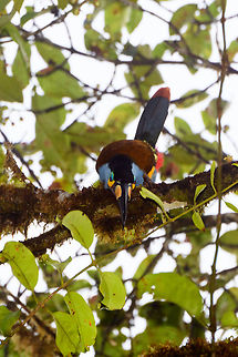 Plate-billed mountain toucan - frontal, La Planada Nature Reserve, Colombia Here it is, the treasure bird of La Planada Nature Reserve, the main reason for birders to visit, and thereby an important source of income.

Within Colombia, The plate-billed mountain toucan is only found in the extreme south, in a tiny range of very wet cloud forests. 

On our last morning in La Planada Nature Reserve, we had our 3rd attempt of trying to find them. On the two days prior, we did hear them in the distance, but visibility was close to none. They are big, loud birds that move in pairs or even groups. So when in the right place, they aren't the hardest bird to discover. It is typical for them to attend the edge of a forest, moving to feed, and doing so loudly. Getting them in range, however, is harder, and was our main task ahead.

As luck would have it, something magical happened. The "viewpoint" cleared up. We hadn't seen any sign of the sun in days, only thick white mist, but there it was. What was once plain white now revealed a beautiful deep forested valley several miles across. 

Now we could not only hear them, but also see them in the far distance, using binoculars. We counted six! The following hour was spent strategically luring them into our direction using well-timed playback. Sometimes they flew in the opposite direction, and we had to start all over again. 

Once within the 50 metres range, we tried to be smart and strategically wait out fruit trees we figured might be popular. But the birds aren't that simple minded, it seems. They do as they please. We had a good exercise running up and down hills at length to find small gaps in the canopy giving somewhat of a view.

Ultimately, we captured 3 individuals, one of which is easy to recognize by its busted bill. Another interesting detail captured that is not always obvious from most photos is that plate-billed is to be taken literally. The "plate" really looks like somebody hammered a piece of wood to the side of the bill. 

I'll be sharing shots generously, including some that are "light-challenged". Simply because they are awesome birds and its a species worth documenting. They are under pressure due to their tiny range being fragmented, another threat is the pet trade. 

https://www.jungledragon.com/image/77510/plate-billed_mountain_toucan_-_first_sight_la_planada_nature_reserve_colombia.html
https://www.jungledragon.com/image/77511/plate-billed_mountain_toucan_-_feeding_la_planada_nature_reserve_colombia.html
https://www.jungledragon.com/image/77512/plate-billed_mountain_toucan_-_cleaning_la_planada_nature_reserve_colombia.html
https://www.jungledragon.com/image/77514/plate-billed_mountain_toucan_-_canopy_la_planada_nature_reserve_colombia.html
https://www.jungledragon.com/image/77515/plate-billed_mountain_toucan_-_closeup_la_planada_nature_reserve_colombia.html
https://www.jungledragon.com/image/77516/plate-billed_mountain_toucan_-_pre-flight_la_planada_nature_reserve_colombia.html
https://www.jungledragon.com/image/77517/plate-billed_mountain_toucan_-_close_perch_la_planada_nature_reserve_colombia.html
https://www.jungledragon.com/image/77518/plate-billed_mountain_toucan_-_remote_perch_la_planada_nature_reserve_colombia.html
https://www.jungledragon.com/image/77519/plate-billed_mountain_toucan_-_canopy_2_la_planada_nature_reserve_colombia.html
https://www.jungledragon.com/image/77520/plate-billed_mountain_toucan_-_rocket_la_planada_nature_reserve_colombia.html
https://www.jungledragon.com/image/77521/plate-billed_mountain_toucan_-_close_perch_frontal_la_planada_nature_reserve_colombia.html Andigena laminirostris,Colombia,Colombia 2018,Colombia South,Fall,Geotagged,La Planada Nature Reserve,Plate-billed mountain toucan,South America