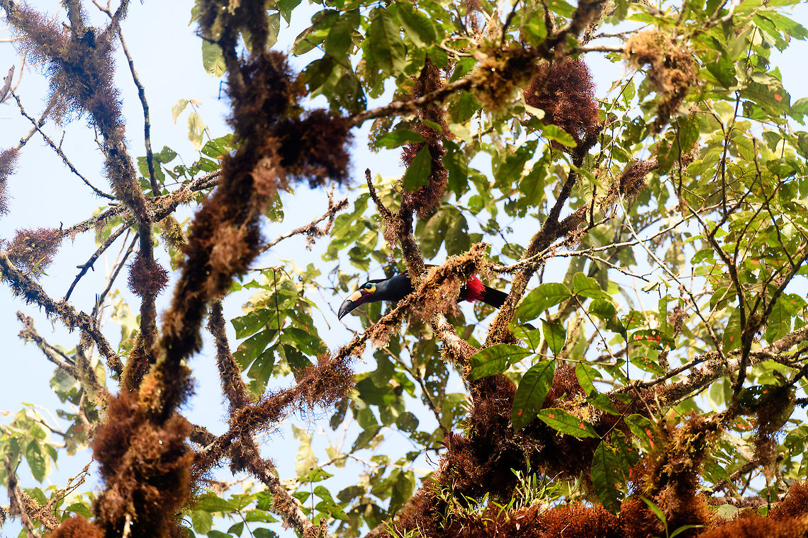 Plate-billed mountain toucan - canopy, La Planada Nature Reserve, Colombia Here it is, the treasure bird of La Planada Nature Reserve, the main reason for birders to visit, and thereby an important source of income.<br />
<br />
Within Colombia, The plate-billed mountain toucan is only found in the extreme south, in a tiny range of very wet cloud forests. <br />
<br />
On our last morning in La Planada Nature Reserve, we had our 3rd attempt of trying to find them. On the two days prior, we did hear them in the distance, but visibility was close to none. They are big, loud birds that move in pairs or even groups. So when in the right place, they aren't the hardest bird to discover. It is typical for them to attend the edge of a forest, moving to feed, and doing so loudly. Getting them in range, however, is harder, and was our main task ahead.<br />
<br />
As luck would have it, something magical happened. The "viewpoint" cleared up. We hadn't seen any sign of the sun in days, only thick white mist, but there it was. What was once plain white now revealed a beautiful deep forested valley several miles across. <br />
<br />
Now we could not only hear them, but also see them in the far distance, using binoculars. We counted six! The following hour was spent strategically luring them into our direction using well-timed playback. Sometimes they flew in the opposite direction, and we had to start all over again. <br />
<br />
Once within the 50 metres range, we tried to be smart and strategically wait out fruit trees we figured might be popular. But the birds aren't that simple minded, it seems. They do as they please. We had a good exercise running up and down hills at length to find small gaps in the canopy giving somewhat of a view.<br />
<br />
Ultimately, we captured 3 individuals, one of which is easy to recognize by its busted bill. Another interesting detail captured that is not always obvious from most photos is that plate-billed is to be taken literally. The "plate" really looks like somebody hammered a piece of wood to the side of the bill. <br />
<br />
I'll be sharing shots generously, including some that are "light-challenged". Simply because they are awesome birds and its a species worth documenting. They are under pressure due to their tiny range being fragmented, another threat is the pet trade. <br />
<br />
<figure class="photo"><a href="https://www.jungledragon.com/image/77510/plate-billed_mountain_toucan_-_first_sight_la_planada_nature_reserve_colombia.html" title="Plate-billed mountain toucan - first sight, La Planada Nature Reserve, Colombia"><img src="https://s3.amazonaws.com/media.jungledragon.com/images/2/77510_thumb.jpg?AWSAccessKeyId=05GMT0V3GWVNE7GGM1R2&Expires=1770854410&Signature=JQC2oQYapudm7ugOwc9zNYVRtJQ%3D" width="200" height="134" alt="Plate-billed mountain toucan - first sight, La Planada Nature Reserve, Colombia Here it is, the treasure bird of La Planada Nature Reserve, the main reason for birders to visit, and thereby an important source of income.<br />
<br />
Within Colombia, The plate-billed mountain toucan is only found in the extreme south, in a tiny range of very wet cloud forests. <br />
<br />
On our last morning in La Planada Nature Reserve, we had our 3rd attempt of trying to find them. On the two days prior, we did hear them in the distance, but visibility was close to none. They are big, loud birds that move in pairs or even groups. So when in the right place, they aren't the hardest bird to discover. It is typical for them to attend the edge of a forest, moving to feed, and doing so loudly. Getting them in range, however, is harder, and was our main task ahead.<br />
<br />
As luck would have it, something magical happened. The "viewpoint" cleared up. We hadn't seen any sign of the sun in days, only thick white mist, but there it was. What was once plain white now revealed a beautiful deep forested valley several miles across. <br />
<br />
Now we could not only hear them, but also see them in the far distance, using binoculars. We counted six! The following hour was spent strategically luring them into our direction using well-timed playback. Sometimes they flew in the opposite direction, and we had to start all over again. <br />
<br />
Once within the 50 metres range, we tried to be smart and strategically wait out fruit trees we figured might be popular. But the birds aren't that simple minded, it seems. They do as they please. We had a good exercise running up and down hills at length to find small gaps in the canopy giving somewhat of a view.<br />
<br />
Ultimately, we captured 3 individuals, one of which is easy to recognize by its busted bill. Another interesting detail captured that is not always obvious from most photos is that plate-billed is to be taken literally. The "plate" really looks like somebody hammered a piece of wood to the side of the bill. <br />
<br />
I'll be sharing shots generously, including some that are "light-challenged". Simply because they are awesome birds and its a species worth documenting. They are under pressure due to their tiny range being fragmented, another threat is the pet trade. <br />
<br />
https://www.jungledragon.com/image/77511/plate-billed_mountain_toucan_-_feeding_la_planada_nature_reserve_colombia.html<br />
https://www.jungledragon.com/image/77512/plate-billed_mountain_toucan_-_cleaning_la_planada_nature_reserve_colombia.html<br />
https://www.jungledragon.com/image/77513/plate-billed_mountain_toucan_-_frontal_la_planada_nature_reserve_colombia.html<br />
https://www.jungledragon.com/image/77514/plate-billed_mountain_toucan_-_canopy_la_planada_nature_reserve_colombia.html<br />
https://www.jungledragon.com/image/77515/plate-billed_mountain_toucan_-_closeup_la_planada_nature_reserve_colombia.html<br />
https://www.jungledragon.com/image/77516/plate-billed_mountain_toucan_-_pre-flight_la_planada_nature_reserve_colombia.html<br />
https://www.jungledragon.com/image/77517/plate-billed_mountain_toucan_-_close_perch_la_planada_nature_reserve_colombia.html<br />
https://www.jungledragon.com/image/77518/plate-billed_mountain_toucan_-_remote_perch_la_planada_nature_reserve_colombia.html<br />
https://www.jungledragon.com/image/77519/plate-billed_mountain_toucan_-_canopy_2_la_planada_nature_reserve_colombia.html<br />
https://www.jungledragon.com/image/77520/plate-billed_mountain_toucan_-_rocket_la_planada_nature_reserve_colombia.html<br />
https://www.jungledragon.com/image/77521/plate-billed_mountain_toucan_-_close_perch_frontal_la_planada_nature_reserve_colombia.html Andigena laminirostris,Colombia,Colombia 2018,Colombia South,Fall,Geotagged,La Planada Nature Reserve,Plate-billed mountain toucan,South America" /></a></figure><br />
<figure class="photo"><a href="https://www.jungledragon.com/image/77511/plate-billed_mountain_toucan_-_feeding_la_planada_nature_reserve_colombia.html" title="Plate-billed mountain toucan - feeding, La Planada Nature Reserve, Colombia"><img src="https://s3.amazonaws.com/media.jungledragon.com/images/2/77511_thumb.jpg?AWSAccessKeyId=05GMT0V3GWVNE7GGM1R2&Expires=1770854410&Signature=PLNO7UEaCybc%2F4AFFTksISTJh0Q%3D" width="200" height="134" alt="Plate-billed mountain toucan - feeding, La Planada Nature Reserve, Colombia Here it is, the treasure bird of La Planada Nature Reserve, the main reason for birders to visit, and thereby an important source of income.<br />
<br />
Within Colombia, The plate-billed mountain toucan is only found in the extreme south, in a tiny range of very wet cloud forests. <br />
<br />
On our last morning in La Planada Nature Reserve, we had our 3rd attempt of trying to find them. On the two days prior, we did hear them in the distance, but visibility was close to none. They are big, loud birds that move in pairs or even groups. So when in the right place, they aren't the hardest bird to discover. It is typical for them to attend the edge of a forest, moving to feed, and doing so loudly. Getting them in range, however, is harder, and was our main task ahead.<br />
<br />
As luck would have it, something magical happened. The "viewpoint" cleared up. We hadn't seen any sign of the sun in days, only thick white mist, but there it was. What was once plain white now revealed a beautiful deep forested valley several miles across. <br />
<br />
Now we could not only hear them, but also see them in the far distance, using binoculars. We counted six! The following hour was spent strategically luring them into our direction using well-timed playback. Sometimes they flew in the opposite direction, and we had to start all over again. <br />
<br />
Once within the 50 metres range, we tried to be smart and strategically wait out fruit trees we figured might be popular. But the birds aren't that simple minded, it seems. They do as they please. We had a good exercise running up and down hills at length to find small gaps in the canopy giving somewhat of a view.<br />
<br />
Ultimately, we captured 3 individuals, one of which is easy to recognize by its busted bill. Another interesting detail captured that is not always obvious from most photos is that plate-billed is to be taken literally. The "plate" really looks like somebody hammered a piece of wood to the side of the bill. <br />
<br />
I'll be sharing shots generously, including some that are "light-challenged". Simply because they are awesome birds and its a species worth documenting. They are under pressure due to their tiny range being fragmented, another threat is the pet trade. <br />
<br />
https://www.jungledragon.com/image/77510/plate-billed_mountain_toucan_-_first_sight_la_planada_nature_reserve_colombia.html<br />
https://www.jungledragon.com/image/77512/plate-billed_mountain_toucan_-_cleaning_la_planada_nature_reserve_colombia.html<br />
https://www.jungledragon.com/image/77513/plate-billed_mountain_toucan_-_frontal_la_planada_nature_reserve_colombia.html<br />
https://www.jungledragon.com/image/77514/plate-billed_mountain_toucan_-_canopy_la_planada_nature_reserve_colombia.html<br />
https://www.jungledragon.com/image/77515/plate-billed_mountain_toucan_-_closeup_la_planada_nature_reserve_colombia.html<br />
https://www.jungledragon.com/image/77516/plate-billed_mountain_toucan_-_pre-flight_la_planada_nature_reserve_colombia.html<br />
https://www.jungledragon.com/image/77517/plate-billed_mountain_toucan_-_close_perch_la_planada_nature_reserve_colombia.html<br />
https://www.jungledragon.com/image/77518/plate-billed_mountain_toucan_-_remote_perch_la_planada_nature_reserve_colombia.html<br />
https://www.jungledragon.com/image/77519/plate-billed_mountain_toucan_-_canopy_2_la_planada_nature_reserve_colombia.html<br />
https://www.jungledragon.com/image/77520/plate-billed_mountain_toucan_-_rocket_la_planada_nature_reserve_colombia.html<br />
https://www.jungledragon.com/image/77521/plate-billed_mountain_toucan_-_close_perch_frontal_la_planada_nature_reserve_colombia.html Andigena laminirostris,Colombia,Colombia 2018,Colombia South,La Planada Nature Reserve,Plate-billed mountain toucan,South America" /></a></figure><br />
<figure class="photo"><a href="https://www.jungledragon.com/image/77512/plate-billed_mountain_toucan_-_cleaning_la_planada_nature_reserve_colombia.html" title="Plate-billed mountain toucan - cleaning, La Planada Nature Reserve, Colombia"><img src="https://s3.amazonaws.com/media.jungledragon.com/images/2/77512_thumb.jpg?AWSAccessKeyId=05GMT0V3GWVNE7GGM1R2&Expires=1770854410&Signature=oQG6zJitTfvWyUf9mO5nPB2cl3Y%3D" width="200" height="134" alt="Plate-billed mountain toucan - cleaning, La Planada Nature Reserve, Colombia Here it is, the treasure bird of La Planada Nature Reserve, the main reason for birders to visit, and thereby an important source of income.<br />
<br />
Within Colombia, The plate-billed mountain toucan is only found in the extreme south, in a tiny range of very wet cloud forests. <br />
<br />
On our last morning in La Planada Nature Reserve, we had our 3rd attempt of trying to find them. On the two days prior, we did hear them in the distance, but visibility was close to none. They are big, loud birds that move in pairs or even groups. So when in the right place, they aren't the hardest bird to discover. It is typical for them to attend the edge of a forest, moving to feed, and doing so loudly. Getting them in range, however, is harder, and was our main task ahead.<br />
<br />
As luck would have it, something magical happened. The "viewpoint" cleared up. We hadn't seen any sign of the sun in days, only thick white mist, but there it was. What was once plain white now revealed a beautiful deep forested valley several miles across. <br />
<br />
Now we could not only hear them, but also see them in the far distance, using binoculars. We counted six! The following hour was spent strategically luring them into our direction using well-timed playback. Sometimes they flew in the opposite direction, and we had to start all over again. <br />
<br />
Once within the 50 metres range, we tried to be smart and strategically wait out fruit trees we figured might be popular. But the birds aren't that simple minded, it seems. They do as they please. We had a good exercise running up and down hills at length to find small gaps in the canopy giving somewhat of a view.<br />
<br />
Ultimately, we captured 3 individuals, one of which is easy to recognize by its busted bill. Another interesting detail captured that is not always obvious from most photos is that plate-billed is to be taken literally. The "plate" really looks like somebody hammered a piece of wood to the side of the bill. <br />
<br />
I'll be sharing shots generously, including some that are "light-challenged". Simply because they are awesome birds and its a species worth documenting. They are under pressure due to their tiny range being fragmented, another threat is the pet trade. <br />
<br />
https://www.jungledragon.com/image/77510/plate-billed_mountain_toucan_-_first_sight_la_planada_nature_reserve_colombia.html<br />
https://www.jungledragon.com/image/77511/plate-billed_mountain_toucan_-_feeding_la_planada_nature_reserve_colombia.html<br />
https://www.jungledragon.com/image/77513/plate-billed_mountain_toucan_-_frontal_la_planada_nature_reserve_colombia.html<br />
https://www.jungledragon.com/image/77514/plate-billed_mountain_toucan_-_canopy_la_planada_nature_reserve_colombia.html<br />
https://www.jungledragon.com/image/77515/plate-billed_mountain_toucan_-_closeup_la_planada_nature_reserve_colombia.html<br />
https://www.jungledragon.com/image/77516/plate-billed_mountain_toucan_-_pre-flight_la_planada_nature_reserve_colombia.html<br />
https://www.jungledragon.com/image/77517/plate-billed_mountain_toucan_-_close_perch_la_planada_nature_reserve_colombia.html<br />
https://www.jungledragon.com/image/77518/plate-billed_mountain_toucan_-_remote_perch_la_planada_nature_reserve_colombia.html<br />
https://www.jungledragon.com/image/77519/plate-billed_mountain_toucan_-_canopy_2_la_planada_nature_reserve_colombia.html<br />
https://www.jungledragon.com/image/77520/plate-billed_mountain_toucan_-_rocket_la_planada_nature_reserve_colombia.html<br />
https://www.jungledragon.com/image/77521/plate-billed_mountain_toucan_-_close_perch_frontal_la_planada_nature_reserve_colombia.html Andigena laminirostris,Colombia,Colombia 2018,Colombia South,Fall,Geotagged,La Planada Nature Reserve,Plate-billed mountain toucan,South America" /></a></figure><br />
<figure class="photo"><a href="https://www.jungledragon.com/image/77513/plate-billed_mountain_toucan_-_frontal_la_planada_nature_reserve_colombia.html" title="Plate-billed mountain toucan - frontal, La Planada Nature Reserve, Colombia"><img src="https://s3.amazonaws.com/media.jungledragon.com/images/2/77513_thumb.jpg?AWSAccessKeyId=05GMT0V3GWVNE7GGM1R2&Expires=1770854410&Signature=C%2BETb6UedFych4V%2BmPgI%2FFoz9TQ%3D" width="102" height="152" alt="Plate-billed mountain toucan - frontal, La Planada Nature Reserve, Colombia Here it is, the treasure bird of La Planada Nature Reserve, the main reason for birders to visit, and thereby an important source of income.<br />
<br />
Within Colombia, The plate-billed mountain toucan is only found in the extreme south, in a tiny range of very wet cloud forests. <br />
<br />
On our last morning in La Planada Nature Reserve, we had our 3rd attempt of trying to find them. On the two days prior, we did hear them in the distance, but visibility was close to none. They are big, loud birds that move in pairs or even groups. So when in the right place, they aren't the hardest bird to discover. It is typical for them to attend the edge of a forest, moving to feed, and doing so loudly. Getting them in range, however, is harder, and was our main task ahead.<br />
<br />
As luck would have it, something magical happened. The "viewpoint" cleared up. We hadn't seen any sign of the sun in days, only thick white mist, but there it was. What was once plain white now revealed a beautiful deep forested valley several miles across. <br />
<br />
Now we could not only hear them, but also see them in the far distance, using binoculars. We counted six! The following hour was spent strategically luring them into our direction using well-timed playback. Sometimes they flew in the opposite direction, and we had to start all over again. <br />
<br />
Once within the 50 metres range, we tried to be smart and strategically wait out fruit trees we figured might be popular. But the birds aren't that simple minded, it seems. They do as they please. We had a good exercise running up and down hills at length to find small gaps in the canopy giving somewhat of a view.<br />
<br />
Ultimately, we captured 3 individuals, one of which is easy to recognize by its busted bill. Another interesting detail captured that is not always obvious from most photos is that plate-billed is to be taken literally. The "plate" really looks like somebody hammered a piece of wood to the side of the bill. <br />
<br />
I'll be sharing shots generously, including some that are "light-challenged". Simply because they are awesome birds and its a species worth documenting. They are under pressure due to their tiny range being fragmented, another threat is the pet trade. <br />
<br />
https://www.jungledragon.com/image/77510/plate-billed_mountain_toucan_-_first_sight_la_planada_nature_reserve_colombia.html<br />
https://www.jungledragon.com/image/77511/plate-billed_mountain_toucan_-_feeding_la_planada_nature_reserve_colombia.html<br />
https://www.jungledragon.com/image/77512/plate-billed_mountain_toucan_-_cleaning_la_planada_nature_reserve_colombia.html<br />
https://www.jungledragon.com/image/77514/plate-billed_mountain_toucan_-_canopy_la_planada_nature_reserve_colombia.html<br />
https://www.jungledragon.com/image/77515/plate-billed_mountain_toucan_-_closeup_la_planada_nature_reserve_colombia.html<br />
https://www.jungledragon.com/image/77516/plate-billed_mountain_toucan_-_pre-flight_la_planada_nature_reserve_colombia.html<br />
https://www.jungledragon.com/image/77517/plate-billed_mountain_toucan_-_close_perch_la_planada_nature_reserve_colombia.html<br />
https://www.jungledragon.com/image/77518/plate-billed_mountain_toucan_-_remote_perch_la_planada_nature_reserve_colombia.html<br />
https://www.jungledragon.com/image/77519/plate-billed_mountain_toucan_-_canopy_2_la_planada_nature_reserve_colombia.html<br />
https://www.jungledragon.com/image/77520/plate-billed_mountain_toucan_-_rocket_la_planada_nature_reserve_colombia.html<br />
https://www.jungledragon.com/image/77521/plate-billed_mountain_toucan_-_close_perch_frontal_la_planada_nature_reserve_colombia.html Andigena laminirostris,Colombia,Colombia 2018,Colombia South,Fall,Geotagged,La Planada Nature Reserve,Plate-billed mountain toucan,South America" /></a></figure><br />
<figure class="photo"><a href="https://www.jungledragon.com/image/77515/plate-billed_mountain_toucan_-_closeup_la_planada_nature_reserve_colombia.html" title="Plate-billed mountain toucan - closeup, La Planada Nature Reserve, Colombia"><img src="https://s3.amazonaws.com/media.jungledragon.com/images/2/77515_thumb.jpg?AWSAccessKeyId=05GMT0V3GWVNE7GGM1R2&Expires=1770854410&Signature=Tj8ZowrbM2EeWzU9U%2Faf%2FaN7g4Q%3D" width="112" height="152" alt="Plate-billed mountain toucan - closeup, La Planada Nature Reserve, Colombia Here it is, the treasure bird of La Planada Nature Reserve, the main reason for birders to visit, and thereby an important source of income.<br />
<br />
Within Colombia, The plate-billed mountain toucan is only found in the extreme south, in a tiny range of very wet cloud forests. <br />
<br />
On our last morning in La Planada Nature Reserve, we had our 3rd attempt of trying to find them. On the two days prior, we did hear them in the distance, but visibility was close to none. They are big, loud birds that move in pairs or even groups. So when in the right place, they aren't the hardest bird to discover. It is typical for them to attend the edge of a forest, moving to feed, and doing so loudly. Getting them in range, however, is harder, and was our main task ahead.<br />
<br />
As luck would have it, something magical happened. The "viewpoint" cleared up. We hadn't seen any sign of the sun in days, only thick white mist, but there it was. What was once plain white now revealed a beautiful deep forested valley several miles across. <br />
<br />
Now we could not only hear them, but also see them in the far distance, using binoculars. We counted six! The following hour was spent strategically luring them into our direction using well-timed playback. Sometimes they flew in the opposite direction, and we had to start all over again. <br />
<br />
Once within the 50 metres range, we tried to be smart and strategically wait out fruit trees we figured might be popular. But the birds aren't that simple minded, it seems. They do as they please. We had a good exercise running up and down hills at length to find small gaps in the canopy giving somewhat of a view.<br />
<br />
Ultimately, we captured 3 individuals, one of which is easy to recognize by its busted bill. Another interesting detail captured that is not always obvious from most photos is that plate-billed is to be taken literally. The "plate" really looks like somebody hammered a piece of wood to the side of the bill. <br />
<br />
I'll be sharing shots generously, including some that are "light-challenged". Simply because they are awesome birds and its a species worth documenting. They are under pressure due to their tiny range being fragmented, another threat is the pet trade. <br />
<br />
https://www.jungledragon.com/image/77510/plate-billed_mountain_toucan_-_first_sight_la_planada_nature_reserve_colombia.html<br />
https://www.jungledragon.com/image/77511/plate-billed_mountain_toucan_-_feeding_la_planada_nature_reserve_colombia.html<br />
https://www.jungledragon.com/image/77512/plate-billed_mountain_toucan_-_cleaning_la_planada_nature_reserve_colombia.html<br />
https://www.jungledragon.com/image/77513/plate-billed_mountain_toucan_-_frontal_la_planada_nature_reserve_colombia.html<br />
https://www.jungledragon.com/image/77514/plate-billed_mountain_toucan_-_canopy_la_planada_nature_reserve_colombia.html<br />
https://www.jungledragon.com/image/77516/plate-billed_mountain_toucan_-_pre-flight_la_planada_nature_reserve_colombia.html<br />
https://www.jungledragon.com/image/77517/plate-billed_mountain_toucan_-_close_perch_la_planada_nature_reserve_colombia.html<br />
https://www.jungledragon.com/image/77518/plate-billed_mountain_toucan_-_remote_perch_la_planada_nature_reserve_colombia.html<br />
https://www.jungledragon.com/image/77519/plate-billed_mountain_toucan_-_canopy_2_la_planada_nature_reserve_colombia.html<br />
https://www.jungledragon.com/image/77520/plate-billed_mountain_toucan_-_rocket_la_planada_nature_reserve_colombia.html<br />
https://www.jungledragon.com/image/77521/plate-billed_mountain_toucan_-_close_perch_frontal_la_planada_nature_reserve_colombia.html Andigena laminirostris,Colombia,Colombia 2018,Colombia South,Fall,Geotagged,La Planada Nature Reserve,Plate-billed mountain toucan,South America" /></a></figure><br />
<figure class="photo"><a href="https://www.jungledragon.com/image/77516/plate-billed_mountain_toucan_-_pre-flight_la_planada_nature_reserve_colombia.html" title="Plate-billed mountain toucan - pre-flight, La Planada Nature Reserve, Colombia"><img src="https://s3.amazonaws.com/media.jungledragon.com/images/2/77516_thumb.jpg?AWSAccessKeyId=05GMT0V3GWVNE7GGM1R2&Expires=1770854410&Signature=p98X257Oln%2FhHkZ%2FtU7C4fCdqbE%3D" width="200" height="134" alt="Plate-billed mountain toucan - pre-flight, La Planada Nature Reserve, Colombia Here it is, the treasure bird of La Planada Nature Reserve, the main reason for birders to visit, and thereby an important source of income.<br />
<br />
Within Colombia, The plate-billed mountain toucan is only found in the extreme south, in a tiny range of very wet cloud forests. <br />
<br />
On our last morning in La Planada Nature Reserve, we had our 3rd attempt of trying to find them. On the two days prior, we did hear them in the distance, but visibility was close to none. They are big, loud birds that move in pairs or even groups. So when in the right place, they aren't the hardest bird to discover. It is typical for them to attend the edge of a forest, moving to feed, and doing so loudly. Getting them in range, however, is harder, and was our main task ahead.<br />
<br />
As luck would have it, something magical happened. The "viewpoint" cleared up. We hadn't seen any sign of the sun in days, only thick white mist, but there it was. What was once plain white now revealed a beautiful deep forested valley several miles across. <br />
<br />
Now we could not only hear them, but also see them in the far distance, using binoculars. We counted six! The following hour was spent strategically luring them into our direction using well-timed playback. Sometimes they flew in the opposite direction, and we had to start all over again. <br />
<br />
Once within the 50 metres range, we tried to be smart and strategically wait out fruit trees we figured might be popular. But the birds aren't that simple minded, it seems. They do as they please. We had a good exercise running up and down hills at length to find small gaps in the canopy giving somewhat of a view.<br />
<br />
Ultimately, we captured 3 individuals, one of which is easy to recognize by its busted bill. Another interesting detail captured that is not always obvious from most photos is that plate-billed is to be taken literally. The "plate" really looks like somebody hammered a piece of wood to the side of the bill. <br />
<br />
I'll be sharing shots generously, including some that are "light-challenged". Simply because they are awesome birds and its a species worth documenting. They are under pressure due to their tiny range being fragmented, another threat is the pet trade. <br />
<br />
https://www.jungledragon.com/image/77510/plate-billed_mountain_toucan_-_first_sight_la_planada_nature_reserve_colombia.html<br />
https://www.jungledragon.com/image/77511/plate-billed_mountain_toucan_-_feeding_la_planada_nature_reserve_colombia.html<br />
https://www.jungledragon.com/image/77512/plate-billed_mountain_toucan_-_cleaning_la_planada_nature_reserve_colombia.html<br />
https://www.jungledragon.com/image/77513/plate-billed_mountain_toucan_-_frontal_la_planada_nature_reserve_colombia.html<br />
https://www.jungledragon.com/image/77514/plate-billed_mountain_toucan_-_canopy_la_planada_nature_reserve_colombia.html<br />
https://www.jungledragon.com/image/77515/plate-billed_mountain_toucan_-_closeup_la_planada_nature_reserve_colombia.html<br />
https://www.jungledragon.com/image/77517/plate-billed_mountain_toucan_-_close_perch_la_planada_nature_reserve_colombia.html<br />
https://www.jungledragon.com/image/77518/plate-billed_mountain_toucan_-_remote_perch_la_planada_nature_reserve_colombia.html<br />
https://www.jungledragon.com/image/77519/plate-billed_mountain_toucan_-_canopy_2_la_planada_nature_reserve_colombia.html<br />
https://www.jungledragon.com/image/77520/plate-billed_mountain_toucan_-_rocket_la_planada_nature_reserve_colombia.html<br />
https://www.jungledragon.com/image/77521/plate-billed_mountain_toucan_-_close_perch_frontal_la_planada_nature_reserve_colombia.html Andigena laminirostris,Colombia,Colombia 2018,Colombia South,Fall,Geotagged,La Planada Nature Reserve,Plate-billed mountain toucan,South America" /></a></figure><br />
<figure class="photo"><a href="https://www.jungledragon.com/image/77517/plate-billed_mountain_toucan_-_close_perch_la_planada_nature_reserve_colombia.html" title="Plate-billed mountain toucan - close perch, La Planada Nature Reserve, Colombia"><img src="https://s3.amazonaws.com/media.jungledragon.com/images/2/77517_thumb.jpg?AWSAccessKeyId=05GMT0V3GWVNE7GGM1R2&Expires=1770854410&Signature=cs4dQWD7fo83uKHR8aWbzleGdxE%3D" width="200" height="198" alt="Plate-billed mountain toucan - close perch, La Planada Nature Reserve, Colombia Here it is, the treasure bird of La Planada Nature Reserve, the main reason for birders to visit, and thereby an important source of income.<br />
<br />
Within Colombia, The plate-billed mountain toucan is only found in the extreme south, in a tiny range of very wet cloud forests. <br />
<br />
On our last morning in La Planada Nature Reserve, we had our 3rd attempt of trying to find them. On the two days prior, we did hear them in the distance, but visibility was close to none. They are big, loud birds that move in pairs or even groups. So when in the right place, they aren't the hardest bird to discover. It is typical for them to attend the edge of a forest, moving to feed, and doing so loudly. Getting them in range, however, is harder, and was our main task ahead.<br />
<br />
As luck would have it, something magical happened. The "viewpoint" cleared up. We hadn't seen any sign of the sun in days, only thick white mist, but there it was. What was once plain white now revealed a beautiful deep forested valley several miles across. <br />
<br />
Now we could not only hear them, but also see them in the far distance, using binoculars. We counted six! The following hour was spent strategically luring them into our direction using well-timed playback. Sometimes they flew in the opposite direction, and we had to start all over again. <br />
<br />
Once within the 50 metres range, we tried to be smart and strategically wait out fruit trees we figured might be popular. But the birds aren't that simple minded, it seems. They do as they please. We had a good exercise running up and down hills at length to find small gaps in the canopy giving somewhat of a view.<br />
<br />
Ultimately, we captured 3 individuals, one of which is easy to recognize by its busted bill. Another interesting detail captured that is not always obvious from most photos is that plate-billed is to be taken literally. The "plate" really looks like somebody hammered a piece of wood to the side of the bill. <br />
<br />
I'll be sharing shots generously, including some that are "light-challenged". Simply because they are awesome birds and its a species worth documenting. They are under pressure due to their tiny range being fragmented, another threat is the pet trade. <br />
<br />
https://www.jungledragon.com/image/77510/plate-billed_mountain_toucan_-_first_sight_la_planada_nature_reserve_colombia.html<br />
https://www.jungledragon.com/image/77511/plate-billed_mountain_toucan_-_feeding_la_planada_nature_reserve_colombia.html<br />
https://www.jungledragon.com/image/77512/plate-billed_mountain_toucan_-_cleaning_la_planada_nature_reserve_colombia.html<br />
https://www.jungledragon.com/image/77513/plate-billed_mountain_toucan_-_frontal_la_planada_nature_reserve_colombia.html<br />
https://www.jungledragon.com/image/77514/plate-billed_mountain_toucan_-_canopy_la_planada_nature_reserve_colombia.html<br />
https://www.jungledragon.com/image/77515/plate-billed_mountain_toucan_-_closeup_la_planada_nature_reserve_colombia.html<br />
https://www.jungledragon.com/image/77516/plate-billed_mountain_toucan_-_pre-flight_la_planada_nature_reserve_colombia.html<br />
https://www.jungledragon.com/image/77518/plate-billed_mountain_toucan_-_remote_perch_la_planada_nature_reserve_colombia.html<br />
https://www.jungledragon.com/image/77519/plate-billed_mountain_toucan_-_canopy_2_la_planada_nature_reserve_colombia.html<br />
https://www.jungledragon.com/image/77520/plate-billed_mountain_toucan_-_rocket_la_planada_nature_reserve_colombia.html<br />
https://www.jungledragon.com/image/77521/plate-billed_mountain_toucan_-_close_perch_frontal_la_planada_nature_reserve_colombia.html Andigena laminirostris,Colombia,Colombia 2018,Colombia South,Fall,Geotagged,La Planada Nature Reserve,Plate-billed mountain toucan,South America" /></a></figure><br />
<figure class="photo"><a href="https://www.jungledragon.com/image/77518/plate-billed_mountain_toucan_-_remote_perch_la_planada_nature_reserve_colombia.html" title="Plate-billed mountain toucan - remote perch, La Planada Nature Reserve, Colombia"><img src="https://s3.amazonaws.com/media.jungledragon.com/images/2/77518_thumb.jpg?AWSAccessKeyId=05GMT0V3GWVNE7GGM1R2&Expires=1770854410&Signature=YvnmAMix6Z6Vc65td97gyQo4wRE%3D" width="200" height="134" alt="Plate-billed mountain toucan - remote perch, La Planada Nature Reserve, Colombia Here it is, the treasure bird of La Planada Nature Reserve, the main reason for birders to visit, and thereby an important source of income.<br />
<br />
Within Colombia, The plate-billed mountain toucan is only found in the extreme south, in a tiny range of very wet cloud forests. <br />
<br />
On our last morning in La Planada Nature Reserve, we had our 3rd attempt of trying to find them. On the two days prior, we did hear them in the distance, but visibility was close to none. They are big, loud birds that move in pairs or even groups. So when in the right place, they aren't the hardest bird to discover. It is typical for them to attend the edge of a forest, moving to feed, and doing so loudly. Getting them in range, however, is harder, and was our main task ahead.<br />
<br />
As luck would have it, something magical happened. The "viewpoint" cleared up. We hadn't seen any sign of the sun in days, only thick white mist, but there it was. What was once plain white now revealed a beautiful deep forested valley several miles across. <br />
<br />
Now we could not only hear them, but also see them in the far distance, using binoculars. We counted six! The following hour was spent strategically luring them into our direction using well-timed playback. Sometimes they flew in the opposite direction, and we had to start all over again. <br />
<br />
Once within the 50 metres range, we tried to be smart and strategically wait out fruit trees we figured might be popular. But the birds aren't that simple minded, it seems. They do as they please. We had a good exercise running up and down hills at length to find small gaps in the canopy giving somewhat of a view.<br />
<br />
Ultimately, we captured 3 individuals, one of which is easy to recognize by its busted bill. Another interesting detail captured that is not always obvious from most photos is that plate-billed is to be taken literally. The "plate" really looks like somebody hammered a piece of wood to the side of the bill. <br />
<br />
I'll be sharing shots generously, including some that are "light-challenged". Simply because they are awesome birds and its a species worth documenting. They are under pressure due to their tiny range being fragmented, another threat is the pet trade. <br />
<br />
https://www.jungledragon.com/image/77510/plate-billed_mountain_toucan_-_first_sight_la_planada_nature_reserve_colombia.html<br />
https://www.jungledragon.com/image/77511/plate-billed_mountain_toucan_-_feeding_la_planada_nature_reserve_colombia.html<br />
https://www.jungledragon.com/image/77512/plate-billed_mountain_toucan_-_cleaning_la_planada_nature_reserve_colombia.html<br />
https://www.jungledragon.com/image/77513/plate-billed_mountain_toucan_-_frontal_la_planada_nature_reserve_colombia.html<br />
https://www.jungledragon.com/image/77514/plate-billed_mountain_toucan_-_canopy_la_planada_nature_reserve_colombia.html<br />
https://www.jungledragon.com/image/77515/plate-billed_mountain_toucan_-_closeup_la_planada_nature_reserve_colombia.html<br />
https://www.jungledragon.com/image/77516/plate-billed_mountain_toucan_-_pre-flight_la_planada_nature_reserve_colombia.html<br />
https://www.jungledragon.com/image/77517/plate-billed_mountain_toucan_-_close_perch_la_planada_nature_reserve_colombia.html<br />
https://www.jungledragon.com/image/77519/plate-billed_mountain_toucan_-_canopy_2_la_planada_nature_reserve_colombia.html<br />
https://www.jungledragon.com/image/77520/plate-billed_mountain_toucan_-_rocket_la_planada_nature_reserve_colombia.html<br />
https://www.jungledragon.com/image/77521/plate-billed_mountain_toucan_-_close_perch_frontal_la_planada_nature_reserve_colombia.html Andigena laminirostris,Colombia,Colombia 2018,Colombia South,Fall,Geotagged,La Planada Nature Reserve,Plate-billed mountain toucan,South America" /></a></figure><br />
<figure class="photo"><a href="https://www.jungledragon.com/image/77519/plate-billed_mountain_toucan_-_canopy_2_la_planada_nature_reserve_colombia.html" title="Plate-billed mountain toucan - canopy 2, La Planada Nature Reserve, Colombia"><img src="https://s3.amazonaws.com/media.jungledragon.com/images/2/77519_thumb.jpg?AWSAccessKeyId=05GMT0V3GWVNE7GGM1R2&Expires=1770854410&Signature=YPVC340VIdX3ziufcigUnJ7BDL4%3D" width="200" height="134" alt="Plate-billed mountain toucan - canopy 2, La Planada Nature Reserve, Colombia Here it is, the treasure bird of La Planada Nature Reserve, the main reason for birders to visit, and thereby an important source of income.<br />
<br />
Within Colombia, The plate-billed mountain toucan is only found in the extreme south, in a tiny range of very wet cloud forests. <br />
<br />
On our last morning in La Planada Nature Reserve, we had our 3rd attempt of trying to find them. On the two days prior, we did hear them in the distance, but visibility was close to none. They are big, loud birds that move in pairs or even groups. So when in the right place, they aren't the hardest bird to discover. It is typical for them to attend the edge of a forest, moving to feed, and doing so loudly. Getting them in range, however, is harder, and was our main task ahead.<br />
<br />
As luck would have it, something magical happened. The "viewpoint" cleared up. We hadn't seen any sign of the sun in days, only thick white mist, but there it was. What was once plain white now revealed a beautiful deep forested valley several miles across. <br />
<br />
Now we could not only hear them, but also see them in the far distance, using binoculars. We counted six! The following hour was spent strategically luring them into our direction using well-timed playback. Sometimes they flew in the opposite direction, and we had to start all over again. <br />
<br />
Once within the 50 metres range, we tried to be smart and strategically wait out fruit trees we figured might be popular. But the birds aren't that simple minded, it seems. They do as they please. We had a good exercise running up and down hills at length to find small gaps in the canopy giving somewhat of a view.<br />
<br />
Ultimately, we captured 3 individuals, one of which is easy to recognize by its busted bill. Another interesting detail captured that is not always obvious from most photos is that plate-billed is to be taken literally. The "plate" really looks like somebody hammered a piece of wood to the side of the bill. <br />
<br />
I'll be sharing shots generously, including some that are "light-challenged". Simply because they are awesome birds and its a species worth documenting. They are under pressure due to their tiny range being fragmented, another threat is the pet trade. <br />
<br />
https://www.jungledragon.com/image/77510/plate-billed_mountain_toucan_-_first_sight_la_planada_nature_reserve_colombia.html<br />
https://www.jungledragon.com/image/77511/plate-billed_mountain_toucan_-_feeding_la_planada_nature_reserve_colombia.html<br />
https://www.jungledragon.com/image/77512/plate-billed_mountain_toucan_-_cleaning_la_planada_nature_reserve_colombia.html<br />
https://www.jungledragon.com/image/77513/plate-billed_mountain_toucan_-_frontal_la_planada_nature_reserve_colombia.html<br />
https://www.jungledragon.com/image/77514/plate-billed_mountain_toucan_-_canopy_la_planada_nature_reserve_colombia.html<br />
https://www.jungledragon.com/image/77515/plate-billed_mountain_toucan_-_closeup_la_planada_nature_reserve_colombia.html<br />
https://www.jungledragon.com/image/77516/plate-billed_mountain_toucan_-_pre-flight_la_planada_nature_reserve_colombia.html<br />
https://www.jungledragon.com/image/77517/plate-billed_mountain_toucan_-_close_perch_la_planada_nature_reserve_colombia.html<br />
https://www.jungledragon.com/image/77518/plate-billed_mountain_toucan_-_remote_perch_la_planada_nature_reserve_colombia.html<br />
https://www.jungledragon.com/image/77520/plate-billed_mountain_toucan_-_rocket_la_planada_nature_reserve_colombia.html<br />
https://www.jungledragon.com/image/77521/plate-billed_mountain_toucan_-_close_perch_frontal_la_planada_nature_reserve_colombia.html Andigena laminirostris,Colombia,Colombia 2018,Colombia South,Fall,Geotagged,La Planada Nature Reserve,Plate-billed mountain toucan,South America" /></a></figure><br />
<figure class="photo"><a href="https://www.jungledragon.com/image/77520/plate-billed_mountain_toucan_-_rocket_la_planada_nature_reserve_colombia.html" title="Plate-billed mountain toucan - rocket, La Planada Nature Reserve, Colombia"><img src="https://s3.amazonaws.com/media.jungledragon.com/images/2/77520_thumb.jpg?AWSAccessKeyId=05GMT0V3GWVNE7GGM1R2&Expires=1770854410&Signature=ip3Rry%2FX1HrAdX%2FVUb5LDoj1qjw%3D" width="200" height="134" alt="Plate-billed mountain toucan - rocket, La Planada Nature Reserve, Colombia Here it is, the treasure bird of La Planada Nature Reserve, the main reason for birders to visit, and thereby an important source of income.<br />
<br />
Within Colombia, The plate-billed mountain toucan is only found in the extreme south, in a tiny range of very wet cloud forests. <br />
<br />
On our last morning in La Planada Nature Reserve, we had our 3rd attempt of trying to find them. On the two days prior, we did hear them in the distance, but visibility was close to none. They are big, loud birds that move in pairs or even groups. So when in the right place, they aren't the hardest bird to discover. It is typical for them to attend the edge of a forest, moving to feed, and doing so loudly. Getting them in range, however, is harder, and was our main task ahead.<br />
<br />
As luck would have it, something magical happened. The "viewpoint" cleared up. We hadn't seen any sign of the sun in days, only thick white mist, but there it was. What was once plain white now revealed a beautiful deep forested valley several miles across. <br />
<br />
Now we could not only hear them, but also see them in the far distance, using binoculars. We counted six! The following hour was spent strategically luring them into our direction using well-timed playback. Sometimes they flew in the opposite direction, and we had to start all over again. <br />
<br />
Once within the 50 metres range, we tried to be smart and strategically wait out fruit trees we figured might be popular. But the birds aren't that simple minded, it seems. They do as they please. We had a good exercise running up and down hills at length to find small gaps in the canopy giving somewhat of a view.<br />
<br />
Ultimately, we captured 3 individuals, one of which is easy to recognize by its busted bill. Another interesting detail captured that is not always obvious from most photos is that plate-billed is to be taken literally. The "plate" really looks like somebody hammered a piece of wood to the side of the bill. <br />
<br />
I'll be sharing shots generously, including some that are "light-challenged". Simply because they are awesome birds and its a species worth documenting. They are under pressure due to their tiny range being fragmented, another threat is the pet trade. <br />
<br />
https://www.jungledragon.com/image/77510/plate-billed_mountain_toucan_-_first_sight_la_planada_nature_reserve_colombia.html<br />
https://www.jungledragon.com/image/77511/plate-billed_mountain_toucan_-_feeding_la_planada_nature_reserve_colombia.html<br />
https://www.jungledragon.com/image/77512/plate-billed_mountain_toucan_-_cleaning_la_planada_nature_reserve_colombia.html<br />
https://www.jungledragon.com/image/77513/plate-billed_mountain_toucan_-_frontal_la_planada_nature_reserve_colombia.html<br />
https://www.jungledragon.com/image/77514/plate-billed_mountain_toucan_-_canopy_la_planada_nature_reserve_colombia.html<br />
https://www.jungledragon.com/image/77515/plate-billed_mountain_toucan_-_closeup_la_planada_nature_reserve_colombia.html<br />
https://www.jungledragon.com/image/77516/plate-billed_mountain_toucan_-_pre-flight_la_planada_nature_reserve_colombia.html<br />
https://www.jungledragon.com/image/77517/plate-billed_mountain_toucan_-_close_perch_la_planada_nature_reserve_colombia.html<br />
https://www.jungledragon.com/image/77518/plate-billed_mountain_toucan_-_remote_perch_la_planada_nature_reserve_colombia.html<br />
https://www.jungledragon.com/image/77519/plate-billed_mountain_toucan_-_canopy_2_la_planada_nature_reserve_colombia.html<br />
https://www.jungledragon.com/image/77521/plate-billed_mountain_toucan_-_close_perch_frontal_la_planada_nature_reserve_colombia.html Andigena laminirostris,Colombia,Colombia 2018,Colombia South,Fall,Geotagged,La Planada Nature Reserve,Plate-billed mountain toucan,South America" /></a></figure><br />
<figure class="photo"><a href="https://www.jungledragon.com/image/77521/plate-billed_mountain_toucan_-_close_perch_frontal_la_planada_nature_reserve_colombia.html" title="Plate-billed mountain toucan - close perch frontal, La Planada Nature Reserve, Colombia"><img src="https://s3.amazonaws.com/media.jungledragon.com/images/2/77521_thumb.jpg?AWSAccessKeyId=05GMT0V3GWVNE7GGM1R2&Expires=1770854410&Signature=1CVRusRcIfar%2F73PMEaPxZldR2I%3D" width="150" height="152" alt="Plate-billed mountain toucan - close perch frontal, La Planada Nature Reserve, Colombia Here it is, the treasure bird of La Planada Nature Reserve, the main reason for birders to visit, and thereby an important source of income.<br />
<br />
Within Colombia, The plate-billed mountain toucan is only found in the extreme south, in a tiny range of very wet cloud forests. <br />
<br />
On our last morning in La Planada Nature Reserve, we had our 3rd attempt of trying to find them. On the two days prior, we did hear them in the distance, but visibility was close to none. They are big, loud birds that move in pairs or even groups. So when in the right place, they aren't the hardest bird to discover. It is typical for them to attend the edge of a forest, moving to feed, and doing so loudly. Getting them in range, however, is harder, and was our main task ahead.<br />
<br />
As luck would have it, something magical happened. The "viewpoint" cleared up. We hadn't seen any sign of the sun in days, only thick white mist, but there it was. What was once plain white now revealed a beautiful deep forested valley several miles across. <br />
<br />
Now we could not only hear them, but also see them in the far distance, using binoculars. We counted six! The following hour was spent strategically luring them into our direction using well-timed playback. Sometimes they flew in the opposite direction, and we had to start all over again. <br />
<br />
Once within the 50 metres range, we tried to be smart and strategically wait out fruit trees we figured might be popular. But the birds aren't that simple minded, it seems. They do as they please. We had a good exercise running up and down hills at length to find small gaps in the canopy giving somewhat of a view.<br />
<br />
Ultimately, we captured 3 individuals, one of which is easy to recognize by its busted bill. Another interesting detail captured that is not always obvious from most photos is that plate-billed is to be taken literally. The "plate" really looks like somebody hammered a piece of wood to the side of the bill. <br />
<br />
I'll be sharing shots generously, including some that are "light-challenged". Simply because they are awesome birds and its a species worth documenting. They are under pressure due to their tiny range being fragmented, another threat is the pet trade. <br />
<br />
https://www.jungledragon.com/image/77510/plate-billed_mountain_toucan_-_first_sight_la_planada_nature_reserve_colombia.html<br />
https://www.jungledragon.com/image/77511/plate-billed_mountain_toucan_-_feeding_la_planada_nature_reserve_colombia.html<br />
https://www.jungledragon.com/image/77512/plate-billed_mountain_toucan_-_cleaning_la_planada_nature_reserve_colombia.html<br />
https://www.jungledragon.com/image/77513/plate-billed_mountain_toucan_-_frontal_la_planada_nature_reserve_colombia.html<br />
https://www.jungledragon.com/image/77514/plate-billed_mountain_toucan_-_canopy_la_planada_nature_reserve_colombia.html<br />
https://www.jungledragon.com/image/77515/plate-billed_mountain_toucan_-_closeup_la_planada_nature_reserve_colombia.html<br />
https://www.jungledragon.com/image/77516/plate-billed_mountain_toucan_-_pre-flight_la_planada_nature_reserve_colombia.html<br />
https://www.jungledragon.com/image/77517/plate-billed_mountain_toucan_-_close_perch_la_planada_nature_reserve_colombia.html<br />
https://www.jungledragon.com/image/77518/plate-billed_mountain_toucan_-_remote_perch_la_planada_nature_reserve_colombia.html<br />
https://www.jungledragon.com/image/77519/plate-billed_mountain_toucan_-_canopy_2_la_planada_nature_reserve_colombia.html<br />
https://www.jungledragon.com/image/77520/plate-billed_mountain_toucan_-_rocket_la_planada_nature_reserve_colombia.html Andigena laminirostris,Colombia,Colombia 2018,Colombia South,Fall,Geotagged,La Planada Nature Reserve,Plate-billed mountain toucan,South America" /></a></figure> Andigena laminirostris,Colombia,Colombia 2018,Colombia South,Fall,Geotagged,La Planada Nature Reserve,Plate-billed mountain toucan,South America