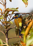 Plate-billed mountain toucan - closeup, La Planada Nature Reserve, Colombia Here it is, the treasure bird of La Planada Nature Reserve, the main reason for birders to visit, and thereby an important source of income.<br />
<br />
Within Colombia, The plate-billed mountain toucan is only found in the extreme south, in a tiny range of very wet cloud forests. <br />
<br />
On our last morning in La Planada Nature Reserve, we had our 3rd attempt of trying to find them. On the two days prior, we did hear them in the distance, but visibility was close to none. They are big, loud birds that move in pairs or even groups. So when in the right place, they aren't the hardest bird to discover. It is typical for them to attend the edge of a forest, moving to feed, and doing so loudly. Getting them in range, however, is harder, and was our main task ahead.<br />
<br />
As luck would have it, something magical happened. The "viewpoint" cleared up. We hadn't seen any sign of the sun in days, only thick white mist, but there it was. What was once plain white now revealed a beautiful deep forested valley several miles across. <br />
<br />
Now we could not only hear them, but also see them in the far distance, using binoculars. We counted six! The following hour was spent strategically luring them into our direction using well-timed playback. Sometimes they flew in the opposite direction, and we had to start all over again. <br />
<br />
Once within the 50 metres range, we tried to be smart and strategically wait out fruit trees we figured might be popular. But the birds aren't that simple minded, it seems. They do as they please. We had a good exercise running up and down hills at length to find small gaps in the canopy giving somewhat of a view.<br />
<br />
Ultimately, we captured 3 individuals, one of which is easy to recognize by its busted bill. Another interesting detail captured that is not always obvious from most photos is that plate-billed is to be taken literally. The "plate" really looks like somebody hammered a piece of wood to the side of the bill. <br />
<br />
I'll be sharing shots generously, including some that are "light-challenged". Simply because they are awesome birds and its a species worth documenting. They are under pressure due to their tiny range being fragmented, another threat is the pet trade. <br />
<br />
https://www.jungledragon.com/image/77510/plate-billed_mountain_toucan_-_first_sight_la_planada_nature_reserve_colombia.html<br />
https://www.jungledragon.com/image/77511/plate-billed_mountain_toucan_-_feeding_la_planada_nature_reserve_colombia.html<br />
https://www.jungledragon.com/image/77512/plate-billed_mountain_toucan_-_cleaning_la_planada_nature_reserve_colombia.html<br />
https://www.jungledragon.com/image/77513/plate-billed_mountain_toucan_-_frontal_la_planada_nature_reserve_colombia.html<br />
https://www.jungledragon.com/image/77514/plate-billed_mountain_toucan_-_canopy_la_planada_nature_reserve_colombia.html<br />
https://www.jungledragon.com/image/77516/plate-billed_mountain_toucan_-_pre-flight_la_planada_nature_reserve_colombia.html<br />
https://www.jungledragon.com/image/77517/plate-billed_mountain_toucan_-_close_perch_la_planada_nature_reserve_colombia.html<br />
https://www.jungledragon.com/image/77518/plate-billed_mountain_toucan_-_remote_perch_la_planada_nature_reserve_colombia.html<br />
https://www.jungledragon.com/image/77519/plate-billed_mountain_toucan_-_canopy_2_la_planada_nature_reserve_colombia.html<br />
https://www.jungledragon.com/image/77520/plate-billed_mountain_toucan_-_rocket_la_planada_nature_reserve_colombia.html<br />
https://www.jungledragon.com/image/77521/plate-billed_mountain_toucan_-_close_perch_frontal_la_planada_nature_reserve_colombia.html Andigena laminirostris,Colombia,Colombia 2018,Colombia South,Fall,Geotagged,La Planada Nature Reserve,Plate-billed mountain toucan,South America