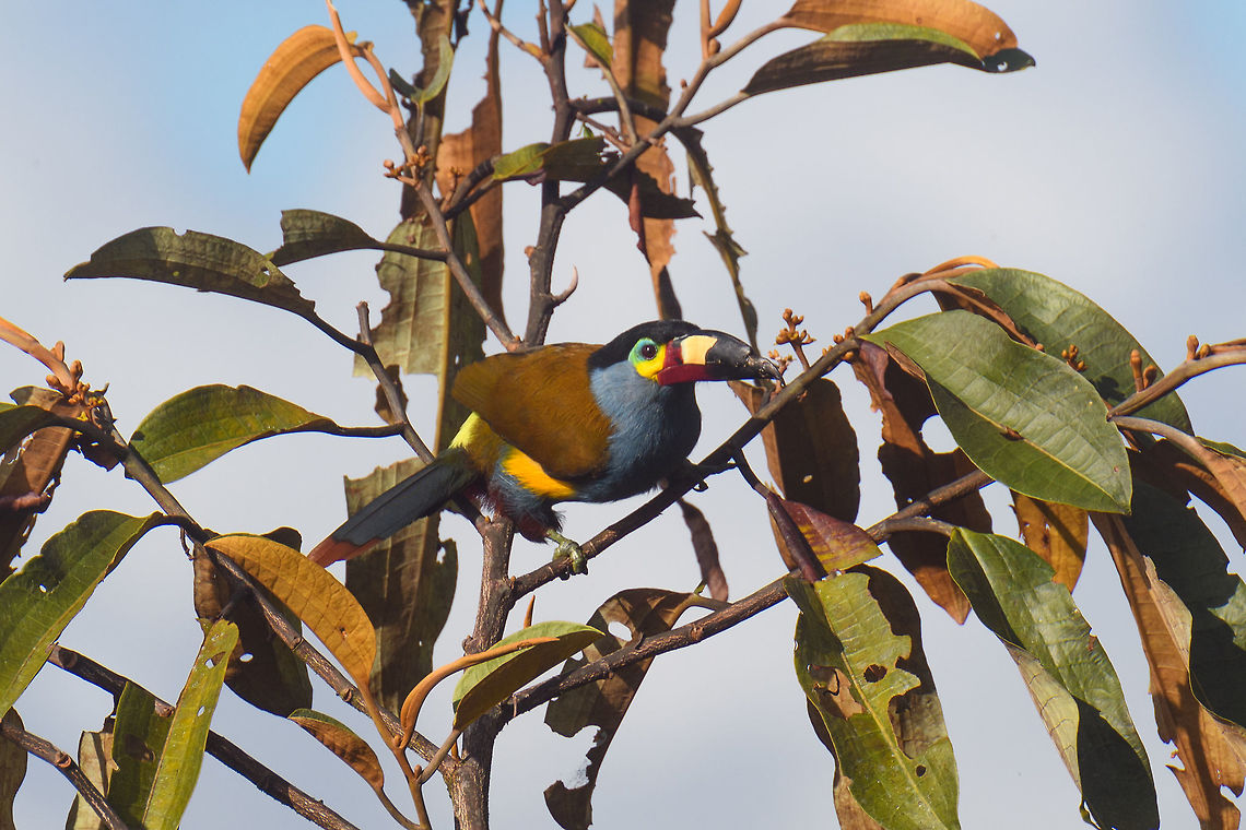 Plate-billed mountain toucan - pre-flight, La Planada Nature Reserve, Colombia Here it is, the treasure bird of La Planada Nature Reserve, the main reason for birders to visit, and thereby an important source of income.<br />
<br />
Within Colombia, The plate-billed mountain toucan is only found in the extreme south, in a tiny range of very wet cloud forests. <br />
<br />
On our last morning in La Planada Nature Reserve, we had our 3rd attempt of trying to find them. On the two days prior, we did hear them in the distance, but visibility was close to none. They are big, loud birds that move in pairs or even groups. So when in the right place, they aren't the hardest bird to discover. It is typical for them to attend the edge of a forest, moving to feed, and doing so loudly. Getting them in range, however, is harder, and was our main task ahead.<br />
<br />
As luck would have it, something magical happened. The "viewpoint" cleared up. We hadn't seen any sign of the sun in days, only thick white mist, but there it was. What was once plain white now revealed a beautiful deep forested valley several miles across. <br />
<br />
Now we could not only hear them, but also see them in the far distance, using binoculars. We counted six! The following hour was spent strategically luring them into our direction using well-timed playback. Sometimes they flew in the opposite direction, and we had to start all over again. <br />
<br />
Once within the 50 metres range, we tried to be smart and strategically wait out fruit trees we figured might be popular. But the birds aren't that simple minded, it seems. They do as they please. We had a good exercise running up and down hills at length to find small gaps in the canopy giving somewhat of a view.<br />
<br />
Ultimately, we captured 3 individuals, one of which is easy to recognize by its busted bill. Another interesting detail captured that is not always obvious from most photos is that plate-billed is to be taken literally. The "plate" really looks like somebody hammered a piece of wood to the side of the bill. <br />
<br />
I'll be sharing shots generously, including some that are "light-challenged". Simply because they are awesome birds and its a species worth documenting. They are under pressure due to their tiny range being fragmented, another threat is the pet trade. <br />
<br />
<figure class="photo"><a href="https://www.jungledragon.com/image/77510/plate-billed_mountain_toucan_-_first_sight_la_planada_nature_reserve_colombia.html" title="Plate-billed mountain toucan - first sight, La Planada Nature Reserve, Colombia"><img src="https://s3.amazonaws.com/media.jungledragon.com/images/2/77510_thumb.jpg?AWSAccessKeyId=05GMT0V3GWVNE7GGM1R2&Expires=1770854410&Signature=JQC2oQYapudm7ugOwc9zNYVRtJQ%3D" width="200" height="134" alt="Plate-billed mountain toucan - first sight, La Planada Nature Reserve, Colombia Here it is, the treasure bird of La Planada Nature Reserve, the main reason for birders to visit, and thereby an important source of income.<br />
<br />
Within Colombia, The plate-billed mountain toucan is only found in the extreme south, in a tiny range of very wet cloud forests. <br />
<br />
On our last morning in La Planada Nature Reserve, we had our 3rd attempt of trying to find them. On the two days prior, we did hear them in the distance, but visibility was close to none. They are big, loud birds that move in pairs or even groups. So when in the right place, they aren't the hardest bird to discover. It is typical for them to attend the edge of a forest, moving to feed, and doing so loudly. Getting them in range, however, is harder, and was our main task ahead.<br />
<br />
As luck would have it, something magical happened. The "viewpoint" cleared up. We hadn't seen any sign of the sun in days, only thick white mist, but there it was. What was once plain white now revealed a beautiful deep forested valley several miles across. <br />
<br />
Now we could not only hear them, but also see them in the far distance, using binoculars. We counted six! The following hour was spent strategically luring them into our direction using well-timed playback. Sometimes they flew in the opposite direction, and we had to start all over again. <br />
<br />
Once within the 50 metres range, we tried to be smart and strategically wait out fruit trees we figured might be popular. But the birds aren't that simple minded, it seems. They do as they please. We had a good exercise running up and down hills at length to find small gaps in the canopy giving somewhat of a view.<br />
<br />
Ultimately, we captured 3 individuals, one of which is easy to recognize by its busted bill. Another interesting detail captured that is not always obvious from most photos is that plate-billed is to be taken literally. The "plate" really looks like somebody hammered a piece of wood to the side of the bill. <br />
<br />
I'll be sharing shots generously, including some that are "light-challenged". Simply because they are awesome birds and its a species worth documenting. They are under pressure due to their tiny range being fragmented, another threat is the pet trade. <br />
<br />
https://www.jungledragon.com/image/77511/plate-billed_mountain_toucan_-_feeding_la_planada_nature_reserve_colombia.html<br />
https://www.jungledragon.com/image/77512/plate-billed_mountain_toucan_-_cleaning_la_planada_nature_reserve_colombia.html<br />
https://www.jungledragon.com/image/77513/plate-billed_mountain_toucan_-_frontal_la_planada_nature_reserve_colombia.html<br />
https://www.jungledragon.com/image/77514/plate-billed_mountain_toucan_-_canopy_la_planada_nature_reserve_colombia.html<br />
https://www.jungledragon.com/image/77515/plate-billed_mountain_toucan_-_closeup_la_planada_nature_reserve_colombia.html<br />
https://www.jungledragon.com/image/77516/plate-billed_mountain_toucan_-_pre-flight_la_planada_nature_reserve_colombia.html<br />
https://www.jungledragon.com/image/77517/plate-billed_mountain_toucan_-_close_perch_la_planada_nature_reserve_colombia.html<br />
https://www.jungledragon.com/image/77518/plate-billed_mountain_toucan_-_remote_perch_la_planada_nature_reserve_colombia.html<br />
https://www.jungledragon.com/image/77519/plate-billed_mountain_toucan_-_canopy_2_la_planada_nature_reserve_colombia.html<br />
https://www.jungledragon.com/image/77520/plate-billed_mountain_toucan_-_rocket_la_planada_nature_reserve_colombia.html<br />
https://www.jungledragon.com/image/77521/plate-billed_mountain_toucan_-_close_perch_frontal_la_planada_nature_reserve_colombia.html Andigena laminirostris,Colombia,Colombia 2018,Colombia South,Fall,Geotagged,La Planada Nature Reserve,Plate-billed mountain toucan,South America" /></a></figure><br />
<figure class="photo"><a href="https://www.jungledragon.com/image/77511/plate-billed_mountain_toucan_-_feeding_la_planada_nature_reserve_colombia.html" title="Plate-billed mountain toucan - feeding, La Planada Nature Reserve, Colombia"><img src="https://s3.amazonaws.com/media.jungledragon.com/images/2/77511_thumb.jpg?AWSAccessKeyId=05GMT0V3GWVNE7GGM1R2&Expires=1770854410&Signature=PLNO7UEaCybc%2F4AFFTksISTJh0Q%3D" width="200" height="134" alt="Plate-billed mountain toucan - feeding, La Planada Nature Reserve, Colombia Here it is, the treasure bird of La Planada Nature Reserve, the main reason for birders to visit, and thereby an important source of income.<br />
<br />
Within Colombia, The plate-billed mountain toucan is only found in the extreme south, in a tiny range of very wet cloud forests. <br />
<br />
On our last morning in La Planada Nature Reserve, we had our 3rd attempt of trying to find them. On the two days prior, we did hear them in the distance, but visibility was close to none. They are big, loud birds that move in pairs or even groups. So when in the right place, they aren't the hardest bird to discover. It is typical for them to attend the edge of a forest, moving to feed, and doing so loudly. Getting them in range, however, is harder, and was our main task ahead.<br />
<br />
As luck would have it, something magical happened. The "viewpoint" cleared up. We hadn't seen any sign of the sun in days, only thick white mist, but there it was. What was once plain white now revealed a beautiful deep forested valley several miles across. <br />
<br />
Now we could not only hear them, but also see them in the far distance, using binoculars. We counted six! The following hour was spent strategically luring them into our direction using well-timed playback. Sometimes they flew in the opposite direction, and we had to start all over again. <br />
<br />
Once within the 50 metres range, we tried to be smart and strategically wait out fruit trees we figured might be popular. But the birds aren't that simple minded, it seems. They do as they please. We had a good exercise running up and down hills at length to find small gaps in the canopy giving somewhat of a view.<br />
<br />
Ultimately, we captured 3 individuals, one of which is easy to recognize by its busted bill. Another interesting detail captured that is not always obvious from most photos is that plate-billed is to be taken literally. The "plate" really looks like somebody hammered a piece of wood to the side of the bill. <br />
<br />
I'll be sharing shots generously, including some that are "light-challenged". Simply because they are awesome birds and its a species worth documenting. They are under pressure due to their tiny range being fragmented, another threat is the pet trade. <br />
<br />
https://www.jungledragon.com/image/77510/plate-billed_mountain_toucan_-_first_sight_la_planada_nature_reserve_colombia.html<br />
https://www.jungledragon.com/image/77512/plate-billed_mountain_toucan_-_cleaning_la_planada_nature_reserve_colombia.html<br />
https://www.jungledragon.com/image/77513/plate-billed_mountain_toucan_-_frontal_la_planada_nature_reserve_colombia.html<br />
https://www.jungledragon.com/image/77514/plate-billed_mountain_toucan_-_canopy_la_planada_nature_reserve_colombia.html<br />
https://www.jungledragon.com/image/77515/plate-billed_mountain_toucan_-_closeup_la_planada_nature_reserve_colombia.html<br />
https://www.jungledragon.com/image/77516/plate-billed_mountain_toucan_-_pre-flight_la_planada_nature_reserve_colombia.html<br />
https://www.jungledragon.com/image/77517/plate-billed_mountain_toucan_-_close_perch_la_planada_nature_reserve_colombia.html<br />
https://www.jungledragon.com/image/77518/plate-billed_mountain_toucan_-_remote_perch_la_planada_nature_reserve_colombia.html<br />
https://www.jungledragon.com/image/77519/plate-billed_mountain_toucan_-_canopy_2_la_planada_nature_reserve_colombia.html<br />
https://www.jungledragon.com/image/77520/plate-billed_mountain_toucan_-_rocket_la_planada_nature_reserve_colombia.html<br />
https://www.jungledragon.com/image/77521/plate-billed_mountain_toucan_-_close_perch_frontal_la_planada_nature_reserve_colombia.html Andigena laminirostris,Colombia,Colombia 2018,Colombia South,La Planada Nature Reserve,Plate-billed mountain toucan,South America" /></a></figure><br />
<figure class="photo"><a href="https://www.jungledragon.com/image/77512/plate-billed_mountain_toucan_-_cleaning_la_planada_nature_reserve_colombia.html" title="Plate-billed mountain toucan - cleaning, La Planada Nature Reserve, Colombia"><img src="https://s3.amazonaws.com/media.jungledragon.com/images/2/77512_thumb.jpg?AWSAccessKeyId=05GMT0V3GWVNE7GGM1R2&Expires=1770854410&Signature=oQG6zJitTfvWyUf9mO5nPB2cl3Y%3D" width="200" height="134" alt="Plate-billed mountain toucan - cleaning, La Planada Nature Reserve, Colombia Here it is, the treasure bird of La Planada Nature Reserve, the main reason for birders to visit, and thereby an important source of income.<br />
<br />
Within Colombia, The plate-billed mountain toucan is only found in the extreme south, in a tiny range of very wet cloud forests. <br />
<br />
On our last morning in La Planada Nature Reserve, we had our 3rd attempt of trying to find them. On the two days prior, we did hear them in the distance, but visibility was close to none. They are big, loud birds that move in pairs or even groups. So when in the right place, they aren't the hardest bird to discover. It is typical for them to attend the edge of a forest, moving to feed, and doing so loudly. Getting them in range, however, is harder, and was our main task ahead.<br />
<br />
As luck would have it, something magical happened. The "viewpoint" cleared up. We hadn't seen any sign of the sun in days, only thick white mist, but there it was. What was once plain white now revealed a beautiful deep forested valley several miles across. <br />
<br />
Now we could not only hear them, but also see them in the far distance, using binoculars. We counted six! The following hour was spent strategically luring them into our direction using well-timed playback. Sometimes they flew in the opposite direction, and we had to start all over again. <br />
<br />
Once within the 50 metres range, we tried to be smart and strategically wait out fruit trees we figured might be popular. But the birds aren't that simple minded, it seems. They do as they please. We had a good exercise running up and down hills at length to find small gaps in the canopy giving somewhat of a view.<br />
<br />
Ultimately, we captured 3 individuals, one of which is easy to recognize by its busted bill. Another interesting detail captured that is not always obvious from most photos is that plate-billed is to be taken literally. The "plate" really looks like somebody hammered a piece of wood to the side of the bill. <br />
<br />
I'll be sharing shots generously, including some that are "light-challenged". Simply because they are awesome birds and its a species worth documenting. They are under pressure due to their tiny range being fragmented, another threat is the pet trade. <br />
<br />
https://www.jungledragon.com/image/77510/plate-billed_mountain_toucan_-_first_sight_la_planada_nature_reserve_colombia.html<br />
https://www.jungledragon.com/image/77511/plate-billed_mountain_toucan_-_feeding_la_planada_nature_reserve_colombia.html<br />
https://www.jungledragon.com/image/77513/plate-billed_mountain_toucan_-_frontal_la_planada_nature_reserve_colombia.html<br />
https://www.jungledragon.com/image/77514/plate-billed_mountain_toucan_-_canopy_la_planada_nature_reserve_colombia.html<br />
https://www.jungledragon.com/image/77515/plate-billed_mountain_toucan_-_closeup_la_planada_nature_reserve_colombia.html<br />
https://www.jungledragon.com/image/77516/plate-billed_mountain_toucan_-_pre-flight_la_planada_nature_reserve_colombia.html<br />
https://www.jungledragon.com/image/77517/plate-billed_mountain_toucan_-_close_perch_la_planada_nature_reserve_colombia.html<br />
https://www.jungledragon.com/image/77518/plate-billed_mountain_toucan_-_remote_perch_la_planada_nature_reserve_colombia.html<br />
https://www.jungledragon.com/image/77519/plate-billed_mountain_toucan_-_canopy_2_la_planada_nature_reserve_colombia.html<br />
https://www.jungledragon.com/image/77520/plate-billed_mountain_toucan_-_rocket_la_planada_nature_reserve_colombia.html<br />
https://www.jungledragon.com/image/77521/plate-billed_mountain_toucan_-_close_perch_frontal_la_planada_nature_reserve_colombia.html Andigena laminirostris,Colombia,Colombia 2018,Colombia South,Fall,Geotagged,La Planada Nature Reserve,Plate-billed mountain toucan,South America" /></a></figure><br />
<figure class="photo"><a href="https://www.jungledragon.com/image/77513/plate-billed_mountain_toucan_-_frontal_la_planada_nature_reserve_colombia.html" title="Plate-billed mountain toucan - frontal, La Planada Nature Reserve, Colombia"><img src="https://s3.amazonaws.com/media.jungledragon.com/images/2/77513_thumb.jpg?AWSAccessKeyId=05GMT0V3GWVNE7GGM1R2&Expires=1770854410&Signature=C%2BETb6UedFych4V%2BmPgI%2FFoz9TQ%3D" width="102" height="152" alt="Plate-billed mountain toucan - frontal, La Planada Nature Reserve, Colombia Here it is, the treasure bird of La Planada Nature Reserve, the main reason for birders to visit, and thereby an important source of income.<br />
<br />
Within Colombia, The plate-billed mountain toucan is only found in the extreme south, in a tiny range of very wet cloud forests. <br />
<br />
On our last morning in La Planada Nature Reserve, we had our 3rd attempt of trying to find them. On the two days prior, we did hear them in the distance, but visibility was close to none. They are big, loud birds that move in pairs or even groups. So when in the right place, they aren't the hardest bird to discover. It is typical for them to attend the edge of a forest, moving to feed, and doing so loudly. Getting them in range, however, is harder, and was our main task ahead.<br />
<br />
As luck would have it, something magical happened. The "viewpoint" cleared up. We hadn't seen any sign of the sun in days, only thick white mist, but there it was. What was once plain white now revealed a beautiful deep forested valley several miles across. <br />
<br />
Now we could not only hear them, but also see them in the far distance, using binoculars. We counted six! The following hour was spent strategically luring them into our direction using well-timed playback. Sometimes they flew in the opposite direction, and we had to start all over again. <br />
<br />
Once within the 50 metres range, we tried to be smart and strategically wait out fruit trees we figured might be popular. But the birds aren't that simple minded, it seems. They do as they please. We had a good exercise running up and down hills at length to find small gaps in the canopy giving somewhat of a view.<br />
<br />
Ultimately, we captured 3 individuals, one of which is easy to recognize by its busted bill. Another interesting detail captured that is not always obvious from most photos is that plate-billed is to be taken literally. The "plate" really looks like somebody hammered a piece of wood to the side of the bill. <br />
<br />
I'll be sharing shots generously, including some that are "light-challenged". Simply because they are awesome birds and its a species worth documenting. They are under pressure due to their tiny range being fragmented, another threat is the pet trade. <br />
<br />
https://www.jungledragon.com/image/77510/plate-billed_mountain_toucan_-_first_sight_la_planada_nature_reserve_colombia.html<br />
https://www.jungledragon.com/image/77511/plate-billed_mountain_toucan_-_feeding_la_planada_nature_reserve_colombia.html<br />
https://www.jungledragon.com/image/77512/plate-billed_mountain_toucan_-_cleaning_la_planada_nature_reserve_colombia.html<br />
https://www.jungledragon.com/image/77514/plate-billed_mountain_toucan_-_canopy_la_planada_nature_reserve_colombia.html<br />
https://www.jungledragon.com/image/77515/plate-billed_mountain_toucan_-_closeup_la_planada_nature_reserve_colombia.html<br />
https://www.jungledragon.com/image/77516/plate-billed_mountain_toucan_-_pre-flight_la_planada_nature_reserve_colombia.html<br />
https://www.jungledragon.com/image/77517/plate-billed_mountain_toucan_-_close_perch_la_planada_nature_reserve_colombia.html<br />
https://www.jungledragon.com/image/77518/plate-billed_mountain_toucan_-_remote_perch_la_planada_nature_reserve_colombia.html<br />
https://www.jungledragon.com/image/77519/plate-billed_mountain_toucan_-_canopy_2_la_planada_nature_reserve_colombia.html<br />
https://www.jungledragon.com/image/77520/plate-billed_mountain_toucan_-_rocket_la_planada_nature_reserve_colombia.html<br />
https://www.jungledragon.com/image/77521/plate-billed_mountain_toucan_-_close_perch_frontal_la_planada_nature_reserve_colombia.html Andigena laminirostris,Colombia,Colombia 2018,Colombia South,Fall,Geotagged,La Planada Nature Reserve,Plate-billed mountain toucan,South America" /></a></figure><br />
<figure class="photo"><a href="https://www.jungledragon.com/image/77514/plate-billed_mountain_toucan_-_canopy_la_planada_nature_reserve_colombia.html" title="Plate-billed mountain toucan - canopy, La Planada Nature Reserve, Colombia"><img src="https://s3.amazonaws.com/media.jungledragon.com/images/2/77514_thumb.jpg?AWSAccessKeyId=05GMT0V3GWVNE7GGM1R2&Expires=1770854410&Signature=cWkKT68vuqIo96nYVWv3O5gRcos%3D" width="200" height="134" alt="Plate-billed mountain toucan - canopy, La Planada Nature Reserve, Colombia Here it is, the treasure bird of La Planada Nature Reserve, the main reason for birders to visit, and thereby an important source of income.<br />
<br />
Within Colombia, The plate-billed mountain toucan is only found in the extreme south, in a tiny range of very wet cloud forests. <br />
<br />
On our last morning in La Planada Nature Reserve, we had our 3rd attempt of trying to find them. On the two days prior, we did hear them in the distance, but visibility was close to none. They are big, loud birds that move in pairs or even groups. So when in the right place, they aren't the hardest bird to discover. It is typical for them to attend the edge of a forest, moving to feed, and doing so loudly. Getting them in range, however, is harder, and was our main task ahead.<br />
<br />
As luck would have it, something magical happened. The "viewpoint" cleared up. We hadn't seen any sign of the sun in days, only thick white mist, but there it was. What was once plain white now revealed a beautiful deep forested valley several miles across. <br />
<br />
Now we could not only hear them, but also see them in the far distance, using binoculars. We counted six! The following hour was spent strategically luring them into our direction using well-timed playback. Sometimes they flew in the opposite direction, and we had to start all over again. <br />
<br />
Once within the 50 metres range, we tried to be smart and strategically wait out fruit trees we figured might be popular. But the birds aren't that simple minded, it seems. They do as they please. We had a good exercise running up and down hills at length to find small gaps in the canopy giving somewhat of a view.<br />
<br />
Ultimately, we captured 3 individuals, one of which is easy to recognize by its busted bill. Another interesting detail captured that is not always obvious from most photos is that plate-billed is to be taken literally. The "plate" really looks like somebody hammered a piece of wood to the side of the bill. <br />
<br />
I'll be sharing shots generously, including some that are "light-challenged". Simply because they are awesome birds and its a species worth documenting. They are under pressure due to their tiny range being fragmented, another threat is the pet trade. <br />
<br />
https://www.jungledragon.com/image/77510/plate-billed_mountain_toucan_-_first_sight_la_planada_nature_reserve_colombia.html<br />
https://www.jungledragon.com/image/77511/plate-billed_mountain_toucan_-_feeding_la_planada_nature_reserve_colombia.html<br />
https://www.jungledragon.com/image/77512/plate-billed_mountain_toucan_-_cleaning_la_planada_nature_reserve_colombia.html<br />
https://www.jungledragon.com/image/77513/plate-billed_mountain_toucan_-_frontal_la_planada_nature_reserve_colombia.html<br />
https://www.jungledragon.com/image/77515/plate-billed_mountain_toucan_-_closeup_la_planada_nature_reserve_colombia.html<br />
https://www.jungledragon.com/image/77516/plate-billed_mountain_toucan_-_pre-flight_la_planada_nature_reserve_colombia.html<br />
https://www.jungledragon.com/image/77517/plate-billed_mountain_toucan_-_close_perch_la_planada_nature_reserve_colombia.html<br />
https://www.jungledragon.com/image/77518/plate-billed_mountain_toucan_-_remote_perch_la_planada_nature_reserve_colombia.html<br />
https://www.jungledragon.com/image/77519/plate-billed_mountain_toucan_-_canopy_2_la_planada_nature_reserve_colombia.html<br />
https://www.jungledragon.com/image/77520/plate-billed_mountain_toucan_-_rocket_la_planada_nature_reserve_colombia.html<br />
https://www.jungledragon.com/image/77521/plate-billed_mountain_toucan_-_close_perch_frontal_la_planada_nature_reserve_colombia.html Andigena laminirostris,Colombia,Colombia 2018,Colombia South,Fall,Geotagged,La Planada Nature Reserve,Plate-billed mountain toucan,South America" /></a></figure><br />
<figure class="photo"><a href="https://www.jungledragon.com/image/77515/plate-billed_mountain_toucan_-_closeup_la_planada_nature_reserve_colombia.html" title="Plate-billed mountain toucan - closeup, La Planada Nature Reserve, Colombia"><img src="https://s3.amazonaws.com/media.jungledragon.com/images/2/77515_thumb.jpg?AWSAccessKeyId=05GMT0V3GWVNE7GGM1R2&Expires=1770854410&Signature=Tj8ZowrbM2EeWzU9U%2Faf%2FaN7g4Q%3D" width="112" height="152" alt="Plate-billed mountain toucan - closeup, La Planada Nature Reserve, Colombia Here it is, the treasure bird of La Planada Nature Reserve, the main reason for birders to visit, and thereby an important source of income.<br />
<br />
Within Colombia, The plate-billed mountain toucan is only found in the extreme south, in a tiny range of very wet cloud forests. <br />
<br />
On our last morning in La Planada Nature Reserve, we had our 3rd attempt of trying to find them. On the two days prior, we did hear them in the distance, but visibility was close to none. They are big, loud birds that move in pairs or even groups. So when in the right place, they aren't the hardest bird to discover. It is typical for them to attend the edge of a forest, moving to feed, and doing so loudly. Getting them in range, however, is harder, and was our main task ahead.<br />
<br />
As luck would have it, something magical happened. The "viewpoint" cleared up. We hadn't seen any sign of the sun in days, only thick white mist, but there it was. What was once plain white now revealed a beautiful deep forested valley several miles across. <br />
<br />
Now we could not only hear them, but also see them in the far distance, using binoculars. We counted six! The following hour was spent strategically luring them into our direction using well-timed playback. Sometimes they flew in the opposite direction, and we had to start all over again. <br />
<br />
Once within the 50 metres range, we tried to be smart and strategically wait out fruit trees we figured might be popular. But the birds aren't that simple minded, it seems. They do as they please. We had a good exercise running up and down hills at length to find small gaps in the canopy giving somewhat of a view.<br />
<br />
Ultimately, we captured 3 individuals, one of which is easy to recognize by its busted bill. Another interesting detail captured that is not always obvious from most photos is that plate-billed is to be taken literally. The "plate" really looks like somebody hammered a piece of wood to the side of the bill. <br />
<br />
I'll be sharing shots generously, including some that are "light-challenged". Simply because they are awesome birds and its a species worth documenting. They are under pressure due to their tiny range being fragmented, another threat is the pet trade. <br />
<br />
https://www.jungledragon.com/image/77510/plate-billed_mountain_toucan_-_first_sight_la_planada_nature_reserve_colombia.html<br />
https://www.jungledragon.com/image/77511/plate-billed_mountain_toucan_-_feeding_la_planada_nature_reserve_colombia.html<br />
https://www.jungledragon.com/image/77512/plate-billed_mountain_toucan_-_cleaning_la_planada_nature_reserve_colombia.html<br />
https://www.jungledragon.com/image/77513/plate-billed_mountain_toucan_-_frontal_la_planada_nature_reserve_colombia.html<br />
https://www.jungledragon.com/image/77514/plate-billed_mountain_toucan_-_canopy_la_planada_nature_reserve_colombia.html<br />
https://www.jungledragon.com/image/77516/plate-billed_mountain_toucan_-_pre-flight_la_planada_nature_reserve_colombia.html<br />
https://www.jungledragon.com/image/77517/plate-billed_mountain_toucan_-_close_perch_la_planada_nature_reserve_colombia.html<br />
https://www.jungledragon.com/image/77518/plate-billed_mountain_toucan_-_remote_perch_la_planada_nature_reserve_colombia.html<br />
https://www.jungledragon.com/image/77519/plate-billed_mountain_toucan_-_canopy_2_la_planada_nature_reserve_colombia.html<br />
https://www.jungledragon.com/image/77520/plate-billed_mountain_toucan_-_rocket_la_planada_nature_reserve_colombia.html<br />
https://www.jungledragon.com/image/77521/plate-billed_mountain_toucan_-_close_perch_frontal_la_planada_nature_reserve_colombia.html Andigena laminirostris,Colombia,Colombia 2018,Colombia South,Fall,Geotagged,La Planada Nature Reserve,Plate-billed mountain toucan,South America" /></a></figure><br />
<figure class="photo"><a href="https://www.jungledragon.com/image/77517/plate-billed_mountain_toucan_-_close_perch_la_planada_nature_reserve_colombia.html" title="Plate-billed mountain toucan - close perch, La Planada Nature Reserve, Colombia"><img src="https://s3.amazonaws.com/media.jungledragon.com/images/2/77517_thumb.jpg?AWSAccessKeyId=05GMT0V3GWVNE7GGM1R2&Expires=1770854410&Signature=cs4dQWD7fo83uKHR8aWbzleGdxE%3D" width="200" height="198" alt="Plate-billed mountain toucan - close perch, La Planada Nature Reserve, Colombia Here it is, the treasure bird of La Planada Nature Reserve, the main reason for birders to visit, and thereby an important source of income.<br />
<br />
Within Colombia, The plate-billed mountain toucan is only found in the extreme south, in a tiny range of very wet cloud forests. <br />
<br />
On our last morning in La Planada Nature Reserve, we had our 3rd attempt of trying to find them. On the two days prior, we did hear them in the distance, but visibility was close to none. They are big, loud birds that move in pairs or even groups. So when in the right place, they aren't the hardest bird to discover. It is typical for them to attend the edge of a forest, moving to feed, and doing so loudly. Getting them in range, however, is harder, and was our main task ahead.<br />
<br />
As luck would have it, something magical happened. The "viewpoint" cleared up. We hadn't seen any sign of the sun in days, only thick white mist, but there it was. What was once plain white now revealed a beautiful deep forested valley several miles across. <br />
<br />
Now we could not only hear them, but also see them in the far distance, using binoculars. We counted six! The following hour was spent strategically luring them into our direction using well-timed playback. Sometimes they flew in the opposite direction, and we had to start all over again. <br />
<br />
Once within the 50 metres range, we tried to be smart and strategically wait out fruit trees we figured might be popular. But the birds aren't that simple minded, it seems. They do as they please. We had a good exercise running up and down hills at length to find small gaps in the canopy giving somewhat of a view.<br />
<br />
Ultimately, we captured 3 individuals, one of which is easy to recognize by its busted bill. Another interesting detail captured that is not always obvious from most photos is that plate-billed is to be taken literally. The "plate" really looks like somebody hammered a piece of wood to the side of the bill. <br />
<br />
I'll be sharing shots generously, including some that are "light-challenged". Simply because they are awesome birds and its a species worth documenting. They are under pressure due to their tiny range being fragmented, another threat is the pet trade. <br />
<br />
https://www.jungledragon.com/image/77510/plate-billed_mountain_toucan_-_first_sight_la_planada_nature_reserve_colombia.html<br />
https://www.jungledragon.com/image/77511/plate-billed_mountain_toucan_-_feeding_la_planada_nature_reserve_colombia.html<br />
https://www.jungledragon.com/image/77512/plate-billed_mountain_toucan_-_cleaning_la_planada_nature_reserve_colombia.html<br />
https://www.jungledragon.com/image/77513/plate-billed_mountain_toucan_-_frontal_la_planada_nature_reserve_colombia.html<br />
https://www.jungledragon.com/image/77514/plate-billed_mountain_toucan_-_canopy_la_planada_nature_reserve_colombia.html<br />
https://www.jungledragon.com/image/77515/plate-billed_mountain_toucan_-_closeup_la_planada_nature_reserve_colombia.html<br />
https://www.jungledragon.com/image/77516/plate-billed_mountain_toucan_-_pre-flight_la_planada_nature_reserve_colombia.html<br />
https://www.jungledragon.com/image/77518/plate-billed_mountain_toucan_-_remote_perch_la_planada_nature_reserve_colombia.html<br />
https://www.jungledragon.com/image/77519/plate-billed_mountain_toucan_-_canopy_2_la_planada_nature_reserve_colombia.html<br />
https://www.jungledragon.com/image/77520/plate-billed_mountain_toucan_-_rocket_la_planada_nature_reserve_colombia.html<br />
https://www.jungledragon.com/image/77521/plate-billed_mountain_toucan_-_close_perch_frontal_la_planada_nature_reserve_colombia.html Andigena laminirostris,Colombia,Colombia 2018,Colombia South,Fall,Geotagged,La Planada Nature Reserve,Plate-billed mountain toucan,South America" /></a></figure><br />
<figure class="photo"><a href="https://www.jungledragon.com/image/77518/plate-billed_mountain_toucan_-_remote_perch_la_planada_nature_reserve_colombia.html" title="Plate-billed mountain toucan - remote perch, La Planada Nature Reserve, Colombia"><img src="https://s3.amazonaws.com/media.jungledragon.com/images/2/77518_thumb.jpg?AWSAccessKeyId=05GMT0V3GWVNE7GGM1R2&Expires=1770854410&Signature=YvnmAMix6Z6Vc65td97gyQo4wRE%3D" width="200" height="134" alt="Plate-billed mountain toucan - remote perch, La Planada Nature Reserve, Colombia Here it is, the treasure bird of La Planada Nature Reserve, the main reason for birders to visit, and thereby an important source of income.<br />
<br />
Within Colombia, The plate-billed mountain toucan is only found in the extreme south, in a tiny range of very wet cloud forests. <br />
<br />
On our last morning in La Planada Nature Reserve, we had our 3rd attempt of trying to find them. On the two days prior, we did hear them in the distance, but visibility was close to none. They are big, loud birds that move in pairs or even groups. So when in the right place, they aren't the hardest bird to discover. It is typical for them to attend the edge of a forest, moving to feed, and doing so loudly. Getting them in range, however, is harder, and was our main task ahead.<br />
<br />
As luck would have it, something magical happened. The "viewpoint" cleared up. We hadn't seen any sign of the sun in days, only thick white mist, but there it was. What was once plain white now revealed a beautiful deep forested valley several miles across. <br />
<br />
Now we could not only hear them, but also see them in the far distance, using binoculars. We counted six! The following hour was spent strategically luring them into our direction using well-timed playback. Sometimes they flew in the opposite direction, and we had to start all over again. <br />
<br />
Once within the 50 metres range, we tried to be smart and strategically wait out fruit trees we figured might be popular. But the birds aren't that simple minded, it seems. They do as they please. We had a good exercise running up and down hills at length to find small gaps in the canopy giving somewhat of a view.<br />
<br />
Ultimately, we captured 3 individuals, one of which is easy to recognize by its busted bill. Another interesting detail captured that is not always obvious from most photos is that plate-billed is to be taken literally. The "plate" really looks like somebody hammered a piece of wood to the side of the bill. <br />
<br />
I'll be sharing shots generously, including some that are "light-challenged". Simply because they are awesome birds and its a species worth documenting. They are under pressure due to their tiny range being fragmented, another threat is the pet trade. <br />
<br />
https://www.jungledragon.com/image/77510/plate-billed_mountain_toucan_-_first_sight_la_planada_nature_reserve_colombia.html<br />
https://www.jungledragon.com/image/77511/plate-billed_mountain_toucan_-_feeding_la_planada_nature_reserve_colombia.html<br />
https://www.jungledragon.com/image/77512/plate-billed_mountain_toucan_-_cleaning_la_planada_nature_reserve_colombia.html<br />
https://www.jungledragon.com/image/77513/plate-billed_mountain_toucan_-_frontal_la_planada_nature_reserve_colombia.html<br />
https://www.jungledragon.com/image/77514/plate-billed_mountain_toucan_-_canopy_la_planada_nature_reserve_colombia.html<br />
https://www.jungledragon.com/image/77515/plate-billed_mountain_toucan_-_closeup_la_planada_nature_reserve_colombia.html<br />
https://www.jungledragon.com/image/77516/plate-billed_mountain_toucan_-_pre-flight_la_planada_nature_reserve_colombia.html<br />
https://www.jungledragon.com/image/77517/plate-billed_mountain_toucan_-_close_perch_la_planada_nature_reserve_colombia.html<br />
https://www.jungledragon.com/image/77519/plate-billed_mountain_toucan_-_canopy_2_la_planada_nature_reserve_colombia.html<br />
https://www.jungledragon.com/image/77520/plate-billed_mountain_toucan_-_rocket_la_planada_nature_reserve_colombia.html<br />
https://www.jungledragon.com/image/77521/plate-billed_mountain_toucan_-_close_perch_frontal_la_planada_nature_reserve_colombia.html Andigena laminirostris,Colombia,Colombia 2018,Colombia South,Fall,Geotagged,La Planada Nature Reserve,Plate-billed mountain toucan,South America" /></a></figure><br />
<figure class="photo"><a href="https://www.jungledragon.com/image/77519/plate-billed_mountain_toucan_-_canopy_2_la_planada_nature_reserve_colombia.html" title="Plate-billed mountain toucan - canopy 2, La Planada Nature Reserve, Colombia"><img src="https://s3.amazonaws.com/media.jungledragon.com/images/2/77519_thumb.jpg?AWSAccessKeyId=05GMT0V3GWVNE7GGM1R2&Expires=1770854410&Signature=YPVC340VIdX3ziufcigUnJ7BDL4%3D" width="200" height="134" alt="Plate-billed mountain toucan - canopy 2, La Planada Nature Reserve, Colombia Here it is, the treasure bird of La Planada Nature Reserve, the main reason for birders to visit, and thereby an important source of income.<br />
<br />
Within Colombia, The plate-billed mountain toucan is only found in the extreme south, in a tiny range of very wet cloud forests. <br />
<br />
On our last morning in La Planada Nature Reserve, we had our 3rd attempt of trying to find them. On the two days prior, we did hear them in the distance, but visibility was close to none. They are big, loud birds that move in pairs or even groups. So when in the right place, they aren't the hardest bird to discover. It is typical for them to attend the edge of a forest, moving to feed, and doing so loudly. Getting them in range, however, is harder, and was our main task ahead.<br />
<br />
As luck would have it, something magical happened. The "viewpoint" cleared up. We hadn't seen any sign of the sun in days, only thick white mist, but there it was. What was once plain white now revealed a beautiful deep forested valley several miles across. <br />
<br />
Now we could not only hear them, but also see them in the far distance, using binoculars. We counted six! The following hour was spent strategically luring them into our direction using well-timed playback. Sometimes they flew in the opposite direction, and we had to start all over again. <br />
<br />
Once within the 50 metres range, we tried to be smart and strategically wait out fruit trees we figured might be popular. But the birds aren't that simple minded, it seems. They do as they please. We had a good exercise running up and down hills at length to find small gaps in the canopy giving somewhat of a view.<br />
<br />
Ultimately, we captured 3 individuals, one of which is easy to recognize by its busted bill. Another interesting detail captured that is not always obvious from most photos is that plate-billed is to be taken literally. The "plate" really looks like somebody hammered a piece of wood to the side of the bill. <br />
<br />
I'll be sharing shots generously, including some that are "light-challenged". Simply because they are awesome birds and its a species worth documenting. They are under pressure due to their tiny range being fragmented, another threat is the pet trade. <br />
<br />
https://www.jungledragon.com/image/77510/plate-billed_mountain_toucan_-_first_sight_la_planada_nature_reserve_colombia.html<br />
https://www.jungledragon.com/image/77511/plate-billed_mountain_toucan_-_feeding_la_planada_nature_reserve_colombia.html<br />
https://www.jungledragon.com/image/77512/plate-billed_mountain_toucan_-_cleaning_la_planada_nature_reserve_colombia.html<br />
https://www.jungledragon.com/image/77513/plate-billed_mountain_toucan_-_frontal_la_planada_nature_reserve_colombia.html<br />
https://www.jungledragon.com/image/77514/plate-billed_mountain_toucan_-_canopy_la_planada_nature_reserve_colombia.html<br />
https://www.jungledragon.com/image/77515/plate-billed_mountain_toucan_-_closeup_la_planada_nature_reserve_colombia.html<br />
https://www.jungledragon.com/image/77516/plate-billed_mountain_toucan_-_pre-flight_la_planada_nature_reserve_colombia.html<br />
https://www.jungledragon.com/image/77517/plate-billed_mountain_toucan_-_close_perch_la_planada_nature_reserve_colombia.html<br />
https://www.jungledragon.com/image/77518/plate-billed_mountain_toucan_-_remote_perch_la_planada_nature_reserve_colombia.html<br />
https://www.jungledragon.com/image/77520/plate-billed_mountain_toucan_-_rocket_la_planada_nature_reserve_colombia.html<br />
https://www.jungledragon.com/image/77521/plate-billed_mountain_toucan_-_close_perch_frontal_la_planada_nature_reserve_colombia.html Andigena laminirostris,Colombia,Colombia 2018,Colombia South,Fall,Geotagged,La Planada Nature Reserve,Plate-billed mountain toucan,South America" /></a></figure><br />
<figure class="photo"><a href="https://www.jungledragon.com/image/77520/plate-billed_mountain_toucan_-_rocket_la_planada_nature_reserve_colombia.html" title="Plate-billed mountain toucan - rocket, La Planada Nature Reserve, Colombia"><img src="https://s3.amazonaws.com/media.jungledragon.com/images/2/77520_thumb.jpg?AWSAccessKeyId=05GMT0V3GWVNE7GGM1R2&Expires=1770854410&Signature=ip3Rry%2FX1HrAdX%2FVUb5LDoj1qjw%3D" width="200" height="134" alt="Plate-billed mountain toucan - rocket, La Planada Nature Reserve, Colombia Here it is, the treasure bird of La Planada Nature Reserve, the main reason for birders to visit, and thereby an important source of income.<br />
<br />
Within Colombia, The plate-billed mountain toucan is only found in the extreme south, in a tiny range of very wet cloud forests. <br />
<br />
On our last morning in La Planada Nature Reserve, we had our 3rd attempt of trying to find them. On the two days prior, we did hear them in the distance, but visibility was close to none. They are big, loud birds that move in pairs or even groups. So when in the right place, they aren't the hardest bird to discover. It is typical for them to attend the edge of a forest, moving to feed, and doing so loudly. Getting them in range, however, is harder, and was our main task ahead.<br />
<br />
As luck would have it, something magical happened. The "viewpoint" cleared up. We hadn't seen any sign of the sun in days, only thick white mist, but there it was. What was once plain white now revealed a beautiful deep forested valley several miles across. <br />
<br />
Now we could not only hear them, but also see them in the far distance, using binoculars. We counted six! The following hour was spent strategically luring them into our direction using well-timed playback. Sometimes they flew in the opposite direction, and we had to start all over again. <br />
<br />
Once within the 50 metres range, we tried to be smart and strategically wait out fruit trees we figured might be popular. But the birds aren't that simple minded, it seems. They do as they please. We had a good exercise running up and down hills at length to find small gaps in the canopy giving somewhat of a view.<br />
<br />
Ultimately, we captured 3 individuals, one of which is easy to recognize by its busted bill. Another interesting detail captured that is not always obvious from most photos is that plate-billed is to be taken literally. The "plate" really looks like somebody hammered a piece of wood to the side of the bill. <br />
<br />
I'll be sharing shots generously, including some that are "light-challenged". Simply because they are awesome birds and its a species worth documenting. They are under pressure due to their tiny range being fragmented, another threat is the pet trade. <br />
<br />
https://www.jungledragon.com/image/77510/plate-billed_mountain_toucan_-_first_sight_la_planada_nature_reserve_colombia.html<br />
https://www.jungledragon.com/image/77511/plate-billed_mountain_toucan_-_feeding_la_planada_nature_reserve_colombia.html<br />
https://www.jungledragon.com/image/77512/plate-billed_mountain_toucan_-_cleaning_la_planada_nature_reserve_colombia.html<br />
https://www.jungledragon.com/image/77513/plate-billed_mountain_toucan_-_frontal_la_planada_nature_reserve_colombia.html<br />
https://www.jungledragon.com/image/77514/plate-billed_mountain_toucan_-_canopy_la_planada_nature_reserve_colombia.html<br />
https://www.jungledragon.com/image/77515/plate-billed_mountain_toucan_-_closeup_la_planada_nature_reserve_colombia.html<br />
https://www.jungledragon.com/image/77516/plate-billed_mountain_toucan_-_pre-flight_la_planada_nature_reserve_colombia.html<br />
https://www.jungledragon.com/image/77517/plate-billed_mountain_toucan_-_close_perch_la_planada_nature_reserve_colombia.html<br />
https://www.jungledragon.com/image/77518/plate-billed_mountain_toucan_-_remote_perch_la_planada_nature_reserve_colombia.html<br />
https://www.jungledragon.com/image/77519/plate-billed_mountain_toucan_-_canopy_2_la_planada_nature_reserve_colombia.html<br />
https://www.jungledragon.com/image/77521/plate-billed_mountain_toucan_-_close_perch_frontal_la_planada_nature_reserve_colombia.html Andigena laminirostris,Colombia,Colombia 2018,Colombia South,Fall,Geotagged,La Planada Nature Reserve,Plate-billed mountain toucan,South America" /></a></figure><br />
<figure class="photo"><a href="https://www.jungledragon.com/image/77521/plate-billed_mountain_toucan_-_close_perch_frontal_la_planada_nature_reserve_colombia.html" title="Plate-billed mountain toucan - close perch frontal, La Planada Nature Reserve, Colombia"><img src="https://s3.amazonaws.com/media.jungledragon.com/images/2/77521_thumb.jpg?AWSAccessKeyId=05GMT0V3GWVNE7GGM1R2&Expires=1770854410&Signature=1CVRusRcIfar%2F73PMEaPxZldR2I%3D" width="150" height="152" alt="Plate-billed mountain toucan - close perch frontal, La Planada Nature Reserve, Colombia Here it is, the treasure bird of La Planada Nature Reserve, the main reason for birders to visit, and thereby an important source of income.<br />
<br />
Within Colombia, The plate-billed mountain toucan is only found in the extreme south, in a tiny range of very wet cloud forests. <br />
<br />
On our last morning in La Planada Nature Reserve, we had our 3rd attempt of trying to find them. On the two days prior, we did hear them in the distance, but visibility was close to none. They are big, loud birds that move in pairs or even groups. So when in the right place, they aren't the hardest bird to discover. It is typical for them to attend the edge of a forest, moving to feed, and doing so loudly. Getting them in range, however, is harder, and was our main task ahead.<br />
<br />
As luck would have it, something magical happened. The "viewpoint" cleared up. We hadn't seen any sign of the sun in days, only thick white mist, but there it was. What was once plain white now revealed a beautiful deep forested valley several miles across. <br />
<br />
Now we could not only hear them, but also see them in the far distance, using binoculars. We counted six! The following hour was spent strategically luring them into our direction using well-timed playback. Sometimes they flew in the opposite direction, and we had to start all over again. <br />
<br />
Once within the 50 metres range, we tried to be smart and strategically wait out fruit trees we figured might be popular. But the birds aren't that simple minded, it seems. They do as they please. We had a good exercise running up and down hills at length to find small gaps in the canopy giving somewhat of a view.<br />
<br />
Ultimately, we captured 3 individuals, one of which is easy to recognize by its busted bill. Another interesting detail captured that is not always obvious from most photos is that plate-billed is to be taken literally. The "plate" really looks like somebody hammered a piece of wood to the side of the bill. <br />
<br />
I'll be sharing shots generously, including some that are "light-challenged". Simply because they are awesome birds and its a species worth documenting. They are under pressure due to their tiny range being fragmented, another threat is the pet trade. <br />
<br />
https://www.jungledragon.com/image/77510/plate-billed_mountain_toucan_-_first_sight_la_planada_nature_reserve_colombia.html<br />
https://www.jungledragon.com/image/77511/plate-billed_mountain_toucan_-_feeding_la_planada_nature_reserve_colombia.html<br />
https://www.jungledragon.com/image/77512/plate-billed_mountain_toucan_-_cleaning_la_planada_nature_reserve_colombia.html<br />
https://www.jungledragon.com/image/77513/plate-billed_mountain_toucan_-_frontal_la_planada_nature_reserve_colombia.html<br />
https://www.jungledragon.com/image/77514/plate-billed_mountain_toucan_-_canopy_la_planada_nature_reserve_colombia.html<br />
https://www.jungledragon.com/image/77515/plate-billed_mountain_toucan_-_closeup_la_planada_nature_reserve_colombia.html<br />
https://www.jungledragon.com/image/77516/plate-billed_mountain_toucan_-_pre-flight_la_planada_nature_reserve_colombia.html<br />
https://www.jungledragon.com/image/77517/plate-billed_mountain_toucan_-_close_perch_la_planada_nature_reserve_colombia.html<br />
https://www.jungledragon.com/image/77518/plate-billed_mountain_toucan_-_remote_perch_la_planada_nature_reserve_colombia.html<br />
https://www.jungledragon.com/image/77519/plate-billed_mountain_toucan_-_canopy_2_la_planada_nature_reserve_colombia.html<br />
https://www.jungledragon.com/image/77520/plate-billed_mountain_toucan_-_rocket_la_planada_nature_reserve_colombia.html Andigena laminirostris,Colombia,Colombia 2018,Colombia South,Fall,Geotagged,La Planada Nature Reserve,Plate-billed mountain toucan,South America" /></a></figure> Andigena laminirostris,Colombia,Colombia 2018,Colombia South,Fall,Geotagged,La Planada Nature Reserve,Plate-billed mountain toucan,South America