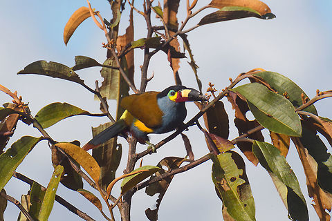 Plate-billed mountain toucan - pre-flight, La Planada Nature Reserve, Colombia Here it is, the treasure bird of La Planada Nature Reserve, the main reason for birders to visit, and thereby an important source of income.
Within Colombia, The plate-billed mountain toucan is only found in the extreme south, in a tiny range of very wet cloud forests. 
On our last morning in La Planada Nature Reserve, we had our 3rd attempt of trying to find them. On the two days prior, we did hear them in the distance, but visibility was close to none. They are big, loud birds that move in pairs or even groups. So when in the right place, they aren't the hardest bird to discover. It is typical for them to attend the edge of a forest, moving to feed, and doing so loudly. Getting them in range, however, is harder, and was our main task ahead.
As luck would have it, something magical happened. The "viewpoint" cleared up. We hadn't seen any sign of the sun in days, only thick white mist, but there it was. What was once plain white now revealed a beautiful deep forested valley several miles across. 
Now we could not only hear them, but also see them in the far distance, using binoculars. We counted six! The following hour was spent strategically luring them into our direction using well-timed playback. Sometimes they flew in the opposite direction, and we had to start all over again. 
Once within the 50 metres range, we tried to be smart and strategically wait out fruit trees we figured might be popular. But the birds aren't that simple minded, it seems. They do as they please. We had a good exercise running up and down hills at length to find small gaps in the canopy giving somewhat of a view.
Ultimately, we captured 3 individuals, one of which is easy to recognize by its busted bill. Another interesting detail captured that is not always obvious from most photos is that plate-billed is to be taken literally. The "plate" really looks like somebody hammered a piece of wood to the side of the bill. 
I'll be sharing shots generously, including some that are "light-challenged". Simply because they are awesome birds and its a species worth documenting. They are under pressure due to their tiny range being fragmented, another threat is the pet trade. 
https://www.jungledragon.com/image/77510/plate-billed_mountain_toucan_-_first_sight_la_planada_nature_reserve_colombia.html
https://www.jungledragon.com/image/77511/plate-billed_mountain_toucan_-_feeding_la_planada_nature_reserve_colombia.html
https://www.jungledragon.com/image/77512/plate-billed_mountain_toucan_-_cleaning_la_planada_nature_reserve_colombia.html
https://www.jungledragon.com/image/77513/plate-billed_mountain_toucan_-_frontal_la_planada_nature_reserve_colombia.html
https://www.jungledragon.com/image/77514/plate-billed_mountain_toucan_-_canopy_la_planada_nature_reserve_colombia.html
https://www.jungledragon.com/image/77515/plate-billed_mountain_toucan_-_closeup_la_planada_nature_reserve_colombia.html
https://www.jungledragon.com/image/77517/plate-billed_mountain_toucan_-_close_perch_la_planada_nature_reserve_colombia.html
https://www.jungledragon.com/image/77518/plate-billed_mountain_toucan_-_remote_perch_la_planada_nature_reserve_colombia.html
https://www.jungledragon.com/image/77519/plate-billed_mountain_toucan_-_canopy_2_la_planada_nature_reserve_colombia.html
https://www.jungledragon.com/image/77520/plate-billed_mountain_toucan_-_rocket_la_planada_nature_reserve_colombia.html
https://www.jungledragon.com/image/77521/plate-billed_mountain_toucan_-_close_perch_frontal_la_planada_nature_reserve_colombia.html Andigena laminirostris,Colombia,Colombia 2018,Colombia South,Fall,Geotagged,La Planada Nature Reserve,Plate-billed mountain toucan,South America