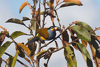 Plate-billed mountain toucan - pre-flight, La Planada Nature Reserve, Colombia Here it is, the treasure bird of La Planada Nature Reserve, the main reason for birders to visit, and thereby an important source of income.<br />
<br />
Within Colombia, The plate-billed mountain toucan is only found in the extreme south, in a tiny range of very wet cloud forests. <br />
<br />
On our last morning in La Planada Nature Reserve, we had our 3rd attempt of trying to find them. On the two days prior, we did hear them in the distance, but visibility was close to none. They are big, loud birds that move in pairs or even groups. So when in the right place, they aren't the hardest bird to discover. It is typical for them to attend the edge of a forest, moving to feed, and doing so loudly. Getting them in range, however, is harder, and was our main task ahead.<br />
<br />
As luck would have it, something magical happened. The "viewpoint" cleared up. We hadn't seen any sign of the sun in days, only thick white mist, but there it was. What was once plain white now revealed a beautiful deep forested valley several miles across. <br />
<br />
Now we could not only hear them, but also see them in the far distance, using binoculars. We counted six! The following hour was spent strategically luring them into our direction using well-timed playback. Sometimes they flew in the opposite direction, and we had to start all over again. <br />
<br />
Once within the 50 metres range, we tried to be smart and strategically wait out fruit trees we figured might be popular. But the birds aren't that simple minded, it seems. They do as they please. We had a good exercise running up and down hills at length to find small gaps in the canopy giving somewhat of a view.<br />
<br />
Ultimately, we captured 3 individuals, one of which is easy to recognize by its busted bill. Another interesting detail captured that is not always obvious from most photos is that plate-billed is to be taken literally. The "plate" really looks like somebody hammered a piece of wood to the side of the bill. <br />
<br />
I'll be sharing shots generously, including some that are "light-challenged". Simply because they are awesome birds and its a species worth documenting. They are under pressure due to their tiny range being fragmented, another threat is the pet trade. <br />
<br />
https://www.jungledragon.com/image/77510/plate-billed_mountain_toucan_-_first_sight_la_planada_nature_reserve_colombia.html<br />
https://www.jungledragon.com/image/77511/plate-billed_mountain_toucan_-_feeding_la_planada_nature_reserve_colombia.html<br />
https://www.jungledragon.com/image/77512/plate-billed_mountain_toucan_-_cleaning_la_planada_nature_reserve_colombia.html<br />
https://www.jungledragon.com/image/77513/plate-billed_mountain_toucan_-_frontal_la_planada_nature_reserve_colombia.html<br />
https://www.jungledragon.com/image/77514/plate-billed_mountain_toucan_-_canopy_la_planada_nature_reserve_colombia.html<br />
https://www.jungledragon.com/image/77515/plate-billed_mountain_toucan_-_closeup_la_planada_nature_reserve_colombia.html<br />
https://www.jungledragon.com/image/77517/plate-billed_mountain_toucan_-_close_perch_la_planada_nature_reserve_colombia.html<br />
https://www.jungledragon.com/image/77518/plate-billed_mountain_toucan_-_remote_perch_la_planada_nature_reserve_colombia.html<br />
https://www.jungledragon.com/image/77519/plate-billed_mountain_toucan_-_canopy_2_la_planada_nature_reserve_colombia.html<br />
https://www.jungledragon.com/image/77520/plate-billed_mountain_toucan_-_rocket_la_planada_nature_reserve_colombia.html<br />
https://www.jungledragon.com/image/77521/plate-billed_mountain_toucan_-_close_perch_frontal_la_planada_nature_reserve_colombia.html Andigena laminirostris,Colombia,Colombia 2018,Colombia South,Fall,Geotagged,La Planada Nature Reserve,Plate-billed mountain toucan,South America